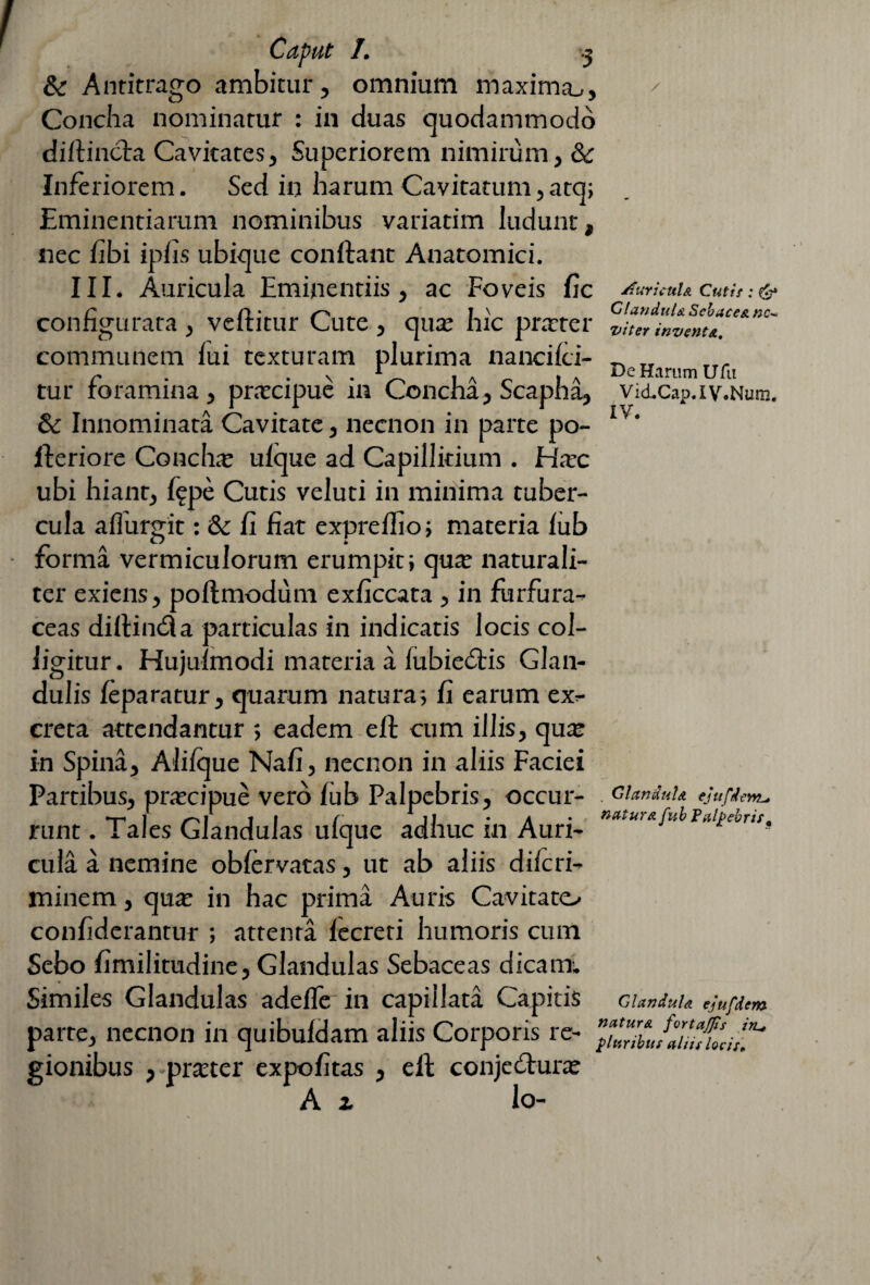 & Antitrago ambitur, omnium maxima.,. Concha nominatur : in duas quodammodo diftincta Cavitates, Superiorem nimirum, & Inferiorem. Sed in harum Cavitatum, atq; Eminentiarum nominibus variatim ludunt, nec fibi ipfis ubique condant Anatomici. III. Auricula Eminentiis, ac Foveis fic configurata , veftitur Cute , quae hic praeter communem fui texturam plurima nancifci- tur foramina, prxcipue in Concha, Scapha, & Innominata Cavitate, necnon in parte po- deriore Concha; ufque ad Capillitium . Haec ubi hiant, f?pe Cutis veluti in minima tuber¬ cula aflurgit: & fi fiat expreflio; materia fub forma vermiculorum erumpit; qua: naturali¬ ter exiens, poftmodum exficcata , in furfura- ceas diftincfta particulas in indicatis locis col¬ ligitur . Hujufmodi materia a fubiedis Glan¬ dulis feparatur, quarum natura; fi earum ex¬ creta attendantur ; eadem eft cum illis, qu^ in Spina, Aiifque Nafi, necnon in aliis Faciei Partibus, praecipue vero fub Palpebris, occur¬ runt . Tales Glandulas ufque adhuc in Auri¬ cula a nemine obfervatas, ut ab aliis difcri- minem, qua; in hac prima Auris Cavitato confderantur ; attenta fecreti humoris cum Sebo fimilitudine, Glandulas Sebaceas dicam; Similes Glandulas adeffe in capillata Capitis parte, necnon in quibufdam aliis Corporis re¬ gionibus , praeter expolitas , eft conjedura; A z lo- / Auricula Cutis: & Glandula Sebacea nc~ viter inventa. De Harum UTu Vid.Cap.IV«Num. IV. . Glandula ejufdem^ natura fub Palpebris, Glandula ejufdem natura fortajfis iru pluribus aliis locis.