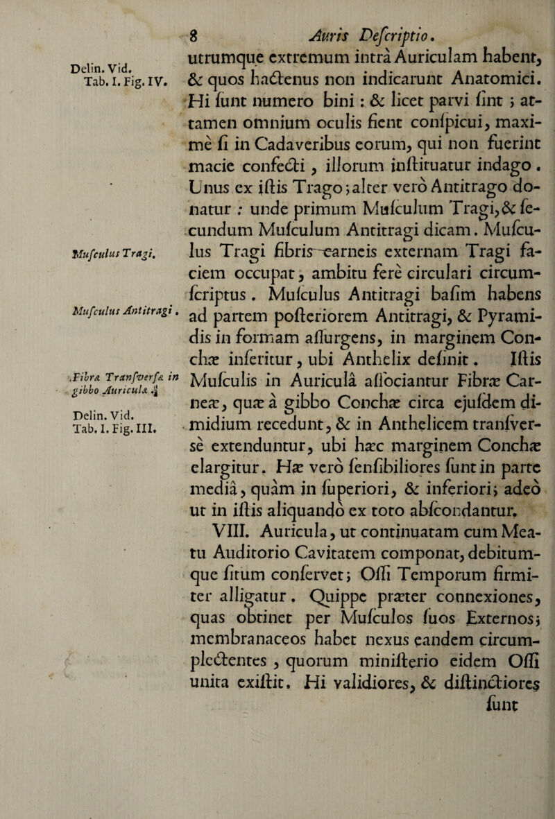 Delin.Vid. Xab. I. Fig. IV. V— Mufculus Tragi. Mufculus Antitragi , .Fibra Tranfverfa in gibbo Auricula *jf Delin.Vid. Tab. I. Fig. III. 8 Auris Defcriptio. utrumque extremum intra Auriculam habent, & quos ha6tenus non indicarunt Anatomici. Hi funt numero bini: & licet parvi fint; at¬ tamen omnium oculis fient conlpicui, maxi¬ me fi in Cadaveribus eorum, qui non fuerint macie confeCti, illorum inftituatur indago. Lnus ex iftis Trago ;alter vero Antitrago do¬ natur ; unde primum Mulculum Tragi,& fe¬ cundum Mufculum Antitragi dicam. Mulcu- lus Tragi fibris -carneis externam Tragi fa¬ ciem occupat, ambitu fere circulari circum- feriptus. Mulculus Antitragi bafim habens ad partem pofteriorem Antitragi, & Pyrami¬ dis in formam ailurgens, in marginem Con¬ cha; inferitur, ubi Anthelix definit. Iftis Mufculis in Auricula alfociantur Fibra; Car¬ nea;, quxa gibbo Concha; circa ejuldem di¬ midium recedunt, & in Anthelicem traniver- se extenduntur, ubi htec marginem Concha; elargitur. Ha; vero fenfibiliores funt in parte media, quam in luperiori, & inferiori i adeo ut in iftis aliquando ex toto abicondantur. VIII. Auricula, ut continuatam cum Mea¬ tu Auditorio Cavitatem componat, debitum¬ que firum confervet; Ofh Temporum firmi¬ ter alligatur. Quippe prreter connexiones, quas obtinet per Mufculos luos Externosj membranaceos habet nexus eandem circum¬ plectentes , quorum minifterio eidem Ofli unita exillit. Hi validiores, & diftinctiores lunt