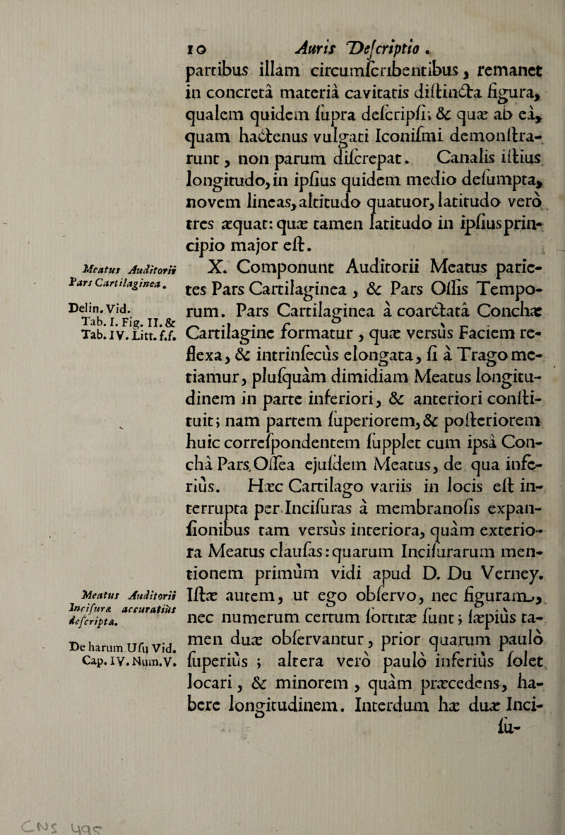 Meatur Auditorii Pars Cartilaginea, Delin. Vid. Tab. I. Fig. II. & Tab.IV.Litt.fJ. Meatur Auditorii JnrifurA accuratius defcripta. De harum Ufu Vid. Cap. IV.Num.V. io Auris TDeJcriptio. partibus illam circumlcnbentibus, remanet in concreta materia cavitatis diltinCla figura, qualem quidem fupra delcripfi; &c qua? ab ea, quam hactenus vulgati Iconifini demon lira¬ runt , non parum diicrepat. Canalis illius longitudo, in ipfius quidem medio delumpta, novem lineas, altitudo quatuor, latitudo vero tres xquatrqux tamen latitudo in ipfius prin¬ cipio major ell. X. Componunt Auditorii Meatus parie¬ tes Pars Cartilaginea, &c Pars Olfis Tempo¬ rum . Pars Cartilaginea a coarCtaca Concha: Cartilagine formatur, qua? versus Faciem re¬ flexa, & intrinfecus elongata, fi a Trago me¬ tiamur, plulquam dimidiam Meatus longitu¬ dinem in parte inferiori, & anteriori conlli- tuit; nam partem fuperiorem, & polleriorem huic corrcfpondentem fupplet cum ipsa Con¬ cha Pars.Oilea ejuldem Meatus, de qua infe¬ rius. Hxc Cartilago variis in locis ell in¬ terrupta per Inciiuras a membranofis expan- fionibus tam versus interiora, quam exterio¬ ra Meatus claufiis: quarum Incilurarum men¬ tionem primum vidi apud D. Du Verney. Illa? autem, ut ego oblervo, nec figurairu, nec numerum certum lorata? funt; Ixpius ta¬ men duce oblervantur, prior quarum paulo luperius ; altera vero paulo inferius folet locari, & minorem , quam prxcedens, ha¬ bere longitudinem. Interdum ha? dux Inci-