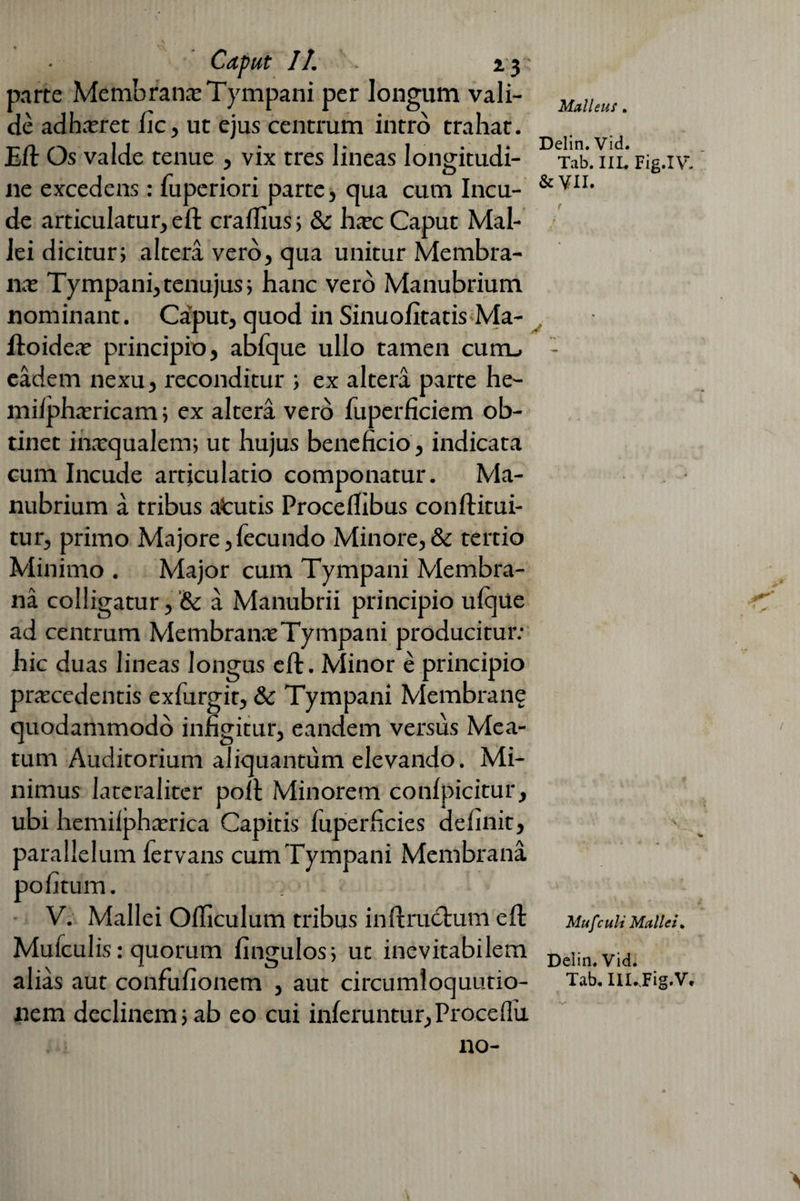 Mali eu i. parte Membranae Tympani per longum vali¬ de adhaeret Iic, ut ejus centrum intro trahat. Eft Os valde tenue , vix tres lineas longitudi¬ ne excedens: fuperiori parte, qua cum Incu¬ de articulatur, eft craflius; & haec Caput Mal¬ lei dicitur; altera vero, qua unitur Membra- nae Tympani, tenujus; hanc vero Manubrium nominant. Caput, quod in Sinuofitatis Ma- ftoideae principio, abfque ullo tamen curru eadem nexu, reconditur ; ex altera parte he- miiphaericam; ex altera vero fuperficiem ob¬ tinet inrequalem; ut hujus beneficio , indicata cum Incude articulatio componatur. Ma¬ nubrium a tribus afcutis Proceflibus conftitui- tur, primo Majore, fecundo Minore, & tertio Minimo . Major cum Tympani Membra¬ na colligatur, & a Manubrii principio ufque ad centrum Membranae Tympani producitur: hic duas lineas longus eft. Minor e principio praecedentis exfurgit, & Tympani Membrane quodammodo infigitur, eandem versus Mea¬ tum Auditorium aliquantum elevando. Mi¬ nimus lateraliter polt Minorem confpicitur, ubi hemilphaerica Capitis fuperficies definit, parallelum fervans cum Tympani Membrana pofitum. V. Mallei Oiliculum tribus inftructum eft Mufculis: quorum fingulos; ut inevitabilem alias aut confufionem , aut circumloquutio- nem declinem; ab eo cui inferuntur,Procefiu no- Delin. Vid. Tab. IIL Fig.IV. & VII. f Mu f culi Mallei, Deiin. Vid. Tab. IlUFig.V,