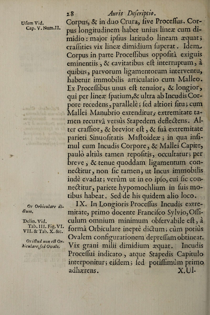 Urum Vid. Gap. V. Num.II. ■ • • t Of Orbiculare di¬ tium, T)elin. Vid. z 8 Auris Defcriptio. Corpus, & in duo Crura, live Procefius. Cor¬ pus longitudinem habet unius linea: cum di¬ midio : major ipfius latitudo lineam tequat; craffities vix linere dimidium lupcrac. Idem, Corpus in parte Proceffibus oppofita exiguis eminentiis , & cavitatibus eft interruptum, a quibus, parvorum ligamentorum interventu, habetur immobilis articulatio cum Malleo. Ex Procellibus unus eft tenuior, & longior, qui per linea: lpatium,& ultra ab Incudis Cor¬ pore recedens, parallele i fed altiori litu j cum Mallei Manubrio extenditur,- extremitate ta¬ men recurva versus Stapedem deflectens. Al¬ ter craflior, & brevior eft , & lua extremitate parieti Sinuofitatis Maftoidece ; in qua infi- mul cum Incudis Corpore, Sc Mallei Capite, paulo altius tamen repolitis, occultatur; per breve, 8c tenue quoddam ligamentum con- nedtitur, non fic tamen, ut Incus immobilis inde evadat; verum ut in eo ipfo, cui fic con- nedtitur, pariete hypomochlium in fuis mo¬ tibus habeat. Sed de his quidem alio loco. IX. In Longioris ProcelTus Incudis extre- mitate, primo docente Francilco Sylvio,Offi- culum omnium minimum obfervabile eft, a vm&Tabfjc&c. fi°rm^ Orbiculare inepte dictum; cum porius Ovalem configurationem deprelfam obtineat. Vix grani milii dimidium requat. Incudis Proce flui indicaro, atque Stapedis Capitulo interponitur; eifdem; fed potiflimum primo Ositiud non eti Or- bicnlare-}fed Ovale. acui$ren$. X.U1-