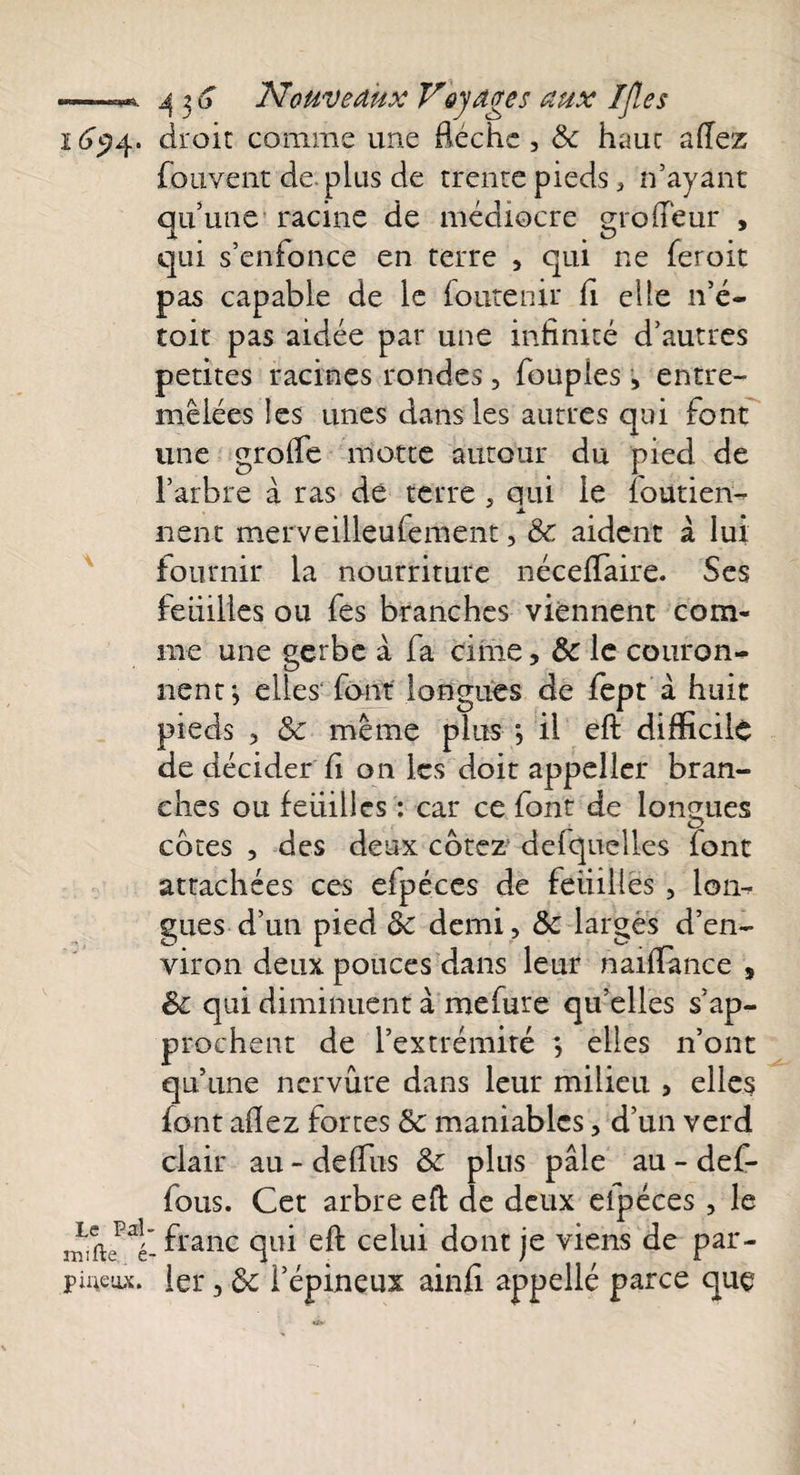 1694. droit comme une flèche , &amp; haut allez fouvent de plus de trente pieds 3 n’ayant qu’une racine de médiocre grofleur , qui s’enfonce en terre , qui ne feroit pas capable de le foutenir fl elle n’é- toit pas aidée par une infinité d’autres petites racines rondes, Toupies , entre¬ mêlées les unes dans les autres qui font une grofle motte autour du pied de l’arbre à ras de terre, qui le foutien- nent merveilleufement, de aident à lui fournir la nourriture néceflaire. Ses feuilles ou fes branches viennent com¬ me une gerbe à fa cime, &amp; le couron¬ nent*, elles font longues de fept à huit pieds , &amp; même plus il eft difficile de décider fl on les doit appeller bran¬ ches ou feuilles : car ce font de longues cotes , des deux cotez defquelles font attachées ces elpéces de feuilles , lom gués d’un pied de demi , &amp;c larges d’en¬ viron deux pouces dans leur naiflance , de qui diminuent à mefure qu’elles s’ap¬ prochent de l’extrémité *, elles n’ont qu’une nervure dans leur milieu , elles font allez fortes de maniables, d’un verd clair au - defliis de plus pâle au - def- fous. Cet arbre eft de deux elpéces , le é-^ranc qui ce^ dont je viens de par- pmeiu. 1er, de l’épineux ainfi appellé parce quç
