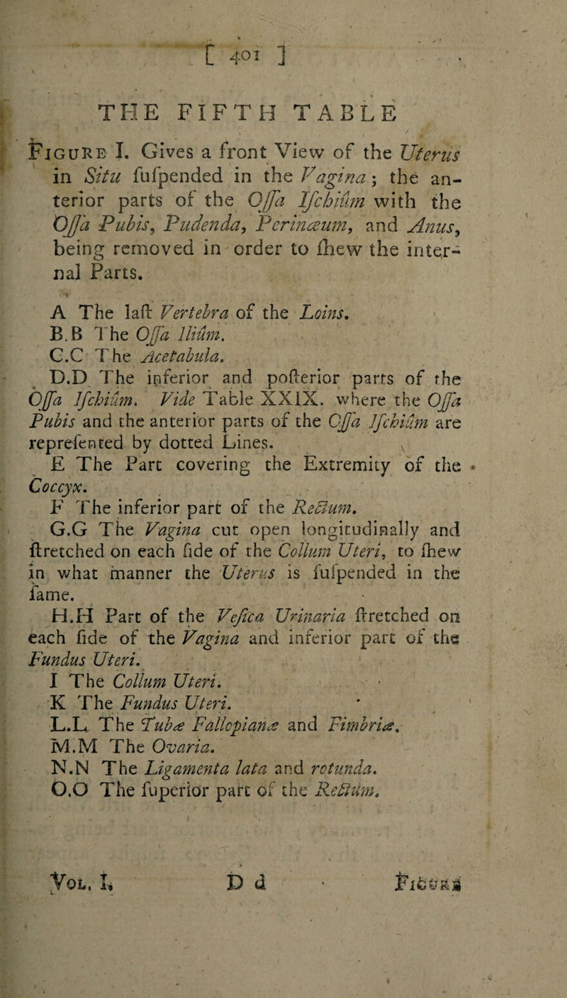 THE FIFTH TABLE [ * Y * , * Figure I. Gives a front View of the Uterus in Situ fufpended in the Vagina; the an¬ terior parts of the Ojh Ifchium with the Oja Pubis, Pudenda, Perinceum, and Anus, being removed in order to fhew the inter¬ nal Parts. .V A The laft Vertebra of the Loins. B.B The Oja Ilium. G.C The Acetabula. D.D The inferior and pofterior parts of the Oja Ifchium. Vide Table XXIX. where the Oja Pubis and the anterior parts of the Oja Ifchium are reprefen ted by dotted Lines. v E The Part covering the Extremity of the Coccyx. E The inferior part of the Refium. G. G The Vagina cut open longitudinally and ftretched on each fide of the Collum Uteri, to fhew in what manner the Uterus is fulpended in the fame. H. H Part of the Vefica Urinaria ftretched on each fide of the Vagina and inferior part of the Fundus Uteri. I The Collum Uteri. K The Fundus Uteri. x . . f. • L. L The Tub# Fallopian a and Fimbria. M. M The Ovaria. N. N The Ligamenta lata and rotunda. O. 0 The fuperior part of the Re Hum. D d t Yol. I, Flfct'ES