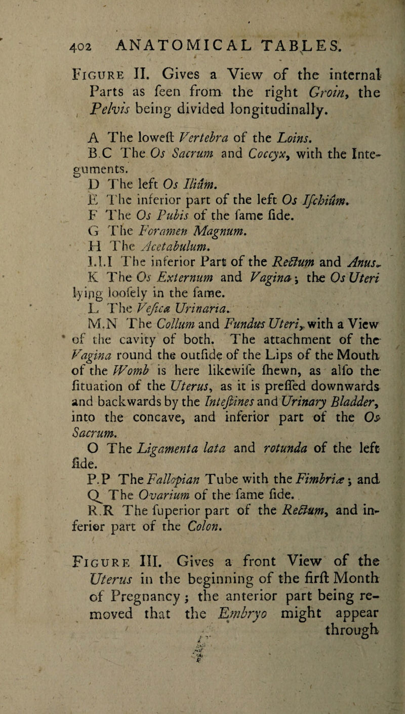 , # - * ' i * - _ • ' Figure II. Gives a View of the internal Parts as feen from the right Groin, the Pelvis being divided longitudinally. A The lowed Vertebra of the Loins. B.C The Os Sacrum and Coccyx, with the Inte¬ guments. D The left Os Ilium. E The inferior part of the left Os Ifchium. F The Os Pubis of the fame fide. G The Foramen Magnum. FI The Acetabulum. LI.I The inferior Part of the Return and Anus* K The Os Externum and Vagina? \ the Os Uteri lying loofely in the fame. E The Vefica Urinaria. M.N The Collum and Fundus Uterirwith a View ’ of the cavity of both. The attachment of the Vagina round the outfide of the Lips of the Mouth of the Womb is here likewife Ihewn, as alfo the fituation of the Uterus, as it is prefled downwards and backwards by the Intefiines and Urinary Bladder, into the concave, and inferior part of the Os Sacrum. O The fide. P.P The Fallopian Tube with the Fimbria \ and The Ovarium of the fame fide. R.R The fuperior part of the Reftum, and in¬ ferior part of the Colon. Ligament a lata and rotunda of the left PIGUR E III. Gi ves a front View of the Uterus in the beginning of the firft Month of Pregnancy; the anterior part being re¬ moved that the Embryo might appear ' y through &amp; &lt;