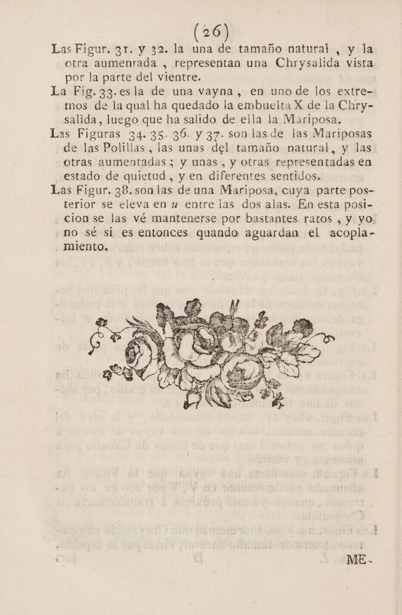 Las Figur. 3r. y 32. la una de tamaño natural , y la otra aumenrada , representan una Chrysalida vista por la parte del vientre. La Fig.33.esla de una vayna , en uno de los extre- mos de la qual ha quedado la embuelta X de la Chry- salida, luego que ha salido de eila la Mariposa. Las Figuras 34.35. 30. y 37. son las de las Mariposas de las Polillas, las unas del tamaño natural, y las otras aumentadas ; y unas, y otras representadas en estado de quietud, y en diferentes sentidos. Las Figur. 38.son las de una Mariposa, cuyá parte pos- terior se eleva en u entre las dos alas. En esta posi- ¿cion se las vé mantenerse por bastantes ratos , y yo. no sé si es entonces quando aguardan el acopla- miento.