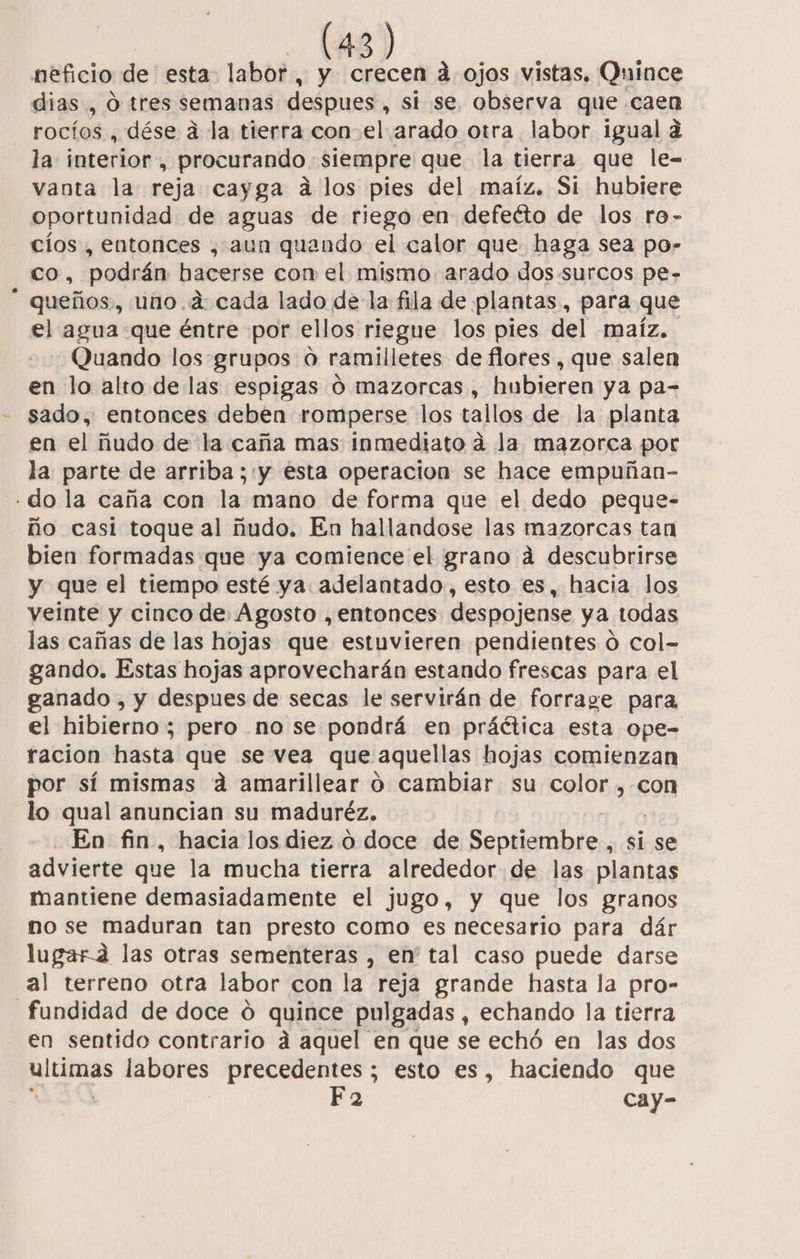 neficio de esta labor, y crecen a ojos vistas, Quince dias , O tres semanas despues , si se observa que caen rocíos , dése a la tierra conel arado otra labor igual a la interior, procurando. siempre que la tierra que le- vanta la reja cayga á los pies del maíz. Si hubiere oportunidad de aguas de riego en defeéto de los ro- cíos , entonces , aun quando el calor que haga sea po- co, podrán ee con el mismo. arado dos.surcos pe- queños., uno. a: cada lado de la fila de plantas, para que el agua que éntre por ellos riegue los pies del maíz. Quando los.grupos o ramilletes de flores , que salen en lo alto de las espigas ó mazorcas , hubieren ya pa= sado, entonces deben romperse los tallos de la planta en el ñudo de la caña mas inmediato dá la mazorca pot la parte de arriba; y esta operacion se hace empuñan- - do la caña con la mano de forma que el dedo peque- ño casi toque al ñudo. En hallandose las mazorcas tan bien formadas que ya comience el grano á descubrirse y que el tiempo esté ya adelantado, esto es, hacia los veinte y cinco de Agosto ,entonces despojense ya todas las cañas de las hojas que estuvieren pendientes ó col- gando. Estas hojas aprovecharán estando frescas para el ganado , y despues de secas le servirán de forrage para el hibierno 3 pero no se pondrá en práética esta ope- racion hasta que se vea que aquellas hojas comienzan por sí mismas ad amarillear o cambiar su color Son lo qual anuncian su maduréz. En fin, hacia los diez o doce de Septiembre , si se advierte que la mucha tierra alrededor de las plantas mantiene demasiadamente el jugo, y que los granos no se maduran tan presto como es necesario para dár lugara las otras sementeras , en' tal caso puede darse al terreno otra labor con la reja grande hasta la pro- _fundidad de doce ó quince pulgadas , echando la tierra en sentido contrario á aquel en que se echó en las dos mltcimas labores precedentes ; esto es, haciendo que Fa cay-