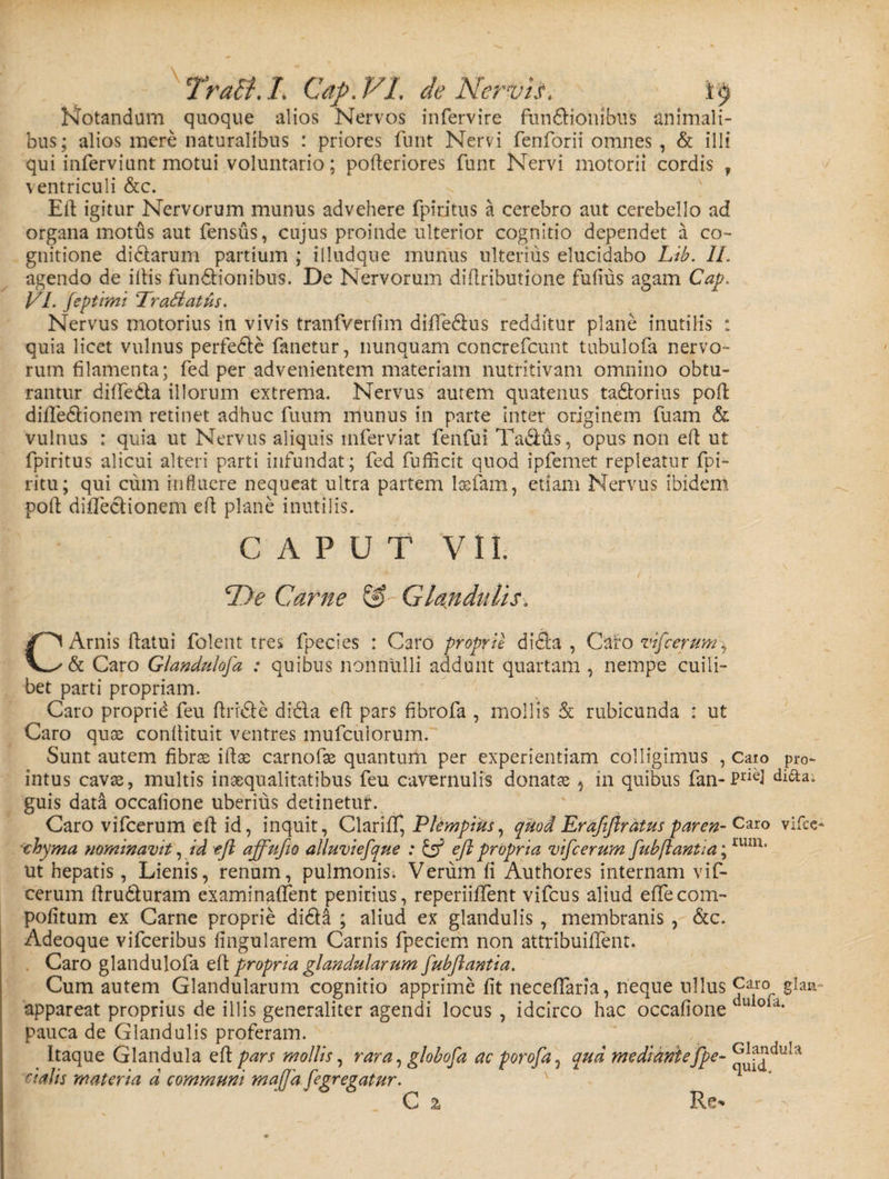 TraB. L Cap. VL de Nervis, Notandum quoque alios Nervos infervire fundlionibits animali¬ bus; alios mere naturalibus : priores funt Nervi fenforii omnes , &amp; illi qui inferviunt motui voluntario; pofteriores funt Nervi motorii cordis , ventriculi &amp;c. Eil igitur Nervorum munus advehere fpiritus a cerebro aut cerebello ad organa motus aut fensus, cujus proinde ulterior cognitio dependet a co¬ gnitione didlarum partium ; illudque munus ulterius elucidabo Lib. 11. agendo de illis fundlionibus. De Nervorum diliributione fufius agam Cap. VI. feptimi TraSiatus. Nervus motorius in vivis tranfverlim diffe&amp;us redditur plane inutilis : quia licet vulnus perfedle fanetur, nunquam concrefcunt tubulofa nervo¬ rum filamenta; fed per advenientem materiam nutritivam omnino obtu¬ rantur diffeda illorum extrema. Nervus aurem quatenus tadlorius poft diffedlionem retinet adhuc fuum munus in parte inter originem fuam &amp;. vulnus : quia ut Nervus aliquis m fer viat fenfui Ta&amp;us, opus non efl ut fpiritus alicui alteri parti infundat ; fed fufficit quod ipfemet repleatur fpi- ritu; qui cum influere nequeat ultra partem ltefam, etiam Nervus ibidem poli diffeclionem ed plane inutilis. CAPUT VII, T)e Carne Glandulis. CArnis flatui folent tres fpecies : Caro proprie didfa , Caro vifcerum^ &amp; Caro Glandulofa : quibus nonnulli addunt quartam , nempe cuili¬ bet parti propriam. Caro proprid feu ftrr&amp;e didla efl pars fibrofa , mollis &amp; rubicunda : ut Caro quae conllituit ventres mufculorum. Sunt autem fibrae illae carnofae quantum per experientiam colligimus , Caio pro- intus cavae, multis inaequalitatibus feu cavernulis donatae 5 in quibus fan-Pnel guis data occalione uberius detinetur. Caro vifcerum efl id, inquit, Clariff, Ptempius, quod Erafiftratus paren- Caro vifce thyma nominavit,id efl affufio alluviefque : &amp; eft propria vifcerum fubflantia;rum* ut hepatis, Lienis, renum, pulmonis. Verum fi Authores internam vif¬ cerum flru&amp;uram examinaffent penitius, reperiiffent vifcus aliud effecom¬ potitum ex Carne proprie didla ; aliud ex glandulis, membranis, &amp;c. Adeoque vifceribus lingularem Carnis fpeciem non attribuilfent. Caro glandulofa e 11 propria glandularum fubftantia. Cum autem Glandularum cognitio apprime fit necefiaria, neque nilus Caro glan appareat proprius de illis generaliter agendi locus , idcirco hac occatione du ola* pauca de Glandulis proferam. Itaque Glandula efl pars mollis, rara, globofa ac porofa, qua mediantefpe- Pialis materia d communi maftd fegregatur. v C % Re*