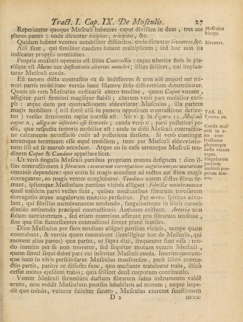 Reperiuntur quoque Mufculi habentes caput divifum in duas , tres aut plures partes : unde dicuntur bicipites, tricipites, &amp;c. Quidam habent ventres notabiliter diftinctos ; unde dicuntur biventres fac. Alii funt , qui fimiliter caudam habent multiplicem ; fed hoc non ita indicatur propriis nominibus. Propria mufculi operatio eff illius ContraSiio : cujus ulterior finis in ple- rifque eft Motus aut Sufientatio alterius membri; illius fcilicet 7 cui implan- tatur Mufculi cauda. Eft tamen di&amp;a contra&amp;io ex fe indifferens St non nifi majori aut mi¬ nori partis mobilitate versus hanc illamve litus differentiam determinatur. Quam ob rem Mufculus ordinarie altero tendine , quem Caput vocant , affigitur parti firmiori magifque ftabili ; alterum vero pars mobilior exci¬ pit : atque dum per contra&amp;ionem abbreviatur Mufculus , illa partem magis mobilem ( nifi forte alia in partem oppofitam contradiione detine¬ tur ) verfus firmiorem rapiat necelfe eft. Sic v. g. in Figura i i. Mufculi caput a , alligatur inferiori ojji femoris ; cauda vero c , parti pofteriori pe¬ dis, quas refpedtu femoris mobilior eft : unde in didti Mufculi contra&amp;io- ne calcaneum necellario cedit ad pofteriora furfum. Si vero contingat utrumque terminum elfe seque mobilem , tunc per Mufculi abbreviatio- nem illi ad fe mutuo accedunt. Atque eo in cafu utrumque Mufculi ten¬ dinem Caput &amp; Caudam appellare licet. Ut vero lingulis Mufculi partibus proprium munus defignem : dico il¬ lius contradlionem 2. fibrarum carnearum corrugatione angulorumque mutatione omnino dependere: quo enim hi magis accedunt ad re&amp;os aut fibrae magis corrugantur, eo magis venter conglobatur. Tendines autem didlas fibras fir¬ mant, ipfumque Mufculum partibus vicinis alligant: FibrilLe membranacea quali totidem parvi vedles funt, quibus mediantibus fibrarum torofarum corrugatio atque angulorum mutatio perficitur. Per nervos fpiricus advo¬ lant, qui fibrillas membranaceas tendendo, fanguinemque in fibris carneis diutius retinendo praecipui contractionis Authores exiftunt, Arterice non -folum nutrimentum , fed etiam materiam afferunt pro fibrarum tenlione , •fine qua illae flaccefcentes contra&amp;ioni forent plane inutiles. Dico Mufculos per fuos tendines alligari partibus vicinis, nempe quam contrahunt, &amp; versus quam contrahunt (intelligitur hoc de Mufculis,qui •movent alias partes) quae partes, ut fupra dixi, frequenter funt offa : ten¬ do interim per fe non movetur, fed fequitur motum ventris Mufculi ? quem limul fequi debet pars cui inferitur Mufculi cauda. Interim quocum¬ que loco in vivis perfcindatur Mufculus tranfverfim , perit illico contra¬ ctio partis, pariter ac difteCto fune, quo mediante trahebatur trabs, illico celfat motus ejufdem trabis; quia fcilicet deeft corporum continuatio. Venter Mufculi fecundum dudtuin fibrarum lselus inftrumento valde acuto, non reddit Mufculum prorfus inhabilem ad motum ; neque impe¬ dit quo minus, vulnere feliciter fanato , Mufculus exerceat fundtionem D 2 v mora- Mufculus biceps. Biventer. TAB. II. Pagina 30. Cauda muf¬ culi in e- jtis con- tra&amp;ione plerumque cedit versixs caput. Singularum partium mufculi pro prium mu¬ nus.