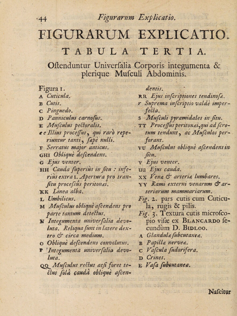 FIGURARUM EXPLICATIO. TABULA TERTIA. Oftenduntur Univerfalia Corporis integumenta &amp; plerique Mufculi Abdominis. Figura i. A Cuticula.- B Cutis. C Pinguedo. D Panniculus carnofus. E Alufiulus geBoralis. t e Illius grocejfus ? qui raro rege- riuntur tanti y fage nulli. B Serratus major anticus. GHI Oblique defendens» G Ejus venter. HH Cauda fuperius in fitu : infe¬ rius extra i. .Agertura gro tran- fitu grocefsus geritonai. KK Linea alba. E Umbilicus. M Alufiulus oblique afcendens gro garte tantum deteBus. JiT Integumenta univerfalia devo¬ luta. Reliqua funt in latere dex¬ tro &amp; circa medium. O Oblique defendens convolutus. v ?Integumenta univerfalia devo¬ luta. Alufiulus reBus acfi foret te- Bm fila cauda oblique afien- dentis. rr Ejus infirigtiones tendinof. r Sugrema infirigtio valde imger- feBa. S Mufculi gjramidales in fitu. TT Proceffusg er ito nai^qui ad fcro- tum tendunt 5 ac Adufiulos ger- forant. vu Alufiulus oblique afcendens in fitu. V Ejus venter. uu Ejus cauda. XX Vena &amp; arteria lumbares. YY Rami externi venarum &amp; ar¬ teriarum mammariarum. Eig. z. pars cutis cum Cuticu¬ la 5 rugis 8c pilis. Eig. 3. Textura cutis microfco- pio vifae ex Blancardo fe¬ cundum D. Bidloo. A Glandulafubcutanea, B Pagilia nervea. c Vafiula fudorifera. D Crines. E Vafa Jubeutanea. Nafcitur