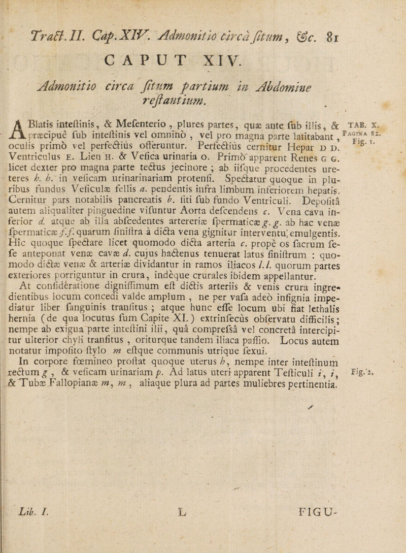 Tra5i.II. Cap.XIV. Admonitio circa fitum, &amp;c. 81 CAPUT XIV Admonitio circa /itum partium in Abdomine reflantium. \ A Blatis mteftinis, &amp; Mefenterio , plures partes, quae ante fub illis, dc tab. xt praecipue fub inteftinis vel omnino , vel pro magna parte latitabant S2- oculis primo vel perfedius offeruntur. Perfe&amp;ius cernitur Hepar d d. lg' Ventriculus e. Lien h. &amp; Vefica urinaria o. Prim6apparent Renes g g. licet dexter pro magna parte tedus jecinore ; ab iifque procedentes ure¬ teres h. h. in velicam urinarinariam protenli. Specatur quoque in plu¬ ribus fundus Veliculse fellis a. pendentis infra limbum inferiorem hepatis. Cernitur pars notabilis pancreatis b. liti fub fundo Ventriculi. Depolita autem aliqualiter pinguedine vifuntur Aorta defcendens c. Vena cava in¬ ferior d. atque ab illa abfcedentes artererias fpermaticas^.^. ab hac vense fpermaticte ff quarum finiftra a dida vena gignitur interventu: emulgentis. Hic quoque fpedare licet quomodo dida arteria c. prope os facrum fe- fe anteponat venss cavas d. cujus hadenus tenuerat latus finiftrum : quo¬ modo didite venas &amp; arteriae dividantur in ramos iliacos /./. quorum partes exteriores porriguntur in crura, indeque crurales ibidem appellantur. At confideratione digniffimum eft didis arteriis &amp; venis crura ingre- dientibus locum concedi valde amplum , ne per vafa adeo infignia impe¬ diatur liber fanguinis tranlitus ; atque hunc efle locum ubi fiat Iethalis hernia (de qua locutus fum Capite XI.) extrinfecus obfervatu difficilis; nempe ab exigua parte inteftini ilii, qua comprefsa vel concreta intercipi¬ tur ulterior chyli tranlitus , oriturque tandem iliaca paffio. Locus autem notatur impolito Itylo m eilque communis utrique fexui. In corpore foemineo proftat quoque uterus^, nempe inter inteflinum rectum £ , &amp; velicam urinariam p. Ad latus uteri apparent Telliculi /, &amp; Tubas Fallopianae m, m , aliaque plura ad partes muliebres pertinentia. a \ FIGU- LiL /. L