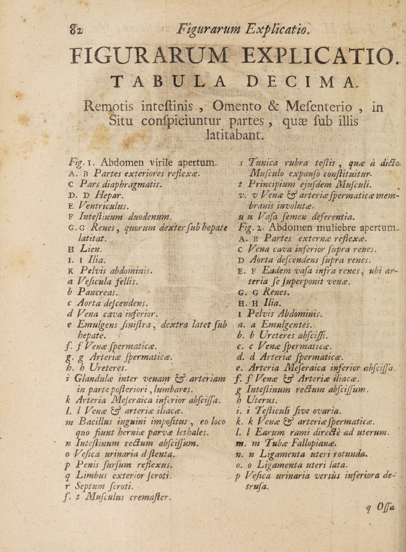 FIGURARUM EXPLICATIO TABULA DECI M A. Remotis inteftinis Omento &amp; Mefenterio , in Situ confpiciuntur partes, quae fub illis latitabant. Fig. i. Abdomen virile apertum» A. B Partes exteriores reflexce. C Pars diaphragmatis. D. D Hepar. E Ventriculus. F Inteflinum duodenum, G.G Renes, quorum dexterfuhhepate latitat. B Lien. I. i Ilia. K Pelvis abdominis, a Vficula fellis. h Pancreas, c Aorta dejcendens. d Vnia cava inferior, e Emulgens fimflra, dextra latet fub hepate, t f f Vence fpermaticce. g. g Arterice fpermaticce. h. h Ureteres. i Glandulce inter venam &amp; arteriam in parte poferiori, lumbare$. k Arteria Mejeraica inferior abfcijfa. !. I Vence &amp; arterice ili ac ce. rn Bacillus inguini impofitus , eo loco quo fiunt hernice parv&lt;e lethales. n Inteflinum re dium abfcijfum. o Vefica urinaria d flent a, p Penis furfum reflexus, q Limbus exterior Jcroti, r Septum ficroti. fi t Mufculus cremafter. s Tunica rubra te fis , quce d didlo Mufculo expanfio confiituitur• t Principium ejufidem Mujculi. v. v Vence &amp; arterice fpermaticce mem¬ branis involutes. u u Vafia femen deferentia. Fig. 2- Abdomen muliebre apertum». A. B Partes externee reflexce. C Vena cava inferior flupra renes. D Aorta defleendens flupra renes, E» F Eadem vafa infra renes, ubi ar¬ teria fe juperpomt vence. G. G Renes. H. H Ilia. I Pelvis Abdominis. a. a Emulgentes. b. b Ureteres abfeiffi. c. c Vence fpermaticce. d. d Arterice fpermaticce. e. Arteria Meferaica inferior abfciffa f. f Vence &amp; Arterice ili ac ce. g Inteflinum re dium abfcijfum, h Uterus. i. i Tefticuli five ovaria. k. k Vence &amp; arterice fpermaticce. I. I Earum rami diredte ad uterum. m. m Tubce Fallopiance. n. n Ligamenta uteri rotunda. o. o Ligamenta uteri lata. p Vejica urinaria versus inferiora de- trufa. q Ofa