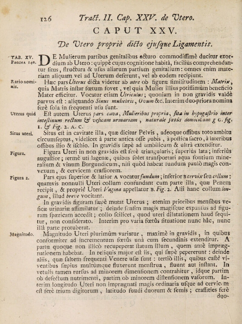 CAPUT XXV. De Utero proprie dicio ejufque Ligamentis. TAB. XV. Pagina 140, Ratio nomi- ais. Uterus quid Situs uteri. Figura. Figura 2. Magnitudo. DE Mulierum partibus genitalibus a&amp;uro commodiffime ducitur exor* dium ab Utero: quippe cujus cognitione habiti, facilius comprehendan¬ tur litus, Arudfura &amp; ufus aliarum partium genitalium: omnes enim mate¬ riam aliquam vel ad Uterum deferunt, vel ab eodem recipiunt. Haec pars Uterus didta videtur ab utre ob figurae limilitudinem : Matrix^ quia Matris inftar foetum fovet, vel quia Mulier illius potiflimum beneficio Mater efficitur. Vocatur etiam Utriculus \ quoniam in non gravidis valde parvus eft : aliquando Sinus muliebris, Ovum &amp;c, Inierim duupriora nomina fere fola in frequenti ufu funt. Eli autem Uterus pars cava, Mulieribus propria, fit a in hypogafirio inter inteftinum reSium &amp; veficam urinariam , naturale foetus domuiLum g &lt;=-fig« 1« &amp; fig■ 2. A. C. Situs dt in cavitate illa, quas dicitur Pelvis , adeoqueoffibus toto ambitu circumfeptus, videlicet a parte antica offe pubis , a pofiicafacro, a lateribus offibus ilio &amp; ifchio. in gravidis fsepe ad umbilicum &amp; ultra extenditur. Figura Uteri in non gravidis efl fere triangularis; fuperius lata; inferius auguftior; rerme uti lagenas, quibus folet tranfportari aqua fontium mine¬ ralium &amp; vinum Burgundicum, nifi quod habeat tundum paulo magis con¬ vexum , &amp; cervicem craffiorem. Pars ejus fuperior &amp; latior a vocatur fundum; inferior B cervix feu collum: quamvis nonnulli Uteri collum confundant cum parte illa, quae Penem recipit, &amp; proprie Uteri Vagina appellatur b. Fig. 2. Alii hanc collumlon~ gum, illud breve vocitant. In gravidis figuram faspe mutat Uterus ; etenim prioribus menfibus ve- f\cx urinarias affimilatur ; deinde fenfim magis magifque expanfus ad figu¬ ram fpaericam accedit; collo fcilicet, quod uteri dilatationem haud fequi- tur, non conliderato. Interim pro varia foetils lituatione nunc hic, nunc illa parte protuberat. Magnitudo Uteri plurimum variatur , maxime in gravidis , in quibus conformiter ad incrementum foetus una cum fecundinis extenditur. A partu quoque non illico recupeperat flatum illum , quem ante impraeg- nationem habebat. In reliquis major eft iis, qui fsepe pepererunt : deinde aliis, quas faltem frequenti Venere ufae funt : tertio illis, quibus cafte vi¬ ventibus fcepiits multumque fluxerunt menftrua , fluunt aut. inflant. In vetulis tamen rurfus ad minorem dimenlionem contrahitur , idque partint ob defeclum nutrimenti, partim ob minorem diflenfionem vaforum. . In¬ terim longitudo Uteri non impraegnati magis ordinaria ufque ad cervia m cfl fere trium digitorum , latitudo fundi duorum &amp; femis ; craffities fere duo-