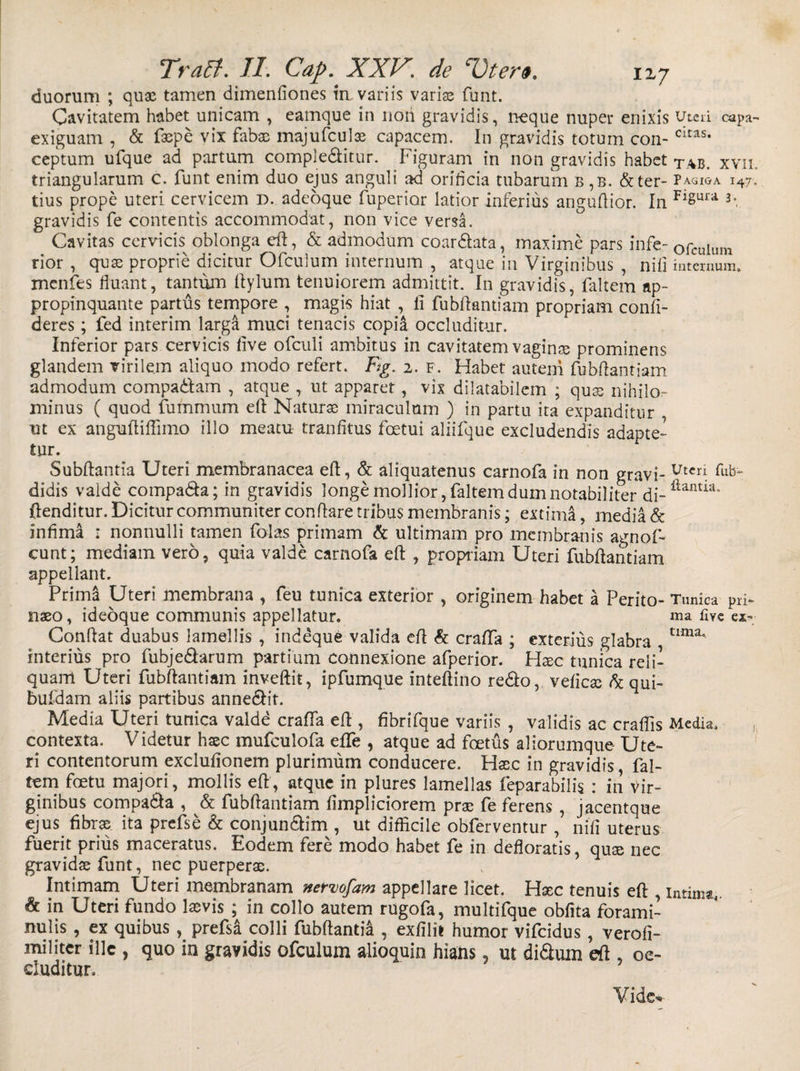 duorum ; quae tamen dimenfiones in variis vari® funt. Cavitatem habet unicam , eamque in noii gravidis, neque nuper enixis Uteri capa- exiguam , &amp; faepe vix fab® majufcul® capacem. In gravidis totum con-citas* ceptum ufque ad partum complebitur. Figuram in non gravidis habet xab. xvii. triangularum c. funt enim duo ejus anguli ad orificia tubarum b ,b. &amp;ter- P AGIGA I47, tius prope uteri cervicem D. adeoque fuperior latior inferius anguftior. In FiSura F gravidis fe contentis accommodat, non vice versa. Cavitas cervicis oblonga eft, &amp; admodum coarbata, maxime pars infe- ofculum rior , qu® proprie dicitur Ofculum internum , atque in Virginibus , nili internum, menfes fluant, tantum ftylum tenuiorem admittit. In gravidis, faltem ap¬ propinquante partus tempore , magis hiat , li fubftandam propriam confi¬ deres ; fed interim larga muci tenacis copia occluditur. Inferior pars cervicis five ofculi ambitus in cavitatem vagin® prominens glandem virilem aliquo modo refert. Eg. 2. F. Habet auteni fubftantiam admodum compabam , atque , ut apparet, vix dilatabilem ; qu® nihilo¬ minus ( quod fummum eft Natur® miraculum ) in partu ita expanditur ut ex anguftiflimo illo meatu tranfitus fcetui aliifque excludendis adapte¬ tur. Subftantia Uteri membranacea eft, &amp; aliquatenus carnofa in non gravi- Utcn fub didis valde compaba; in gravidis longe mollior, faltem dum notabiliter di- ftantitu ftenditur. Dicitur communiter conflare tribus membranis; extima, inedia &amp; infima : nonnulli tamen falas primam &amp; ultimam pro membranis agnof- cunt; mediam vero, quia valde carnofa eft , propriam Uteri fubftantiam appellant. Prima Uteri membrana , feu tunica exterior , originem habet a Perito- Tunica pri- n®o, ideoque communis appellatur. ma five ex- Conflat duabus lamellis , indeque valida eft &amp; crafifa ; exterius glabra tima' interius pro fubjebarum partium connexione afperior. H®c tunica reli¬ quam Uteri fubftantiam inveftit, ipfumque inteftino rebo, vefic® b qui- bufdam aliis partibus annebif. Media Uteri tunica valde crafla eft , fibrifque variis , validis ac craflis Media, , contexta. Videtur h®c mufculofa efife , atque ad foetus aliorumque Ute¬ ri contentorum exclufionem plurimum conducere. H®c in gravidis, fal¬ tem foetu majori, mollis eft, atque in plures lamellas feparabilis : in Vir¬ ginibus compaba , &amp; fubftantiam fimpliciorem pr® fe ferens , jacentque ejus fibras, ita prefse &amp; conjunbim , ut difficile obferventur , nifi uterus fuerit prius maceratus. Eodem fere modo habet fe in defloratis, qu® nec gravid®funt, nec puerper®. Intimam Uteri membranam nermfam appellare licet. Hxc tenuis eft , intima,. &amp; in Uteri fundo laevis ; in collo autem rugofa, multifque obfita forami- nulis, ex quibus , prefsa colli fubftantia , exfilit humor vifeidus, verofi- militer ille , quo in gravidis ofculum alioquin hians, ut dibum eft , oc¬ cluditur, ? Vide.