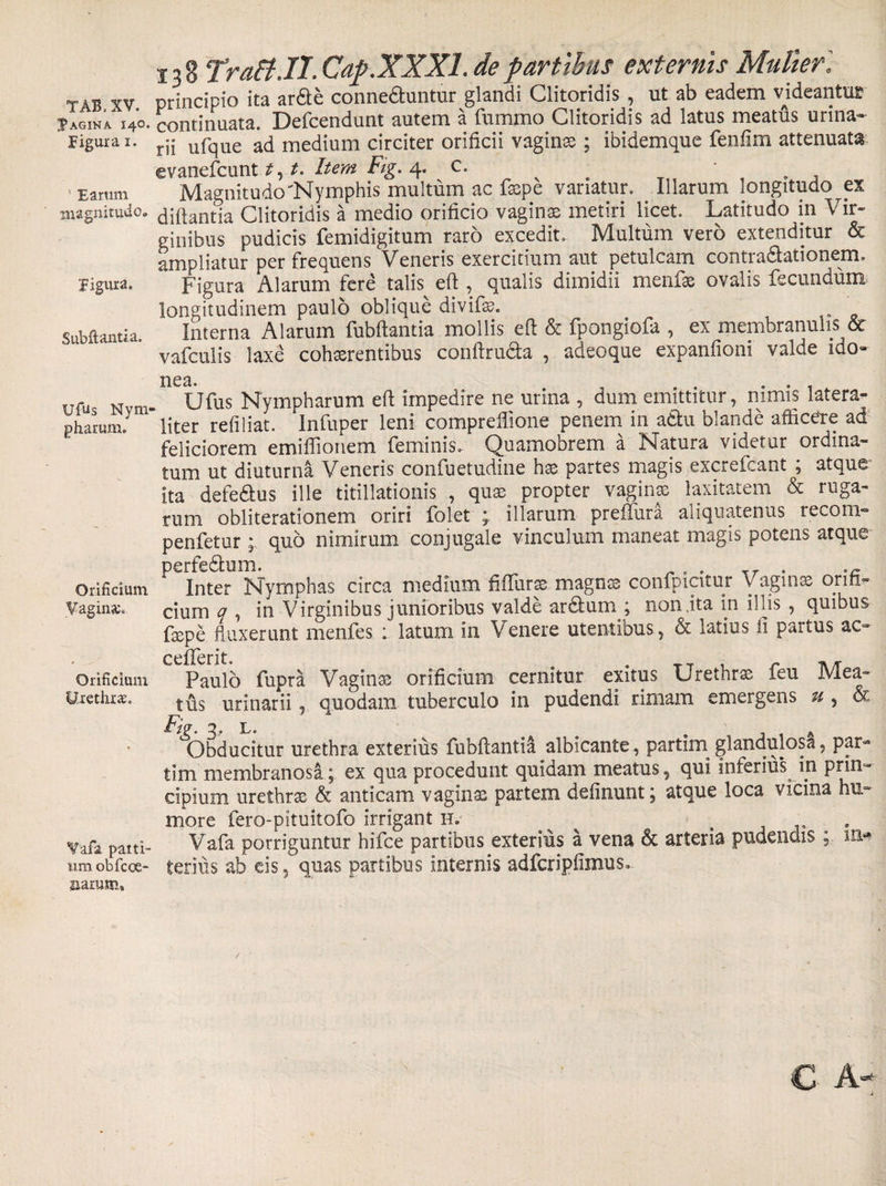 J agina 140. Figura 1. ' Earum magnitudo. Figura. Subftantia. Ufus Nynv pharum. Orificium Vagina;. Orificium Urethrae. Vafa parti- ura obfc ce¬ narum» 13 8 TraftJI. Cap.XXXl. de partibus externis Mulier, principio ita ardte conne&amp;untur glandi Clitoridis , ut ab eadem videantur continuata. Defcendunt autem a fummo Clitoridis ad latus meatus urina¬ rii ufque ad medium circiter orificii vagina ; ibidemque fenfim attenuata evanefcunt t. Item Fig. 4. c. . . Magnitudo Nymphis multum ac faepe variatur. Illarum longitudo ^ex diftantia Clitoridis a medio orificio vaginas metiri licet. Latitudo in Vir¬ ginibus pudicis femidigitum raro excedit. Multum vero extenditur &amp; ampliatur per frequens Veneris exercitium aut petulcam contra&amp;ationem. Figura Alarum fere talis eft , qualis dimidii menfae ovalis fecundum longitudinem paulo oblique divifas. Interna Alarum fubftantia mollis efi &amp; fpongiofa , ex membranulis &amp; vafculis laxe cohasrentibus conftru&amp;a , adeoque expanfioni valde ido¬ nea. . . . . Ufus Nympharum eft impedire ne urina , dum emittitur, nimis latera- liter refiliat. Infuper leni compreflione penem in a&amp;u blande afficere ad feliciorem emiffionem feminis. Quamobrem a Natura videtur ordina¬ tum ut diuturna Veneris confuetudine hae partes magis excrefcant , atque ita defedus ille titillationis , quas propter vaginas laxitatem &amp; ruga¬ tum obliterationem oriri folet ; illarum preftura aliquatenus recom- penfetur ; quo nimirum conjugale vinculum maneat magis potens atque F Inter Nymphas circa medium fiftiirse magnae confpicitur Vaginae orifi¬ cium q , in Virginibus junioribus valde ardfcum ; non ita in illis , quibus fiepe fluxerunt menfes ; latum in Venere utentibus, &amp; latius ii partus ac- Paulb fupra Vaginae orificium cernitur exitus Urethrae feu Mea¬ tus urinarii , quodam tuberculo in pudendi rimam emergens u , &amp; Abducitur urethra exterius fubftantia albicante, partim glandulosa, par- tim membranosa; ex qua procedunt quidam meatus, qui inferius in prin¬ cipium urethrae &amp; anticam vaginas partem delinunt; atque loca vicina hu¬ more fero-pituitofo irrigant H. , Vafa porriguntur hifce partibus exterius a vena &amp; arteria pudendis; in* terius ab cis 5 quas partibus internis adfcripfimus*