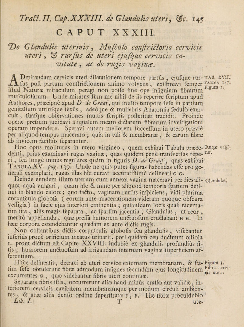 CAPUT XXXIIL *De Glandulis uterinis, Mu finio confiriclorio cervicis uteri j rurfius de uteri ejufque cervicis ca¬ vitate y ac de rugis vagina. ADmirandam cervicis uteri dilatationem tempore partus , ejufque rur- tab. xvil fus poft partum conftridionem animo volvens, eXiftmavi femper ^AGINA ^7* illud Naturae miraculum peragi non polle fine ope infignium fibrarum tI§ura ^ mufculofarum. Unde miratus fum me nihil de iis reperi-re fcriptum apud Authores, praecipue apud D de Graaf, qui inulto tempore fefe in partium genitalium utriufque fexus , adeoque &amp; muliebris Anatomia fedulo exer¬ cuit , fuafque obfiervationes multis fcriptis polleritati tradidit. Proinde operae pretium judicavi aliqualem meam didarum fibrarum invelligationi operam impendere. Speravi autem meliorem fuccefTum in utero praevie per aliquod tempus macerato ; quia in tali &amp; membranae , &amp; earum fibrae ab invicem facilius feparantur. Hoc opus moliturus in utero virgineo, quem exhibui Tabula praece-vagb; denti, prius examinavi rugas vaginae, quas quidem pene tranfverfas repe- nx' ri , fed longe minus regulares quam in figuris D. de Graaf, quas exhibui TabulaXV. pag. 139. Unde ne quis putet figuras habendas efife pro ge¬ nerali exemplari, rugas illas hic curavi accuratifiime delineari G G. Deinde eundem ilium uterum cum annexa vagina maceravi per dies ali- GlanduL?* quot aqua vulgari , quam hic &amp; nunc per aliquod temporis fpatium deti¬ nui in blando calore; quo fado, vaginam rurfus infpiciens, vidi plurima corpufcula globofa ( eorum ante macerationem videram quoque obfcura velligia) in facie ejus interiori eminentia ; quibufdam locis quali racema- tim lita , aliis magis feparata , ac fparlim jacentia , Glandulas , ut reor , merito appellanda , quae preffa humorem unduofum erudabant h h. In haec corpora extendebantur quaedam ex ante didis rugis. Non obllantibus didis corpufculis globofis feu glandulis , vifebantur inferius prope orificium meatus urinarii, pori quidam ceu duduum ofliola Lk prout didum efl Capite XXVIII. indubie ex glandulis profundius fi- tis , humorem unduofum ad irrigandam internam vaginae fuperficiem af¬ ferentium. Hifce delineatis, detraxi ab uteri cervice externam membranam, &amp; fla-figura g tim fefe obtulerunt fibrae admodum infignes fecundum ejus longitudinem excurrentes g , quae videbantur fibris uteri continuae. Separatis fibris illis, occurrerunt aliae haud minus craffse aut validae, in¬ teriorem cervicis cavitatem membranamque per modum circuli ambien¬ tes , &amp; alice aliis denfo ordine fuperftratse f, f. Hse fibrce proculdubio htb. L T ute-