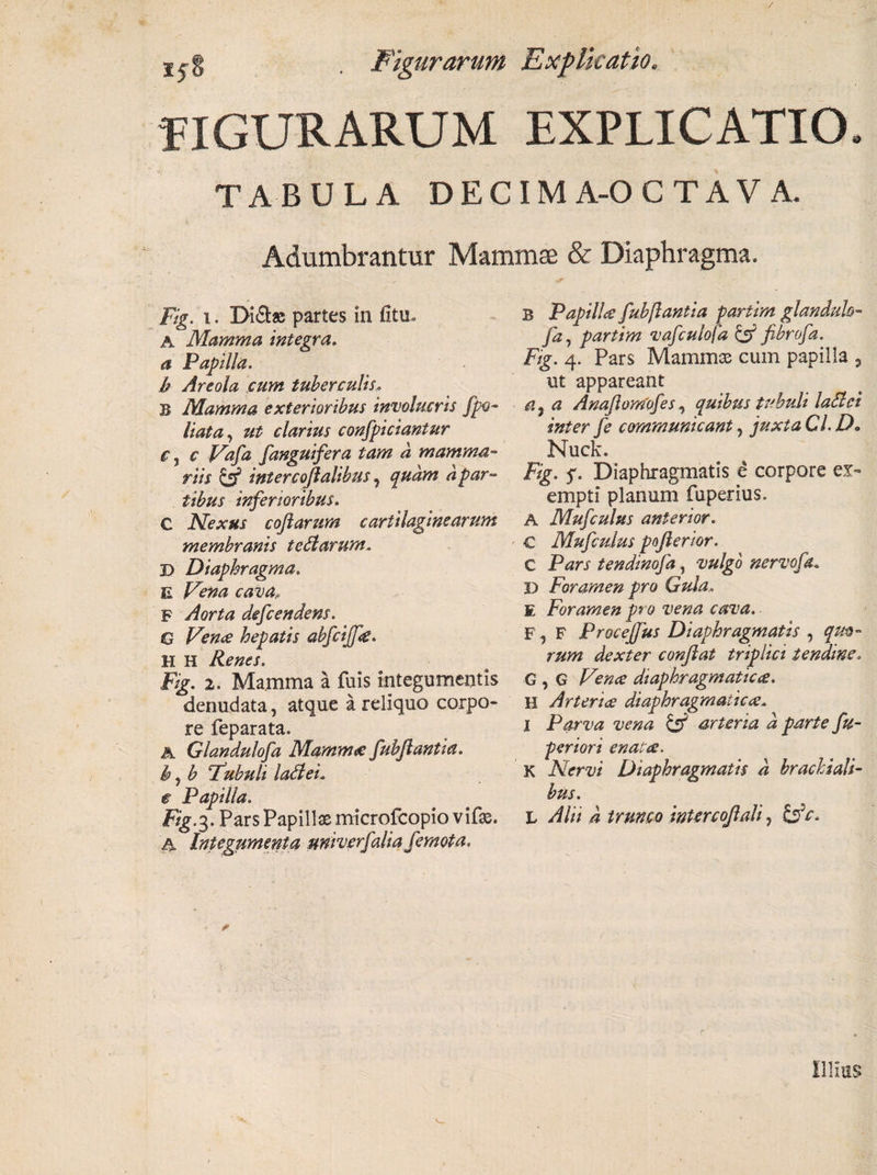 Xjg Figurarum Explicatio. FIGURARUM EXPLICATIO. TABULA DECIMA-OCTAV A. Adumbrantur Mammae &amp; Diaphragma. Fig. i. Didas partes in fitu. A Mamma integra, a Papilla. b Areola cum tuberculis, B Mamma exterioribus involucris fpo- liat a, ut clarius confpiciantur c j c Vafa fanguifer a tam a mamma¬ riis &amp; intercojlalibus, quam a par¬ tibus inferioribus. C Nexus coftarum cartilaginearum membranis te Clarum. B Diaphragma. E Fena cava„ F Aorta defcendens. C Vente hepatis abfciffa. H H Renes. Fig. 2. Mamma a fuis integumentis denudata, atque a reliquo corpo¬ re feparata. A Glandulofa Mamma fubftantia. b, b 'Tubuli laCtei. c Papilla. Fig. 3. Pars Papillae microfcopio vifae. A Integumenta univerfalia femota. B Papilla fubftantia partim glandula- fa, partim vafculofa &amp; fibrofa. Fig. 4. Pars Mammas cum papilla 3 ut appareant a Anafiomofes y quibus tubuli laCtei inter fe communicant, juxta Cl. D* Nuck. Fig. f. Diaphragmatis e corpore ex¬ empti planum fuperius. A Mufculus anterior. C Mufculus pofterior. C Pars tendinofa, vulgo nervofa„ D Foramen pro Gula, E Foramen pro vena cava. F , F Procejfus Diaphragmatis , qm- rum dexter conflat triplici tendine. G y G Vence diaphragmatica. H Arteria diaphragmatica. I Parva vena &amp; arteria d parte fu- periori enata. K Nervi Diaphragmatis d brachiali¬ bus. L Alii d trunco mtercojlali, &amp;.c. Illius