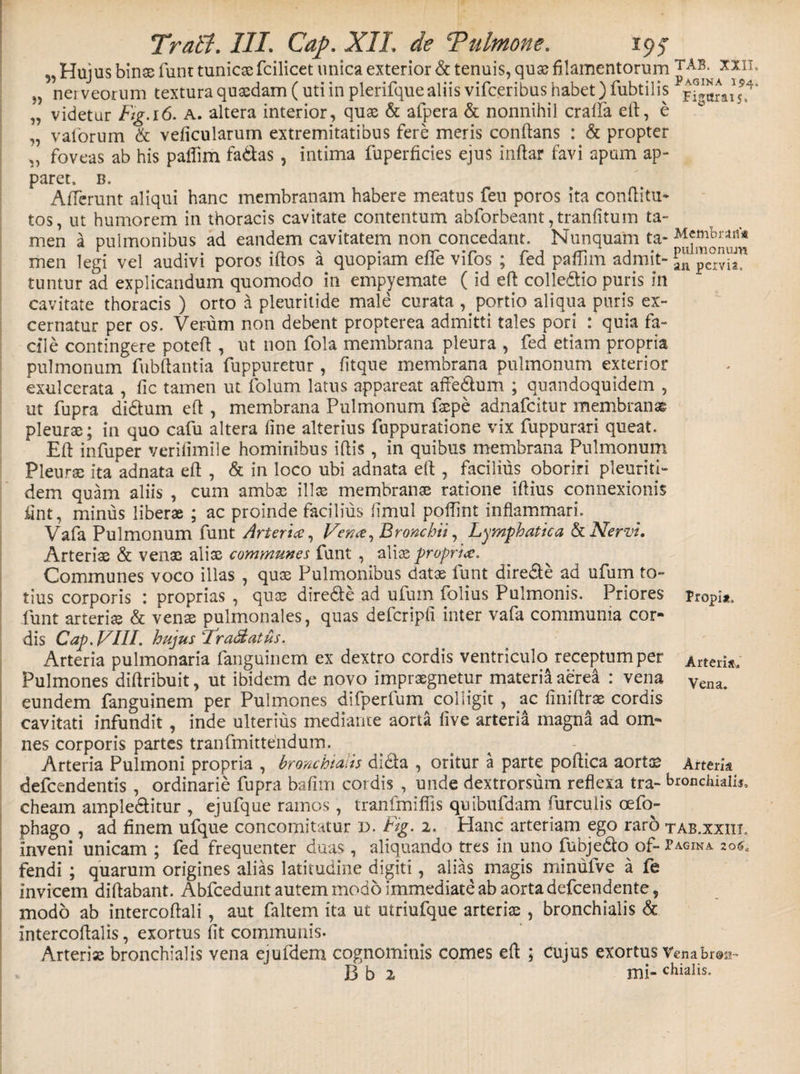 5, Hujus binse funt tunicae fcilicet unica exterior &amp; tenuis, quas filamentorum „ nei veorum textura quaedam (uti in plerifque aliis vifceribus habet) fubtilis „ videtur Fig.i6. a. altera interior, quae &amp; afpera &amp; nonnihil cralfa eft, e „ valorum &amp; veficularum extremitatibus fere meris conflans : &amp; propter „ foveas ab his palfim fa&amp;as , intima fuperficies ejus inftar favi apum ap¬ paret. B. Afferunt aliqui hanc membranam habere meatus fen poros ita conditu- tos, ut humorem in thoracis cavitate contentum abforbeant,tranfitum ta¬ men a pulmonibus ad eandem cavitatem non concedant. Nunquam ta-Mwnbran* men legi vel audivi poros iftos a quopiam effe vifos ; fed paflim admit- ^ tuntur ad explicandum quomodo in empyemate ( id eft colle&amp;io puris in cavitate thoracis ) orto a pleuritide male curata , portio aliqua puris ex¬ cernatur per os. Verum non debent propterea admitti tales pori : quia fa¬ cile contingere poteft , ut non fola membrana pleura , fed etiam propria pulmonum fubftantia fuppuretur , fitque membrana pulmonum exterior exulcerata , fic tamen ut folum latus appareat aflfe&amp;um ; quandoquidem , ut fupra di&amp;um eft: , membrana Pulmonum laepe adnafcitur membranas pleura;; in quo cafu altera fine alterius fuppuratione vix fuppurari queat. Eft infuper verifimile hominibus iftis, in quibus membrana Pulmonum Pleura ita adnata eft , &amp; in loco ubi adnata eft , facilius oboriri pleuriti- dem quam aliis , cum ambas illas membrante ratione iftius connexionis fint, minus liberae ; ac proinde facilius fimul poffint inflammari. Vafa Pulmonum funt Arteria, V, Bronchii, Lymphatica &amp; Nervi, Arteriae &amp; venae aliae communes funt , aliae propria. Communes voco illas , quae Pulmonibus datae funt dire&amp;e ad ufum to¬ tius corporis : proprias , quae dire&amp;e ad ufum folius Pulmonis. Priores ?ropi*. funt arterias &amp; venae pulmonales, quas defcripfi inter vafa communia cor¬ dis Cap. VIII. hujus 'Tradatus. Arteria pulmonaria fanguinem ex dextro cordis ventriculo receptum per Arteria* Pulmones diftribuit, ut ibidem de novo impraegnetur materia aerea : vena Ven£U eundem fanguinem per Pulmones difperfum colligit, ac finiftrae cordis cavitati infundit , inde ulterius mediante aorta five arteria magna ad om¬ nes corporis partes tranfmittendum. Arteria Pulmoni propria , bronchialis dicta , oritur a parte poftica aortce Arteria defcendentis , ordinarie fupra bafim coi dis , unde dextrorsum reflexa tra- bronchialis, cheam ample&amp;itur , ejufque ramos, tranfmiflis quibufdam furculis oefo- phago , ad finem ufque concomitatur d. Fig. 2. Hanc arteriam ego raro tab.xxiix, inveni unicam ; fed frequenter duas , aliquando tres in uno fubjedo of- Pagina 2o&lt;s4 fendi ; quarum origines alias latitudine digiti, alias magis minufve a fe invicem diftabant. Abfcedunt autem modo immediate ab aorta defcendente, modo ab intercoftali, aut faltem ita ut utriufque arteris , bronchialis &amp; intercoftalis, exortus fit communis. Arteriae bronchialis vena ejufdem cognominis comes eft ; Cujus exortus Vena bran- B b 2 mi- chialis.