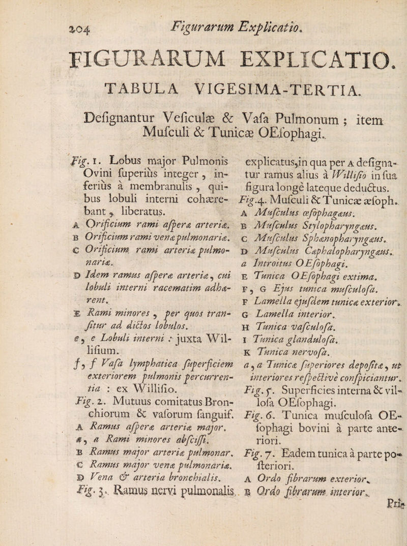 3,04 Figurarum Explicatio. figurarum explicatio. TABULA VIGESIMA-TERTIA. Defignantur Veilculae &amp; Vafa Pulmonum ; item Mufculi &amp; Tunicae OEfophagi.. I. Lobus major Pulmonis explicatus5in qua per a defigna- Ovini fuperius integer , in- tur ramus alius a Wiltifio infua ferius a membranulis, qui- figura longe lateque deduftus. bus lobuli interni cohaere- Fig.^. Mufculi &amp; Tunicae aefoph. bant,, liberatus. a Mufculus osfphagatis. A Orificium rami afper&lt;£ arteria. b Mufculus Stylopharyngeus. B Orificium rami venapulmonarU. c Mufculus Sphanopharyngaus, C Orificium, rami arterU pulmo- d Mufculus Cephdopharyngeus. narie, a Introitus OEfophagi. S&gt; ramus affer a arterie, w/ e Tunica OEfophagi extima, lobuli interni racematim adha- F, G Ejus tunica mufculofa. rent, f Lamella eyufdem tunice exterior E minores 5 per quos tran- g Lamella interior. fitur ad diblos lobulos. h Tunica vafculofa. @ 5 ^ Lobuli interni .- juxta Wil- i Tunicaglandulofa. lilium. k Tunica nervofa. f 5 f Tafa lymphatica fuperficiem a^a Tunica fiperiores depofte , ut exteriorem pulmonis percurren- interiores refpeUive confpiciantur. tia : ex Willifio. Fig.f. Superficies interna &amp; vib* 2. Mutuus comitatus Bron- lofa OEfophagi. chiorum Se vaforum fanguif, (5. Tunica mufculofa OE- A Ramus afpere arterie major. fophagi bovini a parte ante- «v* Rami minores abfcijfi. riori. b Ramus major arterie pulmonar. Fig. 7. Eadem tunica a parte po* € Ramus major vena pulmonaria. fteriori. © Tin a &amp; arteria bronchialis. a Ordo fibrarum exterior% 5/- nervi pulmonalis., 1. Qr^fa fibrarum interior