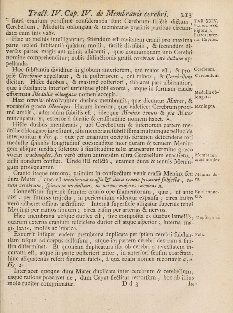 Intra cranium potiffime conftderanda lunt Cerebrum ftridte di&amp;um , TAC- xxiv. Cerebellum , Medulla oblongata &amp; membranas praefatis partibus circum- T22&lt;5‘ datx cum fuis vafis. Partesinter- Hxc ut melius intelligantur, fciendum eft cavitatem cranii pro maxima capites. parte repleri lubftantia quadam molli , facile divifibili , &amp; fecundum di- verfas partes magis aut minus albicanti , quae nonnumquam uno Cerebrr nomine comprehenditur; nobis diftin&amp;ionis gratii cerebrum late ditium ap¬ pellanda. Haec lubftantia dividitur in globum anteriorem, qui major eft , &amp; pro- Cerebrum* prie Cerebrum appellatur , &amp; in pofteriorem , qui minor , &amp; Cerebellum Cerebellum dicitur. Hifce duobus , &amp; maxime pofteriori , fubjacet pars albicantior, quas a fubftantia interiori utriufque globi exorta , atque in formam caudas - efformata Medulles oblongata: nomen accepit. • ^^taa ob Haec omnia obvolvuntur duabus membranis, quae dicuntur Matres, &amp; vocabulo graeco Meninges. Harum interior, quae videlicet Cerebrum proxi- Meninges, me ambit , admodum fubtilis eft , ideoque Meninx tenuis &amp; pia Mater nuncupatur b, exterior a duritie &amp; craflirudine nomem habet, a. Hifce duabus membranis , ubi Cerebellum &amp; inferiorem partem me¬ dullae oblongatae inveftiunt, alia membrana fubtiliffima multumque pellucida interponitur e Fig. 4. : quae per magnum occipitis foramen defeendens toti medullae fpfnalis longitudini' coextenditur inter duram &amp; tenuem Menin¬ gem ubique media; foletque a ftmilitudine telae aranearum termino graeco vocari arachmtdes. An vero etiam antrorsum ultra Cerebellum expatietur, Membrana mihi nondum conflat. Unde illa relidia , examen durae &amp; tenuis Menin- arachll0uies' gum profequamur. Cranio itaque remoto, primum in confpe&amp;um venit craffa Meninx feu Meninx du~ dura Mater , quae eft membrana crajjd cdura cranio proxime fubjetia , to- ra- tum cerebrum, Jpinalem medullam, ac nervos majores mvolens a. Conne&amp;itur fuperne ftrmiter cranio ope filamentorum , quas, ut ante Ejus conne- dixi , per futuras traje&amp;a , in pericranium videntur expanfa : circa bafim XI°* vero adhaeret ofiibus ardliffime. Interna fuperficie alligatur fuperius tenui Meningi per ramos finuum ; circa bafim per arterias &amp; nervos. Haec membrana ubique duplex eft , five compofita ex duabus lamellis, Duplicatura quarum externa cranium refpiciens durior eft atque afperior ; interna ma¬ gis laevis, mollis ac lubrica. Excurrit infuper eadem membrana duplicata per Ipfam cerebri fubftan- Falx, tiam ufque ad corpus callofum , atque ita partem cerebri dextram a fini- ftra difterminat. Et quoniam duplicatura ifta ob cerebri convexitatem in¬ curvata eft, atque in parte pofteriori latior , in anteriori fenfim coar&amp;ata, hinc aliquatenus refert figuram falcis, a qua'etiam nomen reportavit a^a. Fig. 2. Interjacet quoque dura Mater duplicata inter cerebrum &amp; cerebellum, eaque ratione praecavet ne , dum Caput fle&amp;itur retrorfum , hoc ab illius mole»ruditer.comprimatur. D d 3 Iu-: