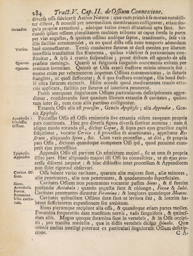 Tertius, Quartas. Quintus. 284 Tra£t*V* Cap.IL deOJJium Connexione. diverfa offa fabricavit Author Naturae : quae cum primo a fe mutuo notabili¬ ter diftent, &amp; nonnifi per intermediam membranam colligentur, etiam fin- Sccuadus. gula propriae extenfioni, adeoque totius cranii dilatationi apta funt. Se¬ cundo ipfam offtum pluralitatem multum tribuere ut caput foetus in partu per vias anguftas, &amp; quidem offibus undique feptas, tranfeuntis, fefe viis illis facilius accommodet, ex eo quod di&amp;a olla tunc temporis admodum laxe conne&amp;antur. Tertio conducere futuras ut dura meninx per illarum interftitia tranfmittat fua filamenta , quibus videlicet &amp; pericranium cou- flituitur , &amp; ipfa a cranio fufpenditur ; prout didum eft agendo de ufu prsfatse meningis. Quarto ut fulginofa fanguinis recrementa exitum per cranium inveniant. Quinto ut Otia cranii fra&amp;urae minus obnoxia fint : motus enim per vehementem impetum Offibus communicatus, in futuris frangitur, ac quafi fuffocatur; &amp; fi qua fra&amp;ura contingat, illa haud faci¬ le ultra futuram excurrit. Hifce accedit quod medicamenta cranio exte¬ rius applicata, facilius per futuras ad interiora.penetrent. Porro antequam Angulorum Offium particularem defcriptionem aggre¬ dimur , confiderandae funt quosdam illorum extantiae &amp; cavitates , quibus tum inter fe, tum cum aliis partibus colliguntur. Extantia Offis alia eftprocejjus , Groecis Apophyfis ; alia Appendix , Grae¬ cis Epiphyfis. Procelfus Offis eft Offis eminentia five extantia eidem tanquam propria pars continuata. Haec pro diverfa figura diverfa fortitur nomina : nam fi aliquo modo rotunda eft, dicitur Caput, &amp; fiqua pars ejus gracilior capiti fubjiciatur , vocatur Cervix .* ii proceflus fit acuminatus, appellatur Ro~ firum , aliquando Spina , &amp;c. Cum vero proceflus , ut dixi , fit propria pars Offis, dicimus quandoque competere Offi ipfi , quod proxime com¬ petit ejus proceffibus'. Appendix Offis eft parvum Os admixtum majori , fic ut non fit propria Appendix, niius pars. Haec aliquando majori ifti Offi ita connafcitur, ut ab ejus pro- cefiii difcerni nequeat : &amp; hinc diftin&amp;io inter proceflum &amp; Appendicem non folet rigorose obfervari. Cavitas ofi Ofla habent varias cavitates, quarum alias majores funt, alia; minores, alias penetrantes, aliae non penetrantes, &amp; quodammodo fuperficiales. Cavitates Offium non penetrantes vocantur paffim Sinus , &amp; fi fuerint Acetabula, profundas Acetabula : quando anguftae funt &amp; oblongae , Fovea &amp; Sulci. Foramina ^av^tates penetrantes dicuntur Foramina : &amp; longiores quandoque Meatus. uilis cavit a- Cavitates quibufdam Offibus datae funt ut leviora fint, &amp; interim ha- beant fufficientem expanfionem feu ambitum. Sinus plerumque recipiunt alia offa, &amp; quandoque etiam partes molles» Foramina frequentius dant tranfitum nervis, vafis fanguiferis , &amp; quibuf¬ dam aliis. Magna quoque foramina funt in vertebris, &amp; in Ofle occipi¬ tis , pro tranfitu medullae, quae in didis vertebris dicitur /pinalis. Quae omnia melius intelligi poterunt ex particulari finguloruin Offium defcrip- tione. G A- Apopbyiis Froceffus Offium. Epiphyfis. lium. Sinus.