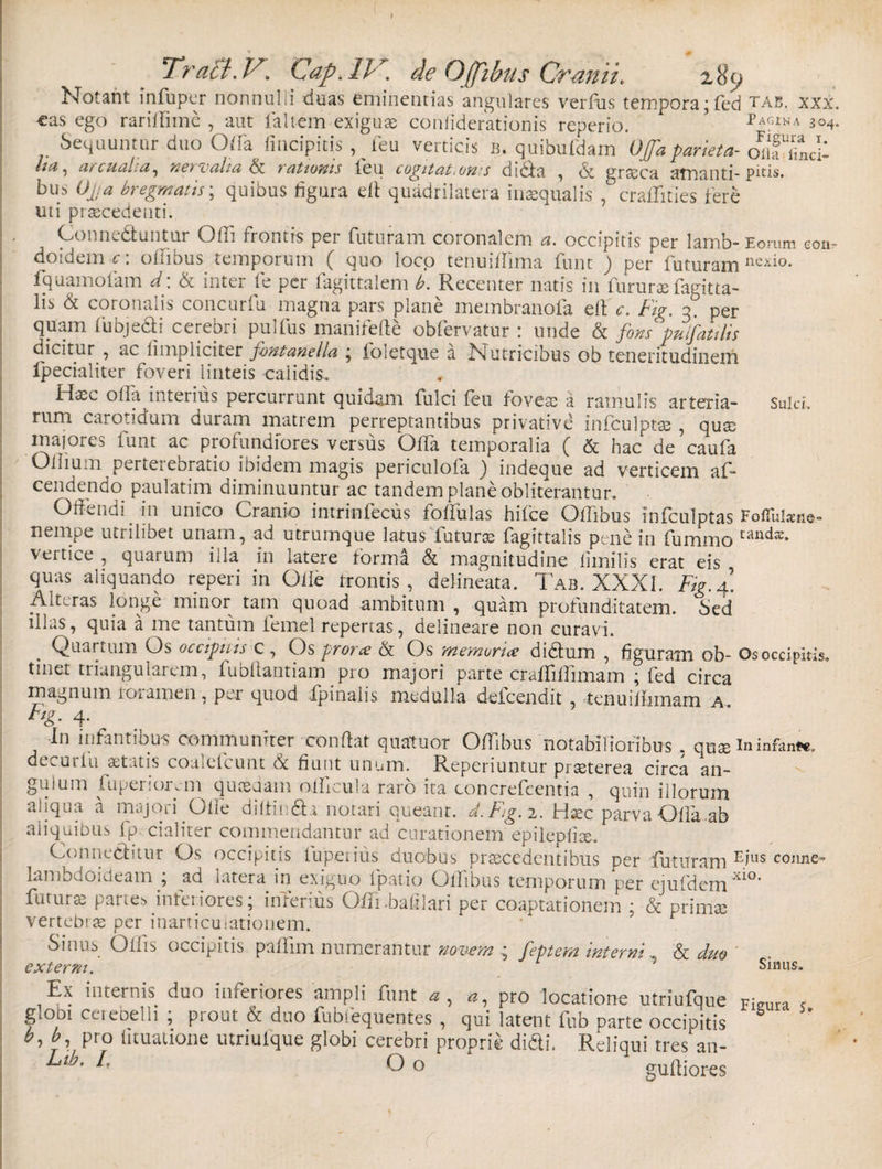 Notant infuper nonnulii duas eminentias angulares verfus tempora;fed eae. xxx. «as ego rariffme , aut laltein exiguae conliderationis reperio. PagINa 3o4. Sequuntur duo Offa (incipitis , leu verticis b. quibufdam Offa pariet a- oaTfiicil , arcuaLa, novalia rationis teu cogitatiOws dida , &amp; grasca amanti- pitis. bus Ojja bregmatis; quibus tigura ell quadrilatera inaequalis , craffties fere uti praecedenti. Conneduntur Odi frontis per futuram coronalem a. occipitis per lamb-Eorum con- doidem c. oiiious temporum ( quo loco tenuiilima funt J per futuram nexi°* fquamofam d\ &amp; inter fe per fagittalem b. Recenter natis in fururte fagitta- lis &amp; coronalis concurfu magna pars plane meinbranofa eft c. Fig. 3. per quam fubje&amp;i cerebri pulfus manifede obfervatur : unde &amp; fons puifatilis dicitur , ac (impliciter fontanella ; foletque a Nutricibus ob teneritudinem fpecialiter foveri linteis calidis. Haec olfa interius percurrunt quidam fulci feu foveae a ramulis arteria- Suld, rum carotidum duram matrem perreptantibus privative infculptae, quae majores funt ac protundfores versus Offa temporalia ( hac de caufa Ollium pertetebratio ibidem magis periculofa ) indeque ad verticem af* cendendo paulatim diminuuntur ac tandem plane obliterantur. Offendi in unico Cranio intrinfecus foffulas hilce Offibus infculptas Foffulseae- nempe utrilibet unam, ad utrumque latus futura fagittalis pene in fummo cand^ vertice , quarum illa in latere forma &amp; magnitudine limilis erat eis quas aliquando reperi in Olle trontis , delineata. Tab. XXXI. Fig. 4! Atteras longe minor tam quoad ambitum , quam profunditatem. Sed illas, quia a me tantum femel repertas, delineare non curavi. . Quartum Os occipitis c , Os proree &amp; Os memoria didum , figuram ob- Os occipitis, tmet triangularem, fubftantiam pro majori parte craffffimam ; fed circa magnum toramen, per quod fpinalis medulla defeendit , tenuiifimam a 4- In infantibus communiter conflat quatuor Offibus notabilioribus . quas in infante, decurfu aetatis coalefcunt 6c fiunt unum. Reperiuntur praeterea circa an¬ guium fupenor.ni queeuam officula raro ita concrefcentia , quin illorum aliqua a majori Offe diffinda notari queant. d.Fig.i. Haec parva Offa ab aliquibus fp- cialittr commendantur ad curationem epilepliae. Conneditur Os occipitis tuperius duobus praecedentibus per futuram Eius conne- lambdoideam ; ad latera in exiguo fpatio Offibus temporum per ejufdem Xl°' futura partem interiores; inferius Offi-batllari per coaptationem ; &amp; primae vertebrae per inarticuiationem. Sinus Offs occipitis paffim numerantur novem ; feptem interni, &amp; duo externi. Sinus. Ex internis duo inferiores ampli funt a , pro locatione utriufque pieura ? globi cei eoelli , prout &amp; duo fubfequentes , qui latent fub parte occipitis b,b pro fituatione utriufque globi cerebri proprie didi. Reliqui tres an- L,h‘ l' Oo guftiores r