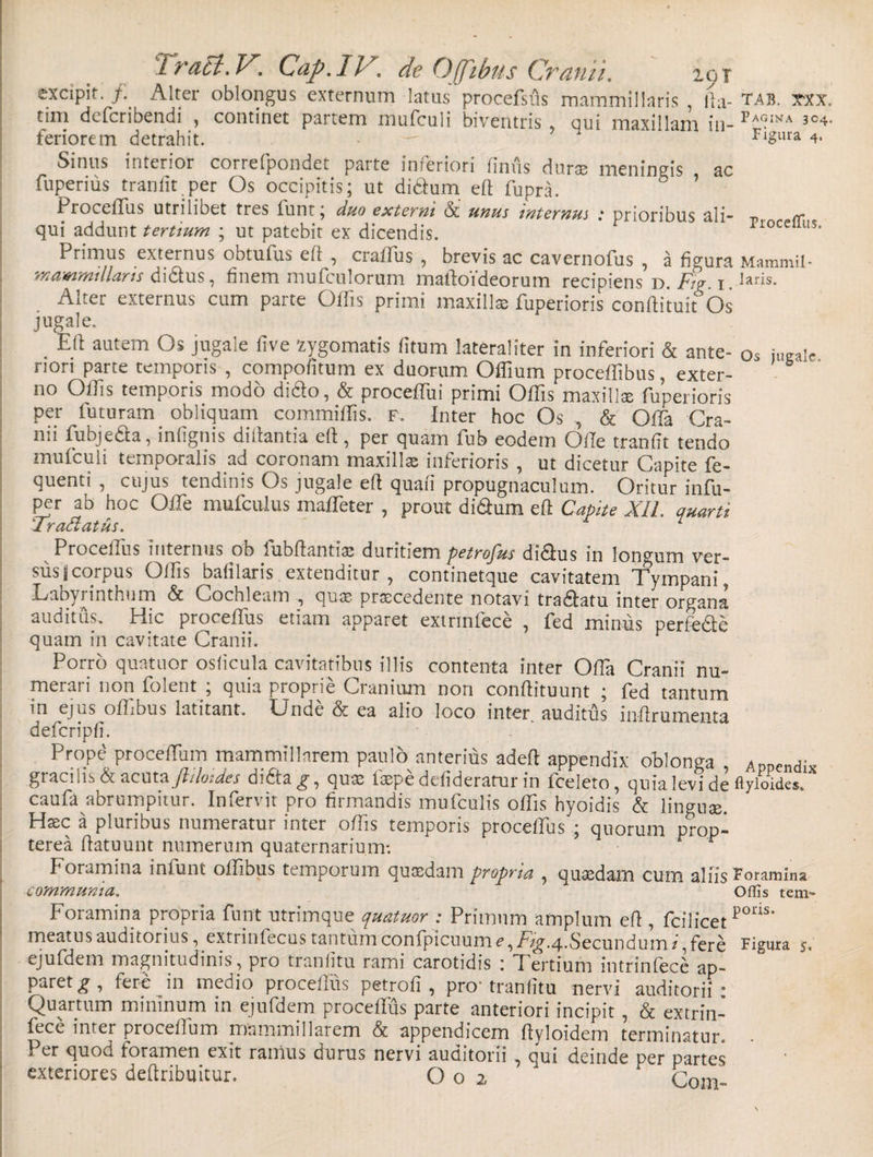 excipit. /. Alter oblongus externum latus procefsus mammillaris , lia- tab. txx. tini defcribendi , continet paitem mufculi biventris , cui maxillam, in-p AGINA 3C4. feriorem detrahit. - Figura 4. Sinus interior correfpondet parte inferiori Unus duro meningis ac fuperius tranlit.per Os occipitis; ut didlum eft fupra. Proceffus utri libet tres lunt, duo externi dc unus internus .* prioribus ali- p qui addunt tertium ; ut patebit ex dicendis. Ioce l!S’ Primus externus obtufus eft , craffus , brevis ac cavernofus , a figura Mammii- wammillans didfus, finem mufculorum maUoideorum recipiens d. Tf. i.laris- Alter externus cum parte Offis primi maxillo fuperioris conflituit'Os jugale. Eft autem Os jugale live xygomatis fitum lateraliter in inferiori &amp; ante- os jugale nori parte temporis , compofitum ex duorum Offium proceffibus, exter¬ no Offis temporis modo didto, &amp; proceffui primi Offis maxillo fuperioris per luturam obliquam commiffis. F. Inter hoc Os , &amp; Offia Cra¬ nii fubjedta, inlignis di itantia, ell, per quam lub eodem Ofle tranfit tendo mufculi temporalis ad coronam maxillas inferioris , ut dicetur Capite fe- quenti , cujus tendinis Os jugale eft quaii propugnaculum. Oritur infu- per ab hoc Offie mufculus maffieter , prout di&amp;um eft Capite XII quarti iradatus. 1 Proceffus internus ob iubftantio duritiem petrofus di&amp;us in longum ver¬ sus j corpus Offis bafilaris extenditur, continetque cavitatem Tympani, Labyrinthum &amp; Cochleam , quas procedente notavi tradlatu inter organa auditus. Hic proceffus etiam apparet extrinfece , fed minus perfe&amp;e quam in cavitate Cranii. Porro quatuor osiicula cavitatibus illis contenta inter Offia Cranii nu¬ merari non folent ; quia proprie Cranium non conffituunt ; fed tantum in ejus offibus latitant. LJnde &amp; ea alio loco inter auditus inflrumenta defcripfi. Prope proceffiim mammillarem paulo anterius adeft appendix oblonga , Appendix gracilis &amp; acuta fhlotdes didta^, quo lope ddideratur in fceleto, quia levi de flyloides. caufa abrumpitur. Infervit pro firmandis mufculis offis hyoidis &amp; Unguo Hoc a pluribus numeratur inter offis temporis proceffus ; quorum prop- terea ftatuunt numerum quaternarium'. r Foramina infunt offibus temporum quodam propria , quodam cum aliis Foramina communia. Offis tem- Foramina propria funt utrimque quatuor : Primum amplum eft , fcilicet P°ns' meatusauditorius, extrinlecustantumconfpicuum^,Fig.4.Secundum/,fere Figura 5. ejufdem magnitudinis, pro tranlitu rami carotidis 1 Tertium intrinfece ap¬ paret^ , fere in medio proceffirs petrofi , pro- tranlitu nervi auditorii 1 Quartum mininum in ejufdem proceffus parte anteriori incipit , &amp; extrin¬ fece inter proceffium mammillarem &amp; appendicem ftyloidem terminatur. Per quod foramen exit ranius durus nervi auditorii , qui deinde per partes