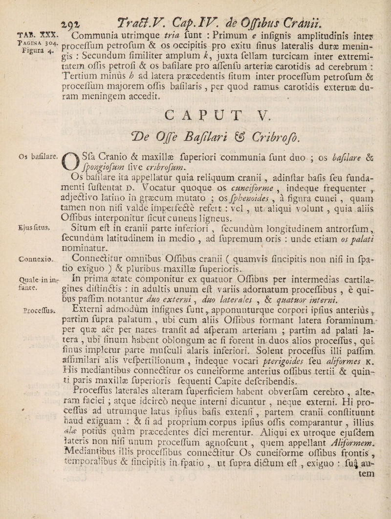 TAGINA 304. Figura 4. Os bafilare. Ejus litus* Connexio» Quale-in in¬ fante, T^oceflfus. zyz Tract.V. Cap.IV. de Ojfibus Crdnii. Communia utrimque tria funt : Primum e infignis amplitudinis inter proceffum petrofum &amp; os occipitis pro exitu finus lateralis duras menin¬ gis : Secundum fimiliter amplum k, juxta feliam turcicam inter extremi¬ tatem offis petrofi &amp; os bafilare pro affenfu arteriae carotidis ad cerebrum : Tertium minus h ad latera praecedentis fitum inter proceffum petrofum &amp; proceffum majorem offis bafilaris, per quod ramus carotidis externae du¬ ram meningem accedit. CAPUT V. cDe Ojfe Bajilari &amp; Cribrofo. OSfa Cranio &amp; maxillae fuperiori communia funt duo ; os bafilare &amp; fpongiofum live cnbrofum. Os bafilare ita appellatur quia reliquum cranii , adindar bafis feu funda¬ menti fu (lentat D. locatur quoque os cuneiforme , indeque frequenter r adjedivo latino in grascum mutato ; os fphenoides , a figura cunei , quam tamen non nifi valde imperfede refeit : vel , ut aliqui volunt , quia aliis Offibus interponitur ficutcuneus ligneus. ^ Situm eil in cranii parte inferiori , fecundum longitudinem antrorfum, fecundum latitudinem in medio , ad fupremum oris : unde etiam os palati nominatur. Conneditur omnibus Offibus cranii ( quamvis flncipitis non nifi in (pa¬ tio exiguo ) St pluribus-maxillae fuperioris. In prima aetate componitur ex quatuor Offibus per intermedias cartila¬ gines diffindis : in adultis unum efl variis adornatum proceffibus , e qui¬ bus paffim notantur duo externi , duo laterales , &amp; quatuor interni. Externi admodum infignes funt,.apponunturque corpori ipfius anterius, partim lupra palatum , ubi cum aliis Offibus formant latera foraminum, per quas aer per nares tranfit ad afperam arteriam ; partim ad palati la¬ tera , ubi linum habent oblongum ac fi forent in duos alios proceffus, qui finus impletur parte mufculi alaris inferiori. Solent proceffus illi paffim. affimilari alis vefperti Honum , indeque vocari pterigoides feu aliformes k. His mediantibus- conneditur os cuneiforme anterius offibus tertii &amp; quin¬ ti paris maxillas fuperioris fequenti Capite defcribendis. Proceffus laterales alteram fuperficiem habent obverfam cerebro , alte¬ ram faciei ; atque idcirco neque interni dicuntur , neque externi. Hi pro- ceifus ad utrumque latus ipfius bafis extenfi , partem cranii confiituunt naud exiguam c &amp; fi ad proprium corpus ipfius offis comparantur , illius potius quam praecedentes dici merentur. Aliqui ex utroque ejufdem fateris non nifi unum proceffum agnofeunt , quem appellant Aliformem. Mediantibus illis proceffibus conneditur Os cuneiforme offibus frontis , temporalibus &amp; (incipitis ia fpatio , ut fupra diduiii efl , exiguo : fu| au- sem