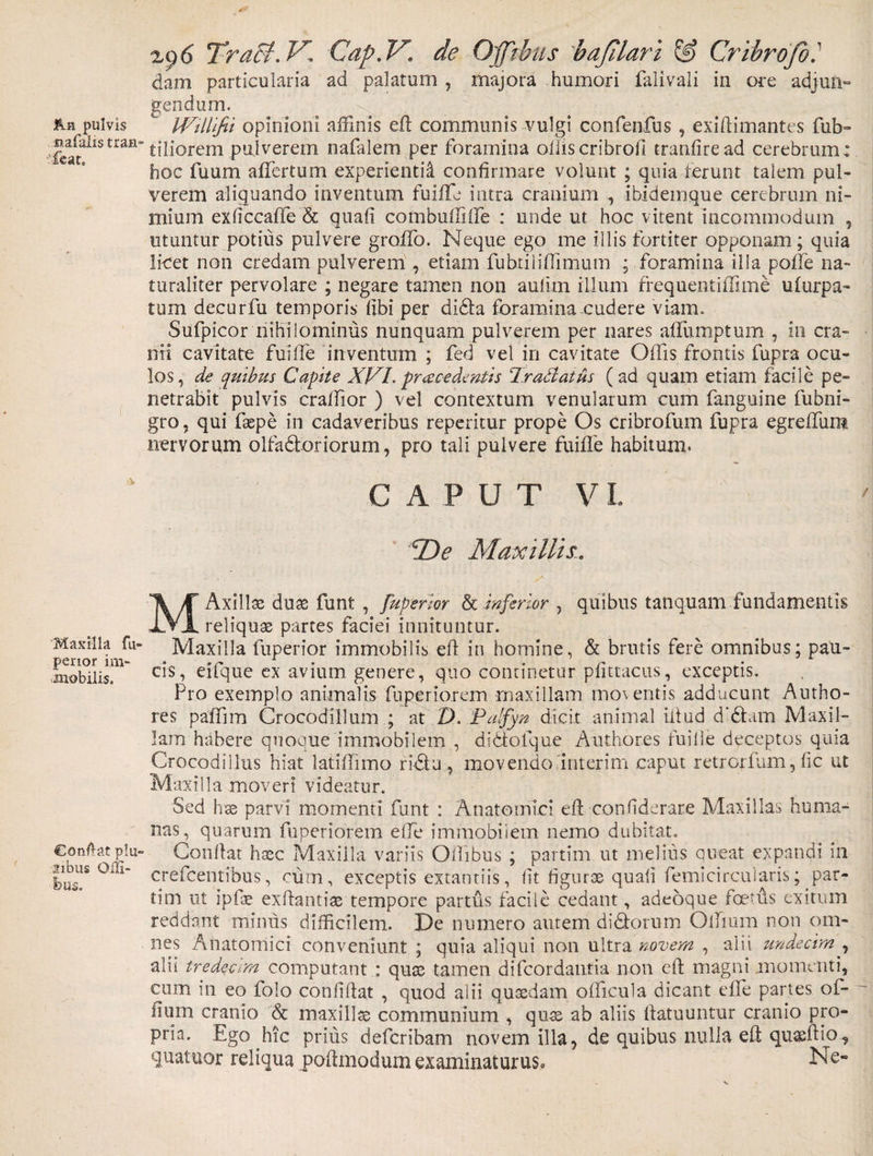 pulvis nafalis tran- 'feat. Maxilla fu- perior im¬ mobilis. Condat p!u- 2xbus Oili- fcus. Tra&amp;.V. Cap.V. de Ojftbus bafilari &amp; Cribrofo. dam particularia ad palatum , majora humori falivali in ore adjun¬ gendum. IVHlifii opinioni affinis eA communis vulgi confenfus , exiftimantes fub- tiliorem pulverem nafalem per foramina olliscribrofi tranfiread cerebrum: hoc fuum affertum experienti^ confirmare volunt ; quia ierunt talem pul¬ verem aliquando inventum fui fle intra cranium , ibidemque cerebrum ni¬ mium exficcaffe &amp; quafi combufliffe : unde ut hoc vitent incommodum , utuntur potius pulvere groflb. Neque ego me illis fortiter opponam; quia licet non credam pulverem , etiam fuhtiliflimum ; foramina illa polle na¬ turaliter pervolare ; negare tamen non aulitn illum frequentiflime ulurpa- tum decurfu temporis libi per didla foramina cudere viam. Sufpicor nihilominus nunquam pulverem per nares aflumptum , in cra¬ nii cavitate fuifle inventum ; fed vel in cavitate Offis frontis fupra ocu¬ los, de quibus Capite XVI. procedentis Ir ablatus (ad quam etiam facile pe¬ netrabit pulvis craffiior ) vel contextum venularum cum fanguine fubni- gro, qui faepe in cadaveribus repetitur prope Os cribrofum fupra egreffium nervorum olfadtoriorum, pro tali pulvere fuifle habitum. CAPUT VI. cDe Maxillis. M Axillae duae funt , fuperior &amp; inferior , quibus tanquam fundamentis reliquae partes faciei innituntur. Maxilla fuperior immobilis efl in homine, &amp; brutis fere omnibus; pau¬ cis, erfque ex avium genere, quo continetur plittacus, exceptis. Pro exemplo animalis fuperiorem maxillam moventis adducunt Autho- res paflim Crocodillum ; at D. 'Palfyn dicit animal illud d’£tam Maxil¬ lam habere quoque immobilem , didtolque Anthor.es fuifle deceptos quia Crocodillus hiat latiflimo ridlu, movendo interim caput retrarium, fic ut Maxilla moveri videatur. Sed hae parvi momenti funt : Anatomici efl confiderare Maxillas huma¬ nas, quarum fuperiorem effie immobilem nemo dubitat. Conflat haec Maxilla variis Oflibus ; partim ut melius aueat expandi ia crefcentibus, cum, exceptis extantiis, Iit figurae quali femi circularis; par- tini ut ipfae exftantiae tempore partus facile cedant, adeoque foetus exitum reddant minus difficilem. De numero autem di diorum Odium non om¬ nes Anatomici conveniunt ; quia aliqui non ultra novem , alii undecim , alii tredeam computant : quae tamen difcordautia non efl: magni momenti, cum in eo folo conflflat , quod aiii quaedam offiicula dicant effie partes of- fium cranio &amp; maxillae communium , quae ab aliis flatuuntur cranio pro¬ pria. Ego hic prius defcribam novem illa, de quibus nulla efl quaeftio, quatuor reliqua poflmodum examinaturus. Ne-