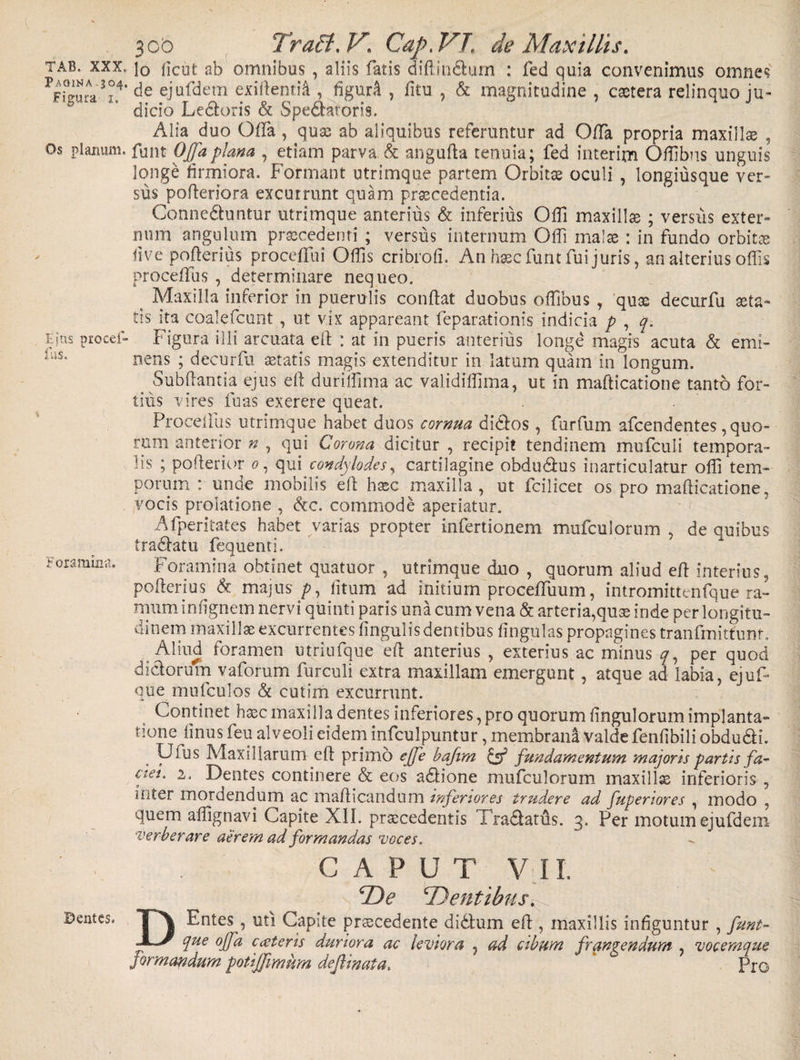 TAB. XXX, Pagina.304, Figura 1. Os planum. Ejus procei- lus. Foramina. ©entes. 3 Gb TracLV\ Caje VT. de Maxillis. Io licut ab omnibus , aliis fatis diftindum : fed quia convenimus omnes de ejufdem exi dentit , figurA , fitu , &amp; magnitudine , extera relinquo ju¬ dicio Ledoris &amp; Speratoris. Alia duo Offa, qux ab aliquibus referuntur ad Offa propria maxillx , funt Offa plana , etiam parva. &amp; angufta tenuia; fed interim Offibns unguis longe firmiora. Formant utrimque partem Orbitx oculi , longiusque ver¬ sus pofteriora excurrunt quam praecedentia. Conneduntur utrimque anterius &amp; inferius Ofil maxillx ; versus exter¬ num angulum prxcedenri ; versus internum Ofii malx : in fundo orbitx fi ve pofterius procefifui Olfis cribroli. An hxc funt fu i juris, an alterius olfis procefifus , determinare nequeo. t Maxilla inferior in puerulis conflat duobus olfbus , qux decurfu aeta¬ tis ita coalefcunt , ut vix appareant feparationis indicia p , q. Figura illi arcuata eft : at in pueris anterius longe magis acuta &amp; emi¬ nens ; decurfu xtatis magis extenditur in latum quam in longum. Subflantia ejus eft durilfma ac validilfima, ut in mafticatione tanto for¬ tius vires fuas exerere queat. Proeeifus utrimque habet duos cornua didos, furfum afeendentes, quo¬ rum anterior » , qui Corona dicitur , recipit tendinem mufculi tempora- f s ; pofterior 0. qui condylodes, cartilagine obdudus inarticulatur olf tem¬ porum : unde mobilis eft hxc maxilla , ut fcilicet os pro mafticatione, vocis prolatione , &amp;c. commode aperiatur. Afperitates habet varias propter infertionem mufculorum , de quibus tradatu fequenti. Foramina obtinet quatuor , utrimque duo , quorum aliud eft interius, pofterius &amp; majus p, litum ad initium procefluum, intromittenfque ra¬ mum infignem nervi quinti paris una cum vena &amp; arteria,qux inde per longitu¬ dinem maxillx excurrentes lingulis dentibus lingulas propagines tranfmittunt. Aliud foramen utriufque eft anterius , exterius ac minus per quod didorum vaforum furculi extra maxillam emergunt, atque ad labia, ejuf- que mufculos &amp; cutim excurrunt. Continet hxc maxilla dentes inferiores,pro quorum Angulorum implanta¬ tione Jinus feu alveoli eidem infculpuntur, membrana valde fenlibili obdudi. . Ulus Maxillarum eft primo effe bafim &amp; fundamentum majoris partis fa¬ ciei. 2, Dentes continere &amp; eos adione mufculorum maxillx inferioris , uiter mordendum ac mafticandum inferiores trudere ad fuperiores , modo , quem alfgnavi Capite XII. prxcedentis Tfadatus. 3. Per motum ejufdem verberare aerem ad formandas voces. CAPUT V II. ‘De Dentibus. D Entes, uti Capite prxcedente didum eft , maxillis infiguntur , fiunt- v tue °ffa exteris duriora ac leviora , ad cibum frangendum , vocemque formandum poti/fimum defiinata.  Pro