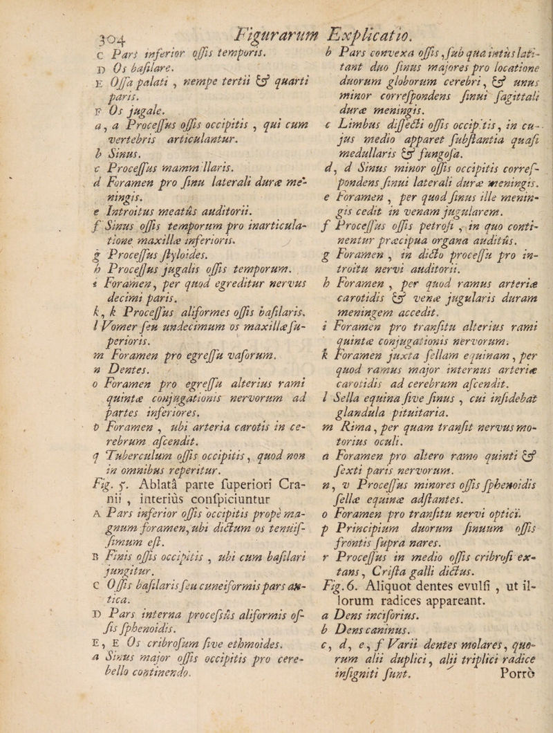 C Pars tnferior offiis temporis. D Os bafilare. E Offa palati , nempe tertii &amp; quarti paris. F Os jugale. a, a Proceffius ojfis occipitis , qui cum \vertebris articulantur, h Sinus. c Procejfus mammillaris, d Foramen pro finu laterali durae me* mngts. e Introitus meatus auditorii, f Sinus offis temporum pro in articula¬ tione maxillae inferioris. g Proceffius ftyloides. h ProceJJus jugalis offis temporum, t Foramen, per quod egreditur nervus decimi paris. k, k Proceffius aliformes offis bafilaris. I Vomer feu undecimum os maxillaefu- perior is. m Foramen pro egreffiu vaforum. n Dentes. o Foramen pro egreffiu alterius rami quini ce conjugationis nervorum ad partes inferiores. P Foramen , ubi arteria carotis in ce¬ rebrum afcendit. q Tuberculum offis occipitis, quod non in omnibus reperitur. Fig. f. Ablata parte faperiori Cra¬ nii , interius confpiciuntur A Pars inferior offiis 'occipitis prope ma¬ gnum foramen, ubi diclurn os tenuif- 'fimum efl. B Finis offiis occipitis , ubi cum bafilari jungitur. C Offiis bafilaris feu cuneiformis pars an¬ tica. D Pars interna procefsus aliformis of¬ fis fphenoidis. E, E Os cribrofum five ethmoides. a Sinus major offiis occipitis pro cere¬ bello continendo. b Pars convexa offiis Jub qua intus lati¬ tant duo fimus majores pro locatione duorum globorum cerebri, &amp; unus minor correfpondens finui fagittali durce meningis. c Limbus dffieSti offiis occipitis, in cu¬ jus medio apparet fubfiantia quafi medullaris &amp; fungofa. d. d Sinus minor offiis occipitis corref¬ pondens finui laterah durce meningis, e Foramen , per quod fimus ille menin¬ gis cedit in venam jugularem, f Proceffius offiis petrofi , in quo conti¬ nentur praecipua organa auditus, g Foramen , in diSlo proce fu pro in¬ troitu nervi auditorii, h Foramen , per quod ramus arteriae carotidis venae jugularis duram meninge m accedit. i Foramen pro tranfitu alterius rami quintae conjugationis nervorum, k Foramen juxta feliam equinam, per quod ramus major internus arteriae carotidis ad cerebrum afcendit. I Sella equina five fimus , cui infidebat glandula pituitaria, m Rima, per quam tranfit nervus mo¬ torius oculi. a Foramen pro altero ramo quinti &amp; fexti paris nervorum, n, v Proceffius minores offiis fphenoidis felice equinae adftantes. o Foramen pro tranfitu nervi optici’, p Principium duorum fimuum offiis frontis fupra nares, r Proceffius in medio offiis cribnfi ex- tans, Crifta galli dictus. Fig. 6. Aliquot dentes evulfi , ut il¬ lorum radices appareant. a Dens inciforius. b Dens caninus. c, d, e, f Varii dentes molares, quo¬ rum alii duplici, alii triplici radice infigniti fiunt. ^ Porro