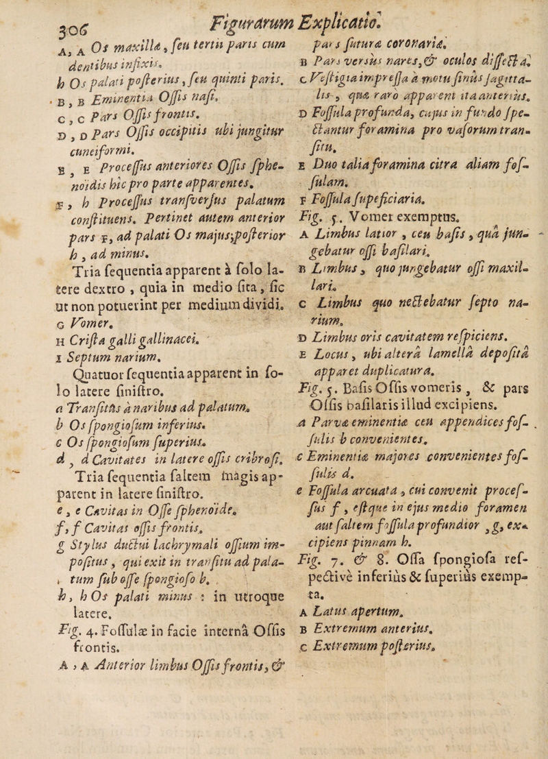 Aj A Os maxllU^fen tertn paris cum dentibus infxi*. h Os palati poferius t feu quinti paris, • B , b Eminentia Offis nafi» c , c Pnrs Offis frontis. D 3 D pars Offis occipitis ubi jungitur cuneiformi. B E proce [fis anteriores Offis fphe- noidis hic pro parte apparentes, £ y h proceffits tranfverjus palatum conftituens. Pertinet autem anterior pars f, O/ majusypoflerior h ^ ad minus. Tria fequentia apparent k folo la¬ tere dextro , quia in medio fica, fic ut non potuerint per medium dividi. par s futura coronaria, B Par* versus nares3&amp; oculos dijfeHai c Veftigia imprefa k motu finus jagttta- lis 5 qm raro apparem ita anterius. B Foffula profunda, cujus in fundo fpe¬ llantur foramina pro vaforurn tran» Jitu. e Duo talia foramina citra diam /of¬ fulam. V Foffula fupeficiaria. Fig. y. Vomer exemptus. A Limbus latior 9 ceu bafis 9 qua /un¬ gebatur cjf baffilari. b Lmbus s quo jungebatur offimaxiL laru c Limbus quo neBebatur fepto na- g Vomer. h Crifta galli gallinacei. i Septum narium. Quatuor fequentia apparent in fo¬ lo latere finiftro, a 'Tranftfis a naribus ad palatum* b Os fpongiofum inferius. c Os fpongiofum fuperius* d y d Cavitates in latere offis cnbfofi. Tria fequentia faltem fnagis ap* parent in latere finiftro. e 5 e Cavitas in Offe fphenoide* f, f Cavitas offis frontis, g Stylus ductui lachrymali offium im- poftus 9 qui exit in tranftn at/ pala- * tum fiboffe fpengiofo b. hy hOs palati minus : in utroque latere. Fig, 4. FolTulae in facie interna Offis frontis. A y a Anterior limbus Offis frontis 5 &amp; rmm, d Limbus oris cavitatem refpiciens. e Locus, ubi altera lamella depofta apparet duplicatura. Fig. 5. Bafis Offis vomeris, Sc pars Offis baiilaris illud excipiens. A Parva eminentia ceu appendices fof % fulis b convenientes, c Emine ni U majores convenientes fof- fulis d. e Foffiula arcuata 9 cui convenit proce f- fus f, eftque in ejus medio foramen aut faltem f offiula profundior 3g9 ex* cipiens pinnam h. Fig. 7. &amp; %. Ofla fpongiofa ref- pedive inferius &amp; fuperius exemp¬ ta. A Latus apertum, B Extremum anterius. c Extremum poferius.