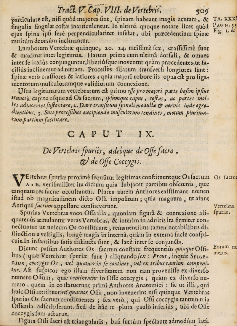 p-articiilareeft, nifi quod majores fine, fpinam habeant magis acutam, &amp; lingulis fingulo cofto inarticulentur. In ultima quoque notare licet quod ejus fpina ipfi fere perpendiculariter infiftat , ubi procedentium fpino multum deorsum inclinantur. Lumborum Vertebrae quinque, ao. 24. raridime fex, crafliflime funt &amp; maximae inter legitimas. Harum prima cum ultima dorfali, &amp; omnes inter fe laxius conjunguntur,liberiiifque moventur quam procedentes,ut fa¬ cilius inclinemur ad terram. Procellus illarum tranfverfi longiores funt: fpino vero craffiotes &amp; latiores ,*quia majori robore iis opus eft pro liga* mentorum mufculorumque validiorum connexione. Ufus legitimarum vertebrarum eft primo ejfe pro majori parte bajimipjius trunci a. capite ufque ad Os facrum, ipfum que caput > coftas, ac partes mol¬ les adjacentes fuftentareyi.Dare tranfimm fpinali medulla &amp; nervis inde egre- dientibus. 3. Suis proceffibtis excipiendo musculorum tendines, motum plurima¬ rum partium fac i litare* C A P U T IX. De Vertebris fpuriis, adebaue de Ojfe facro , OV de Ojfe Coccygis. VErtebro fpurio proxime fequutur legitimas conftituuntque Os facrum a ) s, verifimiliter ita didlum quia fubjacet partibus obfccenis s quo tanquam res facro occultantur. Plures autem Authores exiftimant nomen iftud ob magnitudinem di£to Ofd impolitum; quia magnum 9 ut aiunt Antiqui facrum appellare confueverunt. Spurias Vertebras voco Oda illa , quoniam figura &amp; connexione ali¬ quatenus aemulantur veras Vertebras, &amp; interim in adultis ita firmiter con- nechintur ut unicum Os conftituant, remanentibus tamen notabilibus di- ftin£Hon:s veftigiis, longe magis in interna,quam in externa facie confpi- cuis.In infantibus fatis diftin&amp;a funt, &amp; laxe inter fe conjun&amp;a. Dicunt paffim Authores Os facrum conftare frequentius quinque Offi- bus ( quo Vertebrae fpurio funt ) aliquando/bv : Prout, inquit Spige- Uus , coccygis Os , vel quatuor in fe continet ,vel ex tribus tantum componi- *ur. Aft fufpicor ego illam diverfitatem non tam provenide ex diverfo numero Olfum, quo continentur in Ode coccygis ; quam ex diverfo nu¬ mero , quem in eo ftatuerunt primi Authores Anatomici : fic ut illi , qui huic Ofd attribuerinf quatuor Oda 5non invenerint nifi quinque Vertebras fpnrias Os facrum confutuentes ; fex vero , qui Offi coccygis tantum tria Odicula adfcripferunt. Sed de haere plura paulo inferius 9 ubi de Ode coccygis fum adurus. Figura Oiii facrieft triangularis, bafi fursum fpeclante admodum lata. TA. XXXI Pagin. 33 Fig. 1. &amp; Os faeiui Vertebro fpurio. Eorum nt merus.