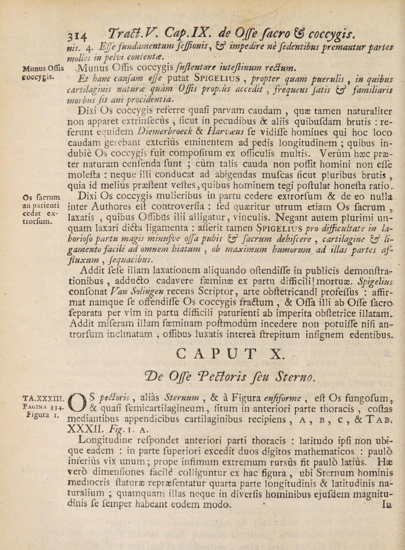 Munus Offis coccygis. Os facium an parienti cedat ex- trorfum. TA.XXXIII. Pagina 334. .Figura 1. 314 Tratt.V. Cap.IX. de Offe facro &amp; coccygis. nis. 4. Ej]e fundamentum feffionis, &amp; impedire ne fidentibus fremantur partes molies in pelvi coment ce. .Munus Offis coccygis fujlentare intejlinum retium. Et hanc caufam ejje putat SpigeliuS , propter quam puerulis 9 in quibus cartilaginis naturce quam OJfis propius accedit , frequens Jatis &amp; familiaris morbu-s Jit ani procidentia. Dixi Os coccygis referre quali parvam caudam , quae tamen naturaliter non apparet extrinfecus , licut in pecudibus &amp; aliis quibufdam brutis : re¬ ferunt equidem Diemerbroeck &amp; Harvceus fe vidiffe homines qui hoc loco caudam gerebant exterius eminentem ad pedis longitudinem ; quibus in¬ dubie Os coccygis fuit compohtum ex officulis multis. Verum heee prae¬ ter naturam cenfenda funt ; cum talis cauda non poffit homini non effe molelia : neque illi conducat ad abigendas mufeas ficut pluribus brutis ,, quia id melius praffient velles,quibus hominem tegi poftulat honeila ratio*. Dixi Os coccygis mulieribus in partu cedere extrorfum &amp; de eo nulla inter Authores ell controverlia : fed quaeritur utrum etiam Os facrum ,, laxatis , quibus Offibtls ilii alligatur, vinculis. Negant autem plurimi un¬ quam laxari di£ta ligamenta : afferit tamen Spigelius pro difficultate in la- boriofo partu magis mmufve offia pubis &amp; facrum dehifcere , cartilagine li¬ gamento facili ad omnem hiatum , oh maximum humorum ad illas partes af- jiuxum , jequacibus. Addit fele illam laxationem aliquando ohendiile in publicis demonftra- tionibus , addudlo cadavere feminae ex partu difficili f mortua. Spigelius. confonat Van Solingen recens Scriptor, arte obftetricandi profeiTus : affir¬ mat namque fe offendiffe Os coccygis fra&amp;um , &amp; Offa illi ab Offe facro feparata per vim in partu difficili paturienti ab imperita obfletrice illatam. Addit miferam illam feminam pollmodum incedere non potuifle nili an- trorfum inclinatam , offibus luxatis interea ftrepitum infignem edentibus. CAPU T X. De Offe 'Pectoris feu Sterno. OS petioris , alias Sternum , &amp; a Figura enfiforme , eft Os fungofums &amp; quali femicartilagineum, litum in anteriori parte thoracis , coflas mediantibus appendicibus cartilaginibus recipiens, a, b, c , &amp; T a b. XXXII. Fig. 1. a. Longitudine refpondet anteriori parti thoracis : latitudo ipfi non ubi¬ que eadem : in parte fuperiori excedit duos digitos mathematicos : paulo inferius vix unum;, prope infimum extremum rursus fit paulo latius. Hae vero dimenliones facile colliguntur ex hac figura , ubi Sternum hominis mediocris flaturas repraefentatur quarta parte longitudinis &amp; latitudinis na¬ turalium quamquam illas neque in diverfis hominibus ejufdem magnitu¬ dinis fe lemper habeant eodem modo. * Iu
