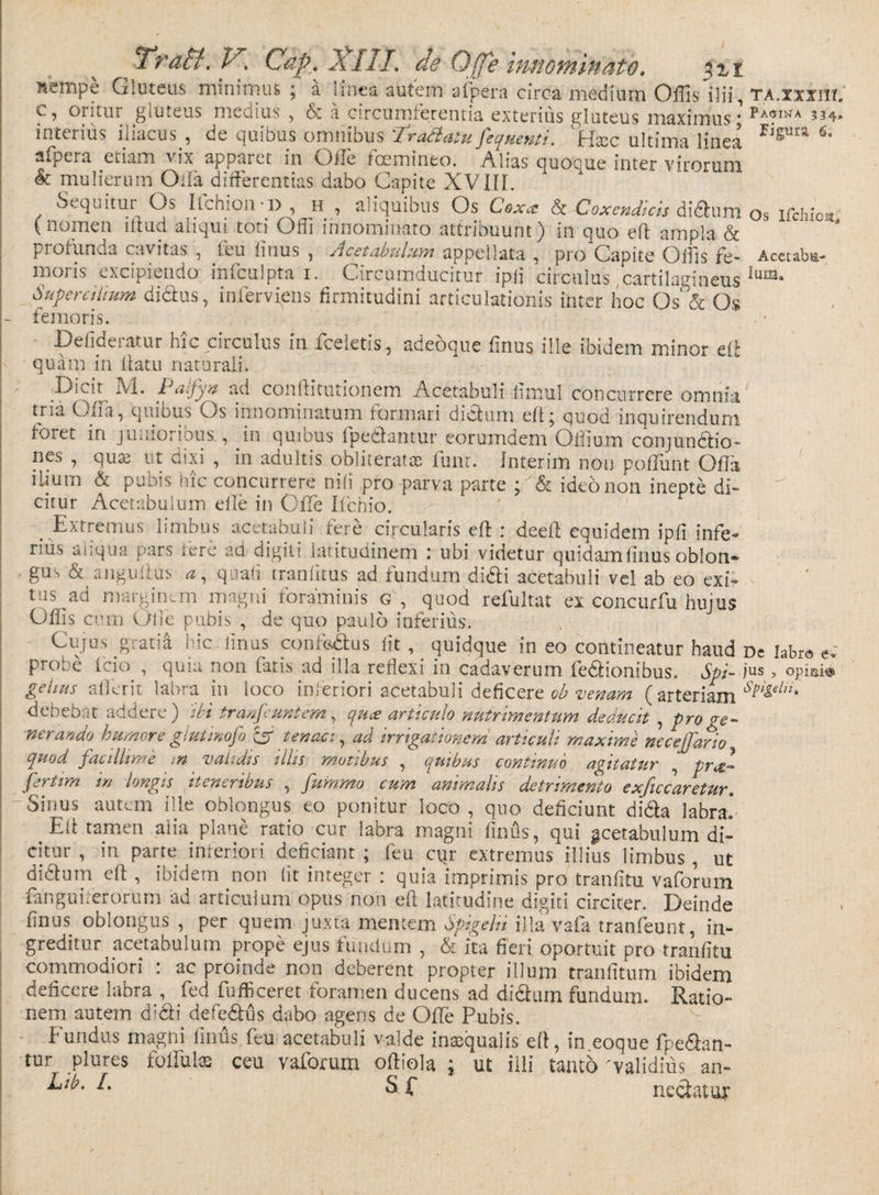 nempe Gluteus minimus; a linea autem afpera circa medium Offis ilii, c, oritur gluteus medius, &amp; a circumferentia exterius gluteus maximus; interius iliacus , de quibus omnibus JCradlatuJecfuenti. JHaic ultima linea afpera etiam vix apparet in Ofle femineo. Alias quoque inter virorum &amp; mulierum Oda differentias dabo Capite XVIIL Seq nitui Gs Echion‘D , h , aliquibus Os C,oxce &amp; Coxendicis didtum (nomen illud aliqui toti Olli innominato attribuunt) in quo eft ampla &amp; profunda cavitas , ihu linus , Acetabulum appellata , pro Capite Olfis fe- moiis excipiendo infculpta i. Circumducitur ipli circulus cartilagineus Supercilium di&amp;us, inferviens firmitudini articulationis inter hoc Os &amp; Gs femoris. Defideratur hic circulus in fceletis, adeoque finus ille ibidem minor etf quam in lfatu naturali. Ijicit M. paifyn ad conllitutionem Acetabuli iimul concurrere omnia tjia Ofta, quibus Os innominatum formari dictum eft; quod inquirendum foret in junioribus , in quibus fpedantur eorumdem Ofiium conjundtio- nes , qua? ut dixi , in adultis obliteratse funr. Interim non poflunt Ofia ilium &amp; pubis hic concurrere nili pro parva parte ; &amp; ideo non inepte di¬ citur Acetabulum efte in Ofle lichio. TA.XXXI1T. Pagina 334» Figura 6. Os Ifchioia,' AcetabE' lum» Extremus limbus acetabuli fere circularis eft : deeft equidem ipfi infe¬ rius aliqua pars fere ad digiti latitudinem : ubi videtur quidam finus oblon- gus &amp; angulius a, quali rranfitus ad fundum didti acetabuli vel ab eo exi- U1S ad marginem magni foraminis g, quod refultat ex concurfu hujus Offis cum Olle pubis , de quo paulo inferius. Cujus gratia fic linus confe&amp;us fit, _ quidque in eo contineatur haud De labre, e.' prOv.e icio , quiu non fatis ad illa reflexi in cadaverum fedlionibus. Spi- jus > opiai® gelms afterit labra in loco inferiori acetabuli deficere ob venam (arteriam Splgeln4 debebat addere) ibi tranfeuntem, quee articulo nutrimentum deducit , pro ge¬ nerando humore giutmofo CfT tenaci, ad irrigationem articuli maxime neceffario quod facillime m validis illis motibus , quibus continuo agitatur , grat-* fertim in longis iteneribus , fummo cum animalis detrimento exficcaretur. Sinus autem ille oblongus eo ponitur locO , quo deficiunt didta labra] Eft tamen aiia plane ratio cur labra magni finus, qui gcetabulum di¬ citur , in parte inferiori deficiant ; feu cqr extremus illius limbus , ut diaum eft , ibidem non (it integer : quia imprimis pro tranfitu vaforum far. gu iter orum ad articulum opus non eft latitudine digiti circiter. Deinde finus oblongus , per quem juxta mentem Spigehi illa vafa tranfeunt, in¬ greditur acetabulum prope ejus fundum , &amp; ita fieri oportuit pro tranfitu commodiori : ac proinde non deberent propter illum tranfitum ibidem deficere labra , fed fufficeret foramen ducens ad didhirn fundum. Ratio¬ nem autem d!6fi defedtus dabo agens de Ofte Pubis. Fundus magni finus feu acetabuli valde inasqualis eft, in eoque fpeaan- tur plures folfulas ceu vaforum oftiola ; ut illi tanto 'validius an- Lib. /. S f nectatur