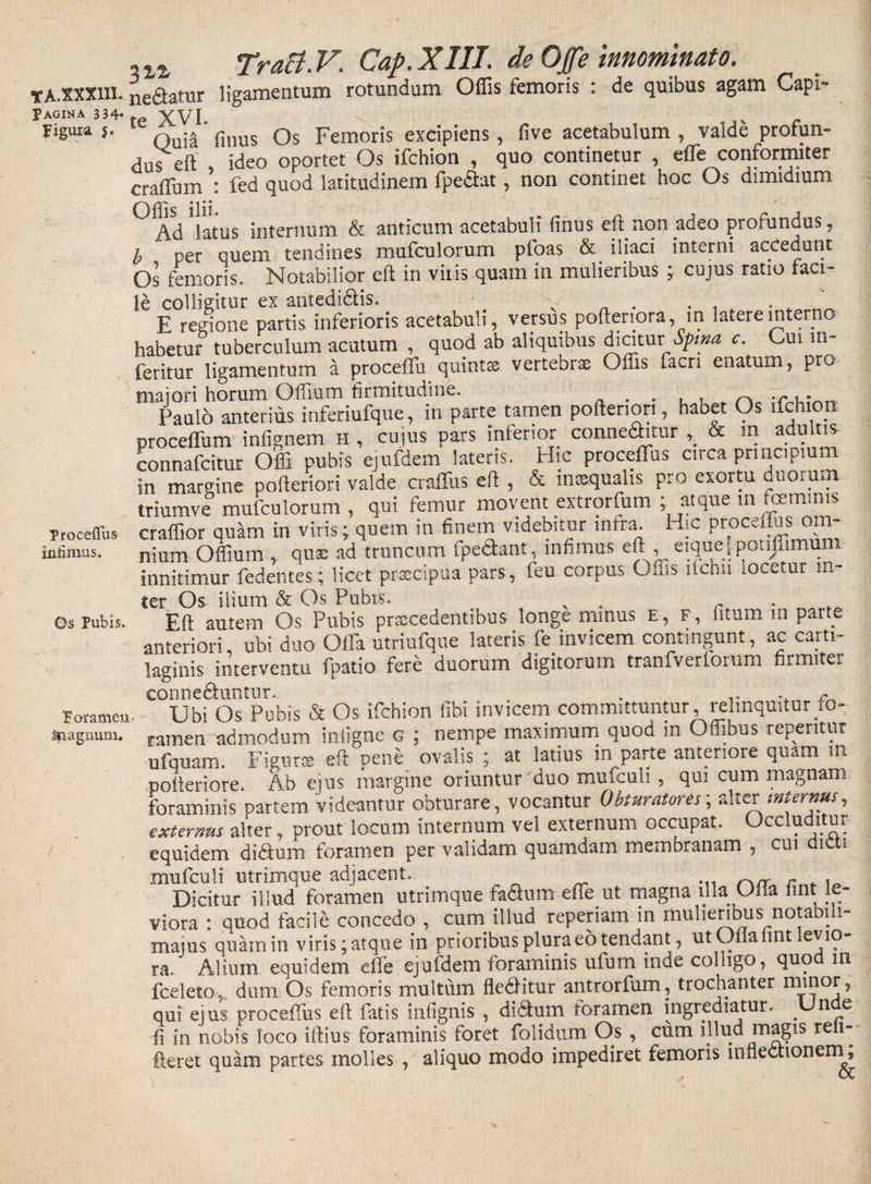 ta.XXXIII. nefiatur ligamentum rotundum Offis femoris : de quibus agam Capi- Pagina 3 34* vyj rigrna 5. 0ui»' finus Os Femoris excipiens, five acetabulum , valde profun¬ dus eit ideo oportet Os ifchion , quo continetur , effie conformiter craffum fed quod latitudinem fpeftat, non continet hoc Os dimidium Ad latus internum &amp; anticum acetabuli finus eft non adeo profundus, b per quem tendines mufculorum pfoas &amp; iliaci interni accedunt Os femoris. Notabilior eft in vilis quam in mulieribus ; cujus ratio taci¬ te colligitur ex antedifilis. „ . . , . E regione partis inferioris acetabuli, versus pofteriora, in latere interno habetur tuberculum acutum , quod ab aliquibus &amp;x\mx Sptna c. Cui m- feritur ligamentum a proceflu quinta vertebrae Offis facri enatum, pro majori horum Offium firmitudine. . . _ -r. • Paulo anterius inferiufque, in parte tamen poftenon , habet Os ifchion proceffum infienem H , cujus pars inferior connedhtur ,_ &amp; m adultis connafcitur Offi pubis ejufdem lateris. Hic proceflus circa principium in margine pofteriori valde craffus eft , &amp; inaequalis pro exortu duorum triumve mufculorum , qui femur movent extrorfum ; atque m feminis craffior quam in viris; quem in finem videbitur infra^ Hic proceflus om¬ nium Offium , qua: ad truncum fpe&amp;ant, infimus eft , eique 1 potijlimum innitimur fedentes; licet pr^cipua pars, feu corpus Offis nchn locetur in¬ ter Os ilium &amp; Os Pubis. „ . . Eft autem Os Pubis praecedentibus longe minus E, f, fitum m parte anteriori, ubi duo Offa utriufque lateris fe invicem contingunt, ac carti¬ laginis interventu fpatio fere duorum digitorum tranfvertorum firmiter conne&amp;untur.. . . Ubi Os Pubis &amp; Os ifchion libi invicem committuntur, relinquitur ro- ramen admodum infigne g ; nempe maximum quod in Offibus repentur ufquam. Figurae eft Dene ovalis ; at latius in parte anteriore quam m potteriore. Ab eius margine oriuntur'duo mufculi , qui cum magnam foraminis partem 'videantur obturare, vocantur Obturatores; alter internus, externus alter, prout locum internum vel externum occupat. Occluditur equidem di&amp;um foramen per validam quamdam membranam , cui dicti mufculi utrimque adjacent» Dicitur illud foramen utrimque fadlum effe ut magna illa Ona fint le¬ viora : quod facile concedo , cum illud reperiam in mulieribus notabili- majus quam in viris; atque in prioribus plura eo tendant, utOiiaiint ey°~ ra» Alium equidem effe ejufdem foraminis ufum inde colligo, quod m fceleto,, dum Os femoris multum fledlitur antrorfum, trochanter minor, qui ejus proceflus efl: fatis infignis , didlum toramen ingrediatur. ^ n e fi in nobis loco illius foraminis foret folidnm Os , cum illud magis reli- fteret quam partes molles , aliquo modo impediret femoris innectionem^ Tr ocellus iniimus. Os Pubis. Porameix- 3n agnum.