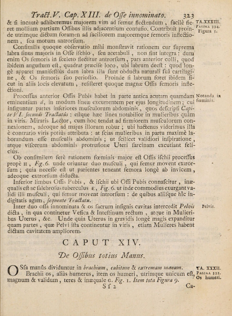 &amp; fi incaute adhiberemus majorem vim ad femur dedendum , facile fie- ta.xxxiii. ret mollium partium Offibus illis adjacentium contufio. Contribuit pro in- p^^a3^4‘ de utrimque didum foramen ad faciliorem majoremque femoris infledio- nem feu motum antrorfum. Confimilis quoque obfervatio mihi monftravit rationem cur fuprema labra finus majoris in Offe ifchio , feu acetabuli , non fint integra : dum enim Os femoris in fceleto deditur antrorfum, pars anterior colli, quod ibidem angudum elt, quadrat prascife loco, ubi labrum deeft : quod lon¬ ge apparet manifeftius dum labra illa funt obduda naturali fu a cartilagi¬ ne , &amp; Os femoris fuo perioftio. Proinde fi labrum foret ibidem fi- cut in aliis locis elevatum , refifieret quoque magnae Odis femoris infle- dioni. Proceffus anterior Odis Pubis habet in parte antica acutam quamdam Notanda i* eminentiam d, in modum lineae excurrentem per ejus longitudinem; cui tosmm-’s- infiguntur partes inferiores mufculorum abdominis, quos defcripfi Capi¬ te J/L Jecundi Tr allatus : efique hxc linea notabilior in mulieribus quam in viris. Miraris Ledor, cum hoc tendat ad firmiorem mufculorum con¬ nexionem, adeoque ad majus illorum robur ; ubi hadenus viderimus illa e contrario viris potius attributa : at fcias mulieribus in partu maxime la¬ borandum effe mufculis abdominis ; ut fcilicet validiori infpiratione , atque vifcerum abdominis protrufione Uteri farcinam excutiant feli¬ cius. Ob confimilem fere rationem foemimV major eft Offis ifchii proceffus prope h , Fg. 6. unde oriuntur duo mufculi , qui femur movent extror- fum ; quia neceffe ed ut parientes teneant femora longe ab invicem , adeoque extrorfum diduda. Inferior limbus Offis Pubis , &amp; ifchii ubi Offi Pubis connaffiitur , inae¬ qualis eft ac falebrolUs tuberculus e , Fig. 6. ut inde commodius exurgant va¬ lidi illi mufculi, qui femur movent introrfum : de quibus aliifque hic in- digitatis agam, Jequente Iradatu. Inter duo offa innominata d os facrurn infignis cavitas intercedit Pelvis Pelvis, dida , in qua continetur Vefica &amp; Inteftinum redum , atque in Mulieri¬ bus Uterus , &amp;c. Unde quia Uterus in gravidis longe magis expanditur quam partes , quae Pelvi ifta continentur in viris , etiam Mulieres habent didam cavitatem ampliorem. CAPUT XIV. , < CZ)<? OJJibus totius Manus. OSfa manus dividuntur in brachium, cubitum &amp; extremam manum. ya. xxxil Brachii os, alias humerus, item os humeri, utrimque unicum eft, Pagiaa ^z/ magnum &amp; validum, teres d inaequale g. Fig. i. Item tota Figura 9. °s umcn' S f 2 Ca-