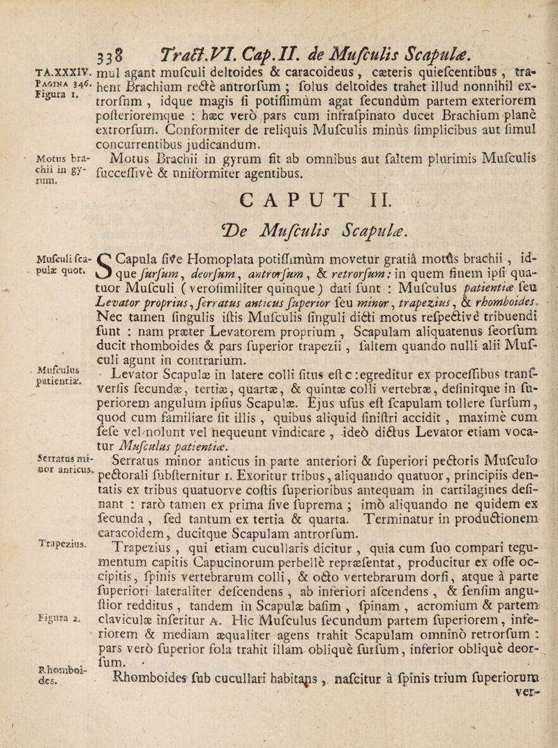 / TA.XXXIV. Pagina 346. Jigura 1. Motus bra¬ chii in gy¬ rum. Mufculi fca- pulse quoti .Mufculus patientia.’. Serratus mi- uor anticus-. Trapezius. figura 2» B-homboi- des. ( 1 - ■ :; - . - ; • 338 Tratt.VI.Cap.il. de Mufculis Scaptii#. mul agant mufculi deltoides &amp; caracoideus , caeteris quiefcentibus, tra* heiit Brachium rede antrorfum ; folus deltoides trahet illud nonnihil ex- trorfhm , idque magis ii potiffimum agat fecundum partem exteriorem pofterioremque : haec vero pars cum infrafpinato ducet Brachium plane extrorfum. Gonformiter de reliquis Mufculis minus fimplicibus aut fimul concurrentibus judicandum. Motus Brachii in gyrum fit ab omnibus aut faltem plurimis Mufculis fucceffive &amp; uniformiter agentibus. ^ CAPUT II. cDe Mufculis Scapula. S Capula fiVe Homoplata potillimum movetur gratii motfis brachii , id¬ que furfum, deorfum, antrorfum, &amp; retrorfum: in quem finem ipfi qua- tuor Mufculi ( verofimiliter quinque) dati funt : Mufculus patientia feu Levator proprius, ferratus anticus fuperior feu minor, trapezius, &amp; rhomboides. Nec tamen fingulis illis Mufculis finguli didi motus refpedive tribuendi funt : nam praeter Levatorem proprium , Scapulam aliquatenus feorfum ducit rhomboides &amp; pars fuperior trapezii , faltem quando nulli alii Muf¬ culi agunt in contrarium. Levator Scapulae in latere colli litus eftc regreditur ex procelTibus tranf- verfis fecundae, tertiae, quartae, &amp; quintae colli vertebrae, definitque in fu- periorem angulum ipfius Scapulae. Ejus ufus eft fcapulam tollere furfum, quod cum familiare fit illis , quibus aliquid finiftri accidit , maxime cum fefe vdmolunt vel nequeunt vindicare , -ideo didus Levator etiam voca¬ tur Mufculus patientia. Serratus minor anticus in parte anteriori &amp; fuperiori pedoris Mufculo pedorali fubfternitur i. Exoritur tribus, aliquando quatuor, principiis den¬ tatis ex tribus quatuorve collis fuperioribus antequam in cartilagines deli¬ nant : raro tamen ex prima live fuprema ; imo aliquando ne quidem ex fecunda , fed tantum ex tertia &amp; quarta. Terminatur in produdionem earacoidem,, ducitque Scapulam antrorfum. Trapezius , qui etiam cucullaris dicitur , quia cum fuo compari tegu¬ mentum capitis Capucinorum perbelle repraefentat, producitur ex offe oc¬ cipitis, fpinis vertebrarum colli, &amp; odo vertebrarum dorfi, atque a parte fuperiori lateraliter delcendens , ab inferiori afcendens , &amp; fenlim angu- ftior redditus, tandem in Scapulas bafim , fpinam , acromium &amp; partem claviculae inferitur a. Hic Mufculus fecundum partem fuperiorem, infe¬ riorem &amp; mediam aequaliter agens trahit Scapulam omnino retrorfum : pars vero fuperior fola trahit illam oblique furfum, inferior oblique deor- fum. Rhomboides fub cucullari habitansnafcitur a fpinis trium fuperiorum ver-