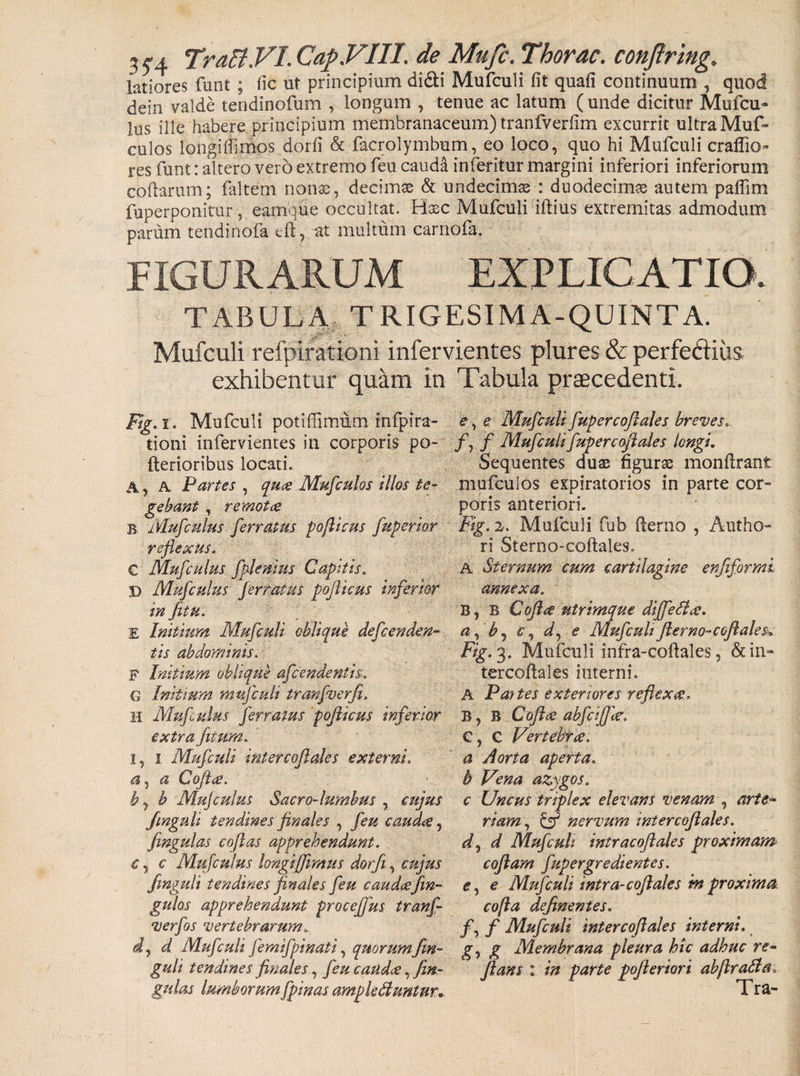 35’4 Tratt.VI. Cap.VIII. de Mufc. Thorac. conjtring. latiores funt ; fic ut principium didti Mufculi fit quafi continuum , quod dein valde tendinofum , longum , tenue ac latum ( unde dicitur Mufcu- lus ille habere principium membranaceum) tranfverfim excurrit ultraMuf- culos longifiimos dorfi &amp; facrolymbum, eo loco, quo hi Mufculi craffio- res funt: altero vero extremo feu cauda inferitur margini inferiori inferiorum codarum; faltem nonas, decimae &amp; undecimas : duodecimas autem pafiim fuperponitur, eamque occultat. Hasc Mufculi iftius extremitas admodum parum tendinofa eft, at multum carnofa. FIGURARUM EXPLICATIO. TABULA TRIGESIM A-QUINTA. Mufculi refpirationi infervientes plures &amp; perfediiis exhibentur quam in Tabula praecedenti. Fig.i. Mufculi poti fimum infpira- e, e Mufculi fupercofiales breves, tioni infervientes in corporis po- /, f Mufculifupercofiales longi. Aerioribus locati. Sequentes duas figuras monfirant A, A Partes , quce Mufculos illos te- mufculos expiratorios in parte cor- gebant , remotce poris anteriori. B Mufculus ferratus poflicus fuperior Fig. 2. Mufculi fub flerno , Autho- reflexus. ri Sterno-coftales. C Mufculus f plenius Capitis. A Sternum cum cartilagine enfiformi D Mufculus ferratus poflicus inferior annexa. in Jit u. B, B Coflce utrimque diffe Ilee. E Initium Mufculi oblique defcenden- a, b, c, d, e Mufculi fterno-coftales» tis abdominis. Fig. 3. Mufculi infra-coftales , &amp; in* F Initium oblique afcendentis.. tercoftales interni. G Initium mufculi tranfverfi. A Pattes exteriores reflexce, H Mufuhis ferratus poflicus inferior B, B Coflce abfcifice. extra fitum. C, G Vertebrce. 1, 1 Mufculi intercoftales externi. a Aorta aperta. *i, a Coflce. b Vena azygos, b} h Mufculus Sacro-lumbus , cujus c Uncus triplex elevans venam , arte- fmguli tendines finales , feu caudee, riam, &amp; nervum intercoftales. fingulas coftas apprehendunt. d, d Mufculi intracoftales proximam €, c Mufculus hngiffimus dorfi, cujus coflam fupergredientes. fmguli tendines finales feu caudeefm- e1 e Mufculi intra-coflales ht proxima gulos apprehendunt procefjus tranf- co/la definentes. verfos vertebrarumv fy f Mufculi intercoftales interni, d, d Mufculi fernifpinati, quorum fin- g, g Membrana pleura hic adhuc re¬ guli tendines finales, feu caudee, fin- flans : in parte pofieriori abflraHa.