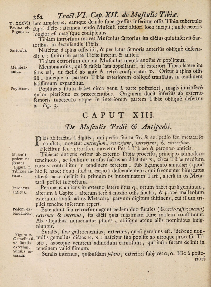 Pagina 360. Figura 1. Sartorius. Membra- nofius. Popliteus. Muiculi jjedem Be- cientes. Figura 1. Tibixus an ticus. Pcroimis anticus. Pedem ex¬ tendentes» Figura %. Gemellus i ve fur alis externus. Suralis in¬ ternus. 3 6z TraB. VI. Caf. XII. de MufcuUs Tibia. lam amplexus, eamque deinde fupergrefliis inferitur oflis Tibi* tuberculo fupra dido : attamen tendo Mufculi redi altiori loco incipit; unde exteris longior eft magifque confpicuus. Tibiam introrfum movet Mufculus fartorius ita didus quia infervit Sar¬ toribus in decuflandis Tibiis. Nafcitur a fpina oflis ilii, &amp; per latus femoris anterius oblique defcen- dit c : finitur in parte Tibix interna &amp; antica. Tibiam extrorfum ducunt Mufculus membranofus &amp; poplitxus. Membranofus, qui &amp; fafcia lata appellatur, in exteriori Tibix latere ita fitus eft , ut facile ab ante &amp; retro confpiciatur D. Oritur a fpina oflis ilii, indeque in partem Tibix exteriorem oblique tranflatus in tendinem latiflimum expanditur. # ^ Poplitxus fitum habet circa genu a parte pofteriori, magis intrinfece quam plerifque ex prxcedentibus. Originem ducit inferius ab externo femoris tuberculo atque in interiorem partem Tibix oblique defertur B- Flg. 3. CAPUT XIII. De MufcuUs Te di i Antifedii. PEs abftradus a digitis, qui pedio feu tarfo, &amp; antipedio feu metatarfo conftat, movetur antrorfum, retrorjum, introrfum, &amp; extrorfum. Fleditur feu antrorfum movetur Pes a Tibixo &amp; peronxo anticis» Tibixus anticus oritur ab externo Tibix proceffu, principio admodum tendinofo , ac fenfim carnofus fadus ac dilatatus k , circa Tibix medium rursus contrahitur in tendinem teretem, fub ligamento annulari (quod - hic fe habet ficuti iftud in carpo) defcendentem, qui frequenter bifurcatus altera parte definit in primum os innominatum Tarfi, altera in os Meta- tarli pollici fubjedum. Peronxus anticus in externo latere fitus q, ortum habet quafi geminum, alterum a Capite , alterum fere a medio oflis fibulx, &amp; prope malleolum externum tranfit ad os Metacarpi parvum digitum fuftmens, cui illum tri¬ plici tendine infertum reperi. Extendunt feu retrorfum agunt pedem duo furales (Gracis-gaflrocnentii) externus &amp; internus , ita didi quia maximam furx molem conftituunt. Ab aliquibus numerantur plures , aliifque atque aliis nominibus infig- niuntur. Suralis, five gaftrocnemius, externus, quafi geminus eft, ideoquc non- nullis gemellus didus n, n : nafcitur fub poplite ab utroque proceflu Ti¬ bix , habetque ventrem admodum carnofum , qui infra furam delinit in tendinem validiffimum. Suralis internus, quibufdam filaus, exteriori fubjaceto,o. Hic a pofte¬ riori