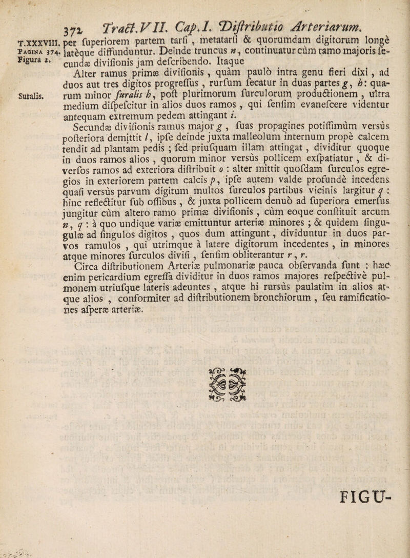 T.xxxvm. pet fuperiorem partem tarfi , metatarii &amp; quorumdam digitorum longe pagika 374. lateque diffunduntur. Deinde truncus », continuatur cum ramo majoris fe= yigura *♦ cuntjaB divifionis jam defcribendo. Itaque Alter ramus prima divifionis, quam pau!6 intra genu fieri dixi, ad duos aut tres digitos progrefifus, rurfum fecatur in duas partes h: qua» Suralis. rum minor furatis v&amp;, poft plurimorum furcularum produ&amp;ionem , ultra medium difpefcitur in alios duos ramos, qui fenfim evanefcere videntur antequam extremum pedem attingant z. Secunda divifionis ramus major g , fuas propagines potiflimum versus pofteriora demittit /, ipfe deinde juxta malleolum internum prope calcem tendit ad plantam pedis ; fed priufquam illam attingat, dividitur quoque in duos ramos alios , quorum minor versus pollicem exfpatiatur , &amp; di- verfos ramos ad exteriora diftribuit o : alter mittit quofdam furculos egre¬ gios in exteriorem partem calcis p, ipfe autem valde profunde incedens quafi versus parvum digitum multos furculos partibus vicinis largitur^: hinc refledlitur fub offibus, &amp; juxta pollicem denuo ad fuperiora emerfus jungitur cum altero ramo primas divifionis , cum eoque confiituit arcum q : a quo undique varice emittuntur arteriae minores ; &amp; quidem fingu- gulas ad fingulos digitos , quos dum attingunt, dividuntur in duos par¬ vos ramulos , qui utrimque a latere digitorum incedentes, in minores atque minores furculos divifi , fenfim obliterantur r, r. Circa diftributionem Arteria pulmonariae pauca obfervanda funt : hced enim pericardium egreffa dividitur in duos ramos majores refpe&amp;ive pul¬ monem utriufque lateris adeuntes , atque hi rursus paulatim in alios at¬ que alios , conformiter ad diffributionem bronchiorum , feu ramificatio- nes afpercs arteria % FIGU-