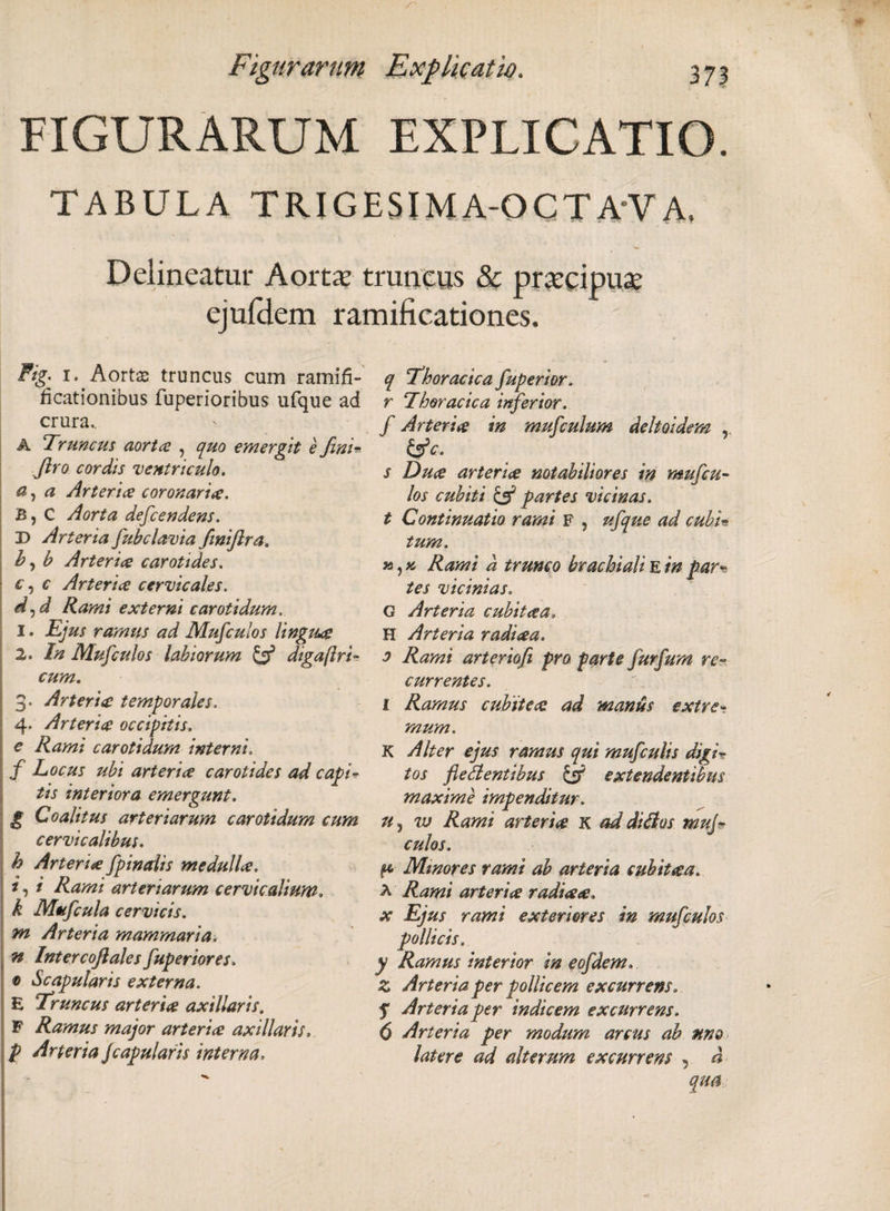 cni-^ V, FIGURARUM EXPLICATIO. TABULA TRIGESIMA-OCTA-VA. Delineatur Aorta? truncus &amp; praecipua? ejufdem ramificationes. Fig. i. Aortae truncus cum ramifi- ficationibus fuperioribus ufque ad crura., A Trtinctis aortce , quo emergit e fini* firo cordis 'ventriculo. a, a Arter i ce coronarice. B, C Aorta defcendens. D Arteria fubclavia finiftra. b, b Arter ice carotides. c, c Arter i ce cervicales. djd Rami externi carotidum. 1. Ejus ramus ad Mufculos lingua 2. In Mufculos labiorum &amp; digaftri- cum. . Arter i ce temporales. . Arter i ce occipitis. Rami carotidum interni. Locus ubi arterice carotides ad capi¬ tis interiora emerzunt. g Loalitus arteriarum carotidum cum cervicalibus. b Arterice fp in alis medullce. i, i Rami arteriarum cervicalium, k Mocfcula cervicis, m Arteria mammaria, n Intercoftales fuperiores. 0 Scapularis externa. E Truncus arterice axillaris. F Ramus major arterice axillaris, P Arteria Jcapularis interna. q Thoracica fuperior. r Thoracica inferior, f Arterice in mufculum deltoidem , &amp;c. s Du&lt;e arterice notabiliores in mufcu¬ los cubiti &amp; partes vicinas, t Continuatio rami F , ufque ad cubi¬ tum. », k Rami a trunco brachiali e in par* tes vicinias. G Arteria cubiteea, H Arteria radicea. 0 Rami arteriofi pro parte furfum re¬ currentes. 1 Ramus cubitece ad manus extre¬ mum. K Alter ejus ramus qui mufculis digi¬ tos fledentibus &amp; extendentibus maxime impenditur, u, w Rami arterice K ad difius muj- culos. su&gt; Minores rami ab arteria cubiteea. A Rami arterice radi&lt;s&lt;e. x Ejus rami exteriores in mufculos pollicis. y Ramus interior in eofdem. Z Arteria per pollicem excurrens. 5 Arteria per indicem excurrens. 6 Arteria per modum arcus ab uno latere ad alterum excurrens , d qua