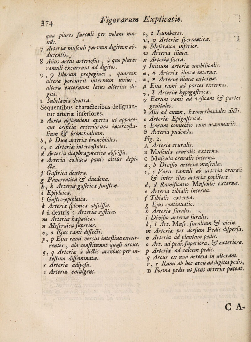 qua plures furcttli per •volam ma- 4 0 nus. 7 Arter ite mufcuB parvum digitum ab¬ ducentis,. o 8 Alius arcus arter tofus , d qm plures ramuli excurrunt ad digitos. f) , 9 Illorum propagines , quarum altera percurrit internum umus , altera externum latus alterius di¬ giti. X, Subclavia dextra. Sequentibus chara&amp;eribus deiignan- tur arterias inferiores. B /farta defcendens aperta ut appare¬ ant orificia arteriarum intercofta- Uum &amp; bronchialium, b, b Duce arterice bronchiales. €, Arterice intercoftales. d Arteria diaphragmatica abfcijfa. e Arteria coeliaca paulo altius depi- Sia. f Gafirica dextra, g Pancreatica &amp; duodena, h, h Arteria gaflric ce finiftr a. i Epiploica. I Gaftro-epiploica, k Arterice fplenicce abfcijfe. i a dextris Arterice cyfiicce- m Arterice hcepaticce. w Meferdica fuperior. e, © Ejus rami diffedi. p 5 p versus inteflina excur¬ rentes , conftituunt quafi arcus. f ? ^ Arterice d didis arcubus per in- teftina diffeminatce. r Arteria adipofa. $ Arteria emulgens. t Lumbares. v, v Arterice fpermaticcs. i? # Meferaica inferior. vj Arteria iliaca, x Arteria f aera, y Initium arterice umbilicalis. «, «e Arterice Macce interna. a?, » Arterice iliaca externa„ /? W partes externas. y, £ Arterice hypogaflricce. y Earum rami ad veficam &amp; partes genitales. o /#//* W anum, hcemorrhotdaks didi. i Arterice Epigafiricce. n Earum connedio cum mammariis. &amp; Arteria pudenda» i%. 2. A Arteria* cruralis. B Nlufcula cruralis externa. C Wlufcula cruralis interna, a , b Divifio arterice mufculce. Cj c Varii ramuli ab arteria crurcUz &amp; inter illas arterice poplitee se. d, d Ramificatio IsAujcfilce externa* e Arteria tibialis interna, f \Tibialis externa. g Ejus continuatio, h Arteria furalis. ^ i Divifio arterice furalis. k, l Art. Mufc. fur alium &amp; vicin. m Arterice per dorfum Pedis difperfa• n Arteria ad plantam pedis, o Art. ad pedis fuperiora, cf exteriora, p Arterice ad calcem pedis, q Arcus ex una arteria tn alteram. r, r Rami ab hoc arcu ad digitos pedis^ D Forma pedis ut fitus arterice pateat»