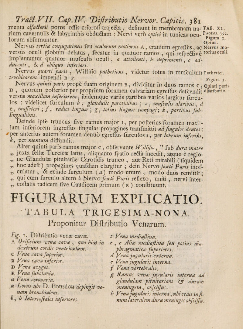 rnenta olfatiorii poros offis cribrofi traje&amp;a , definunt in membranam na- tab. xl. rium cavernulis &amp; labyrinthis obdu&amp;am : Nervi vero optici in tunicas ocu-Pa?ina 352, lorum abfumuntur. Figura z. V T • « * ' /* 7 • Optici. JNervus tertia conjugationis leu oculorum motiorus A, cranium egreffus, ac Nervus mo- versus oculi globum delatus , fecatur in quatuor ramos, qui refpe&amp;ive toriusocuIL implantantur quatuor mufculis oculi, a attollenti, b deprimenti, c ad¬ ducenti , &amp; d obliquo inferiori. Nervus quarti paris , Wiliifio patheticus , videtur totus in mufculum Pathetici. trochlearem impendi B g. Figura 3. Nervus quinti paris prope fuam originem b, dividitur in duos ramos c, Quinti paris D , quorum poflerior per proprium foramen calvariam egreflus defeendit diftributio.. versus maxillam inferiorem, ibidemque variis partibus varios largitur furcu- los : videlicet furculum b , glandulis parotidibus ; c, mufculis alaribus, d e, maffeteri ; /, radici linguae ; g, totius lingua compagi; h, partibus fub- lingualibus. Deinde iple truncus five ramus major 1, per poflerius Foramen maxil¬ lam inferiorem ingreflus lingulas propagines tranfmittit ad fmgulos dentes: 'per anterius autem foramen denuo egreflus furculos /, per labrum inferius, kj per mentum diffundit. Alter quinti paris ramus major c, obfervante IVjllifio, ” fub dura matre „ juxta felix Turcicae latus, aliquanto fpatio redfa incedit, atque e regio- „ ne Glandulae pituitariae Carotidis trunco , aut Reti mirabili (fiquidem „ hoc adefl) propagines quafdam elargitur ; dein Nervo fexti Paris inof- „ culatur , &amp; exinde furculum (a) modo unum , modo duos remittit; „ qui cum furculo altero a Nervo fexti Paris reflexo, uniti , nervi inter- „ coflalis radicem five Caudicem primum ( k ) conflituunt. FIGURARUM EXPLICATIO. TABULA TRIGESIM A-NONA. V Proponitur Diftributio Venarum. Fig. 1. Diftributio venae cavae. A Orificium venae cavee , qua hiat in dextrum cordis ventriculum. C Vena cava fuperior. B Vena cava inferior. D Vena azygos. E Vma fubclavia. a Vena coronaria. tt Locus ubi D. Bourdon depingit ve¬ nam bronchialem, b, b Intercoflales inferiores. 0 Vena mediaftina. e , e Ali&lt;e mediaftina feu potius dia¬ phragmati ecs fuperior es. d Vena jugularis externa, e Vena jugularis interna, f Vma vertebralis, g Ramus venae jugularis interna ad glandulam pituitariam &amp; duram meningem, abfcijjus. h Vma jugularis interna, ubi cedit in fi.- num lateralem durae meningis abfcijja.