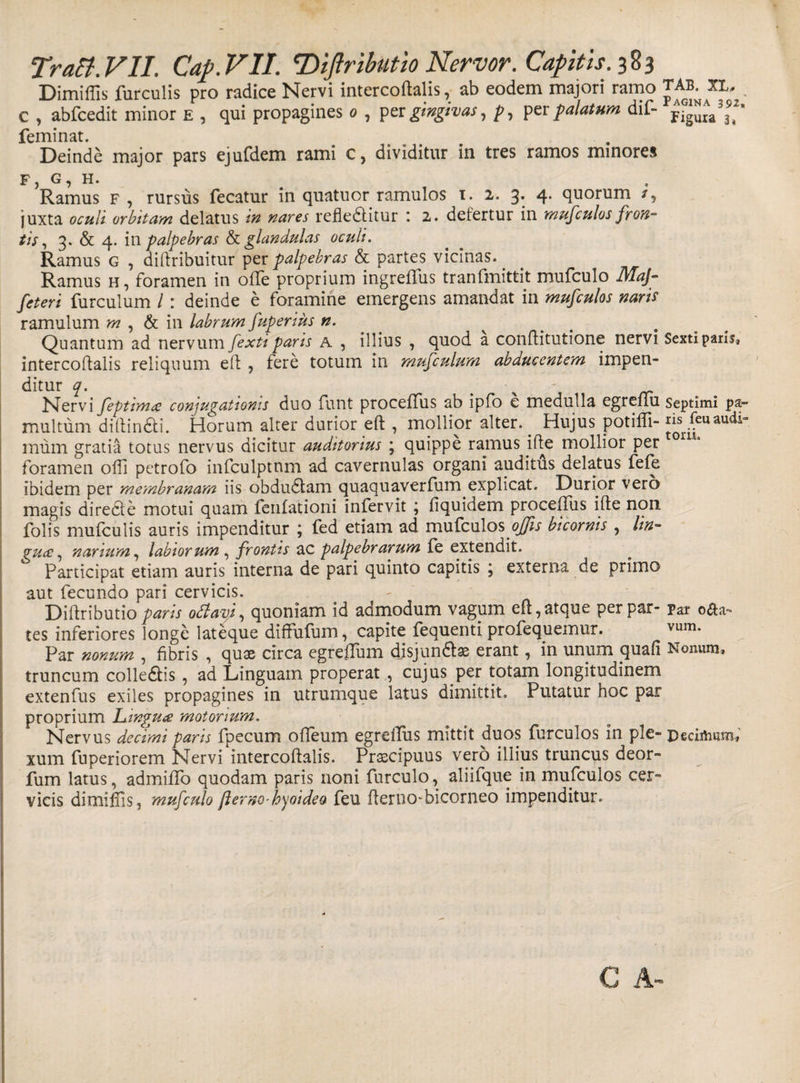 Dimiffis furculis pro radice Nervi intercoftalis, ab eodem majori ramo TAs.XL. c , abfcedit minor E , qui propagines o , per gingivas, />, per palatum dif- j^3”- feminat. Deinde major pars ejufdem rami c, dividitur in tres ramos minores f, g, h. Ramus f, rursus fecatur in quatuor ramulos t. 2. 3. 4. quorum /, juxta oculi orbitam delatus in nares refle&amp;itur : 2. defertur in mufculos fron¬ tis, 3. &amp; 4. in palpebras &amp; glandulas oculi. Ramus g , diftribuitur per palpebras &amp; partes vicinas.^ Ramus h , foramen in olle proprium ingreffus tranfmittit mufculo JMaJ- feteri furculum /: deinde e foramine emergens amandat in mufculos naris ramulum m , &amp; in labrum fuperius n. ^ ^ . Quantum ad nervum fexti paris a , illius , quod a conffitutione nervi Sexti paris, intercoftalis reliquum eft , fere totum in mufculum abducentem impen- ditur q. \ rr Nervi feptimas conjugationis duo funt proceffus ab ipfo e medulla egrefiu septimi pa- multum diftinfiti. Horum alter durior eft , mollior alter.. Hujus potiffi- ^u audi~ mum gratia totus nervus dicitur auditorius * quippe ramus ifte mollior per foramen ofli petrofo infculptnm ad cavernulas organi auditus delatus fefe ibidem per membranam iis obdudtam quaquaverfum explicat. Durior vero magis diredte motui quam fenfationi infervit ; fiquidem proceffus ifte non folis mufculis auris impenditur ; fed etiam ad mufculos offis bicornis , lin- gu<£, narium, labiorum , frontis ac palpebrarum fe extendit. ' Participat etiam auris interna de pari quinto capitis ; externa de primo aut fecundo pari cervicis. . - Diftributio paris odlavi^ quoniam id admodum vagum eft, atque per par* Par o&amp;a-* tes inferiores longe lateque diffufum, capite fequenti profequemur. ™m. Par nanum , fibris , quae circa egreflum djsjundte erant, in unum quali Nonum, truncum colle£h's , ad Linguam properat , cujus per totam longitudinem extenfus exiles propagines in utrumque latus dimittit. Putatur hoc par proprium Lwgute motorium. Nervus decimi paris fpecum offeum egreifus mittit duos furculos in ple- Deciihum* xum fuperiorem Nervi intercoftalis. Praecipuus vero illius truncus deor- fum latus, admiffo quodam paris noni furculo, aliifque in mufculos cer¬ vicis dimiffis, mufculo fler no-hyoideo feu fterno-bicorneo impenditur.