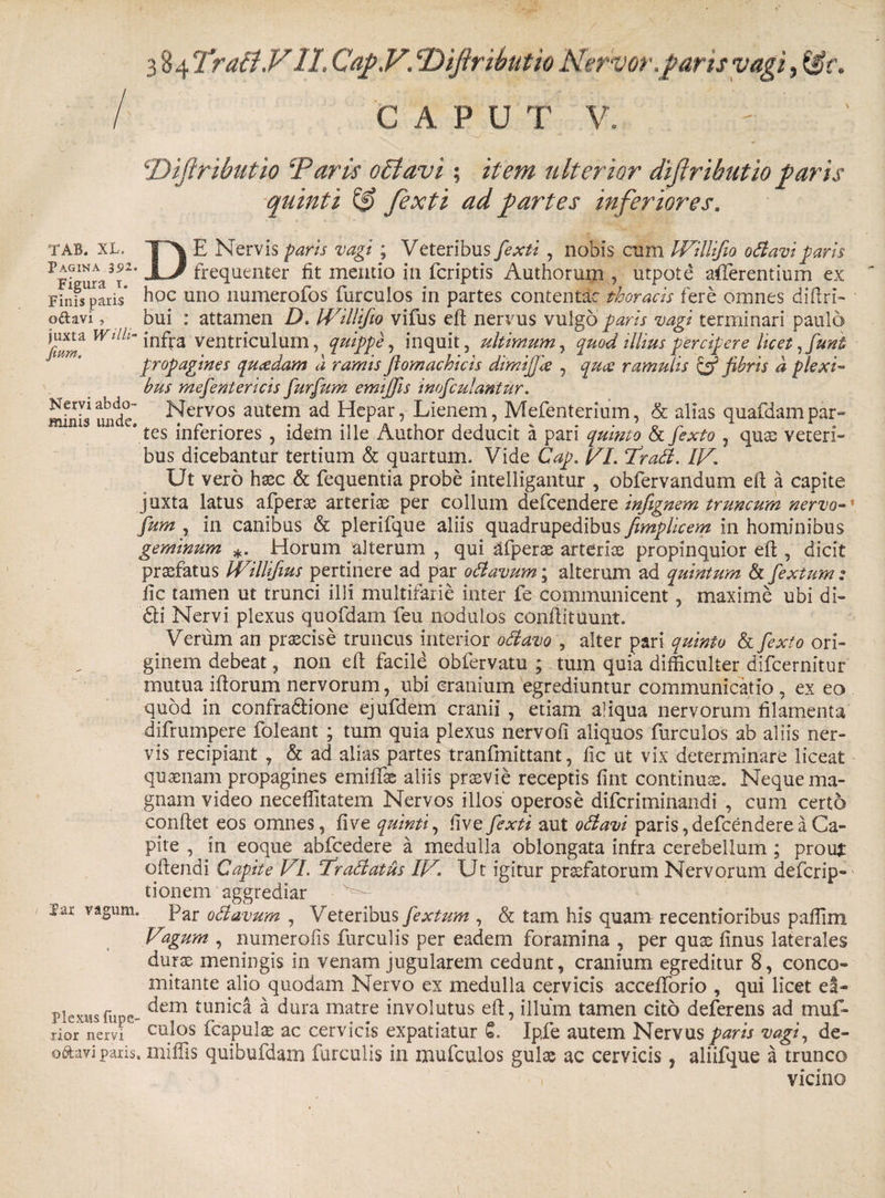 TAB. XL. Pagina 391 Figura t. Finis paris o&amp;avi , juxta WHli- fmm. Nervi abdo¬ minis unde Par vagum Plexus fupe- xior nervi o&amp;avi paris CAPU T V. ■* v - ‘ ; fi ' ■ cDiftributio Taris oBavi ; item ulterior dijlributio garis quinti fexti ad gartes inferiores. DE Nervis paris vagi ; Veteribus fexti , nobis cum IFillifio odi avi paris frequenter fit mentio in fcriptis Authorum , utpote afferentium ex hoc uno liumerofos furculos in partes contentae thoracis fere omnes diflri- bui : attamen D. Willifio vifus efl nervus vulgo paris vagi terminari paulo infra ventriculum, quippe, inquit, ultimum, quod illius percipere licet ,funt propagines qu&amp;dam a ramis flomachicis dimifie , quee ramulis &amp; fibris d plexi¬ bus mefentericis furfum emtjfis inofculantur. Nervos autem ad Hepar, Lienem, Mefenterium, &amp; alias quafdampar¬ tes inferiores , idem ille Author deducit a pari quinto &amp; fexto , qux veteri» bus dicebantur tertium &amp; quartum. Vide Cap. !/L fradl. IF. Ut vero hxc &amp; fequentia probe intelligantur , obfervandum efl a capite juxta latus afperx arteriae per collum defeendere infignem truncum nervo- fum , in canibus &amp; plerifque aliis quadrupedibus fimplicem in hominibus geminum *. Horum alterum , qui afperx arterix propinquior efl , dicit praefatus Willifius pertinere ad par odi avum; alterum ad quintum &amp; fextum ; fic tamen ut trunci illi multifarie inter fe communicent, maxime ubi di- dii Nervi plexus quofdam feu nodulos conflituunt. Verum an praecise truncus interior odi avo , alter pari quinto &amp; fexto ori¬ ginem debeat, non efl facile obfervatu ; tum quia difficulter difeernitur mutua iliorum nervorum, ubi cranium egrediuntur communicatio , ex eo quod in confradlione ejufdem cranii, etiam aliqua nervorum filamenta difruinpere foleant ; tum quia plexus nervofi aliquos furculos ab aliis ner¬ vis recipiant , &amp; ad alias partes tranfmittant, fic ut vix determinare liceat quaenam propagines emiffx aliis praevie receptis fint continux. Neque ma¬ gnam video neceffitatem Nervos illos operose diferiminandi , cum certo conflet eos omnes, five quinti, five fexti aut odlavi paris, defeendere a Ca¬ pite , in eoque abfcedere a medulla oblongata infra cerebellum ; prou* o(lendi Capite FI. Tradiatus IV. Ut igitur prxfatorum Nervorum deferip- tionem aggrediar Par odlavum , Veteribus fextum , &amp; tam his quam recentioribus paffim Fagum , numerofis furculis per eadem foramina , per qux finus laterales durx meningis in venam jugularem cedunt, cranium egreditur 8, conco- mitante alio quodam Nervo ex medulla cervicis accefforio , qui licet ei¬ dem tunica a dura matre involutus efl, illum tamen cito deferens ad tnuf- culos fcapulx ac cervicis expatiatur 6. Ipfe autem Nervus paris vagi, de- . miffis quibufdam furculis in mufculos gulx ac cervicis, aliifque a trunco i vicino
