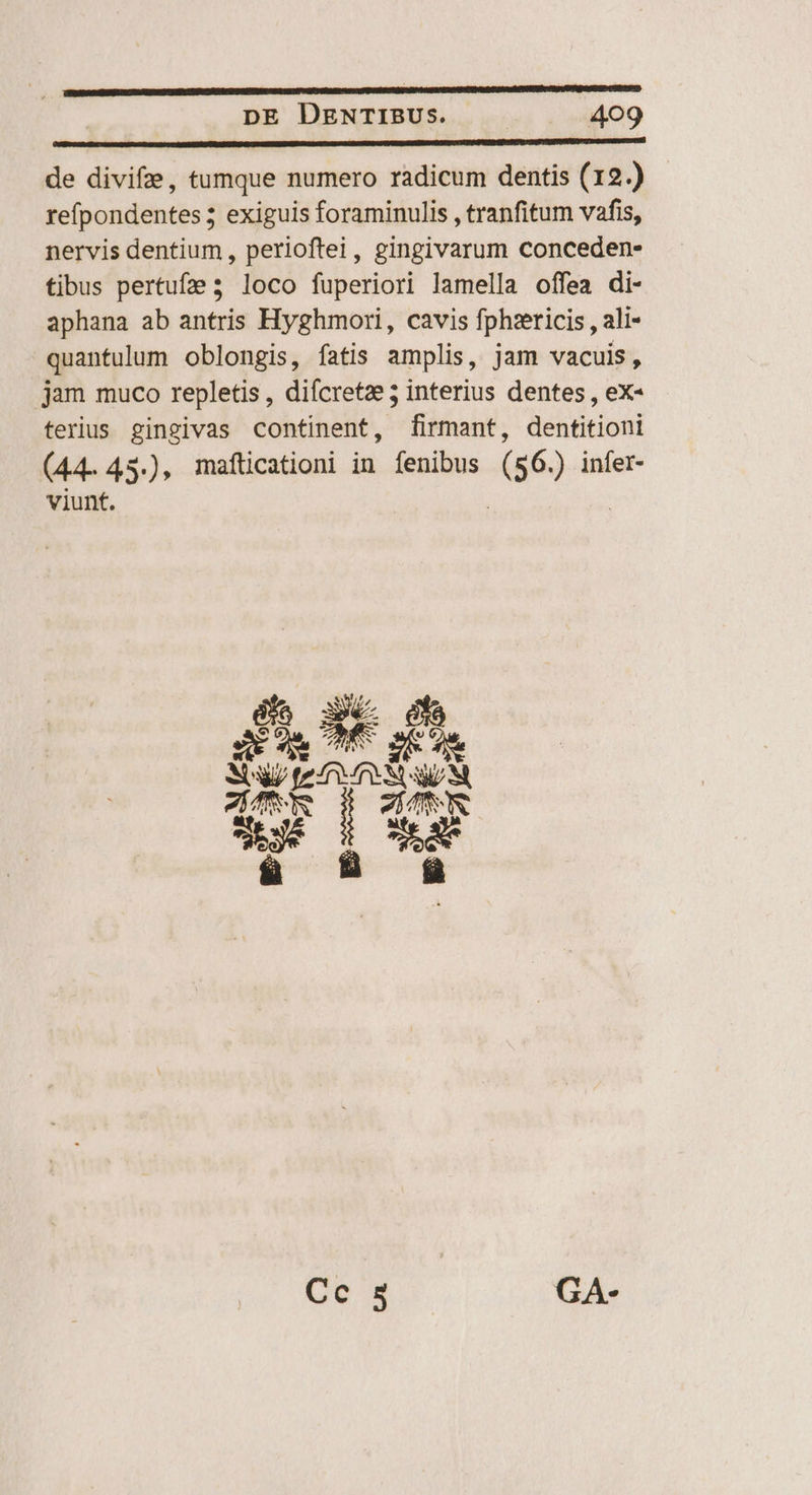 de divifze, tumque numero radicum dentis (12.) refpondentes ; exiguis foraminulis , tranfitum vafis, nervis dentium, perioftei, gingivarum conceden- tibus pertufze 3 loco fuperiori lamella offea di- aphana ab antris Hyghmori, cavis fphiricis , ali- quantulum oblongis, fatis amplis, jam vacuis, jam muco repletis, difcretze 5 interius dentes , eX- terius gingivas continent, firmant, dentitioni (44.43.), mafticationi in fenibus (56.) infer- viunt. i Cc 4 GA-