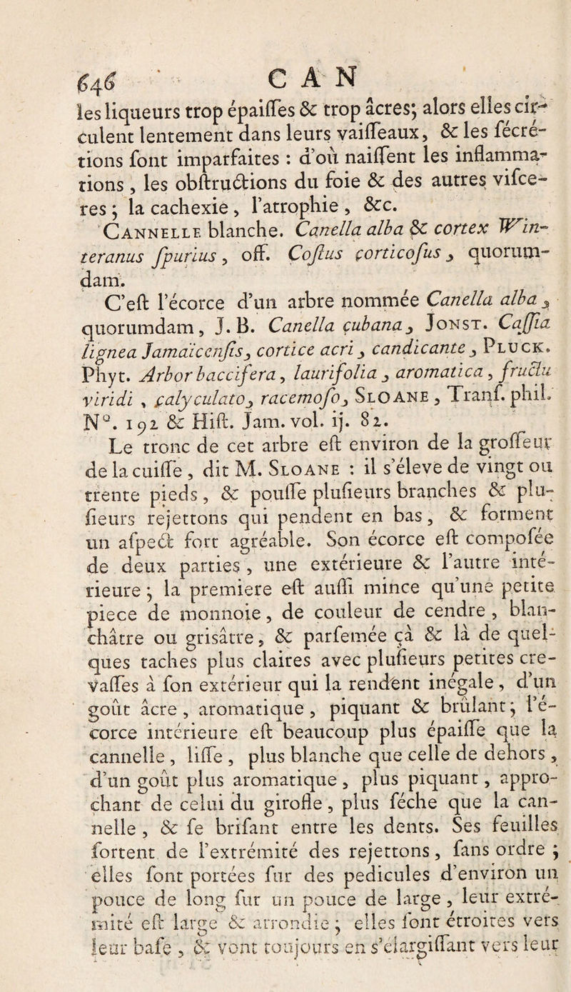 ' C A'N les liqueurs trop épaifles &amp; trop âcres; alors elles cir¬ culent lentement dans leurs vaiflfeaux, 8cdes fécré- tions font imparfaites : d’ou naiffent les inflamma¬ tions , les obftruâtions du foie 8c des autres vifce- res ; la cachexie > l’atrophie , 8cc. Cannelle blanche. Canella alba cortex Wrin¬ teranus fpurius ? off. Çoftus çorticofus y quorum- dam. C’efl; l’écorce d’un arbre nommée Canella alba 3 quorumdam, J. B. Canella çubanaJonst. Caffîa, lïgnea JamaiccnJiSj cortice acri y candicantey Pluck. Phyt. Arbor baccifera, laurifolia y aromatica, fruchi viridi , jçalyculatoy racemofo} Sloane, Tranf. phih NQ. 192 8c Hift. Jam. vol. ij. 82. Le tronc de cet arbre efl: environ de la groflfeur de la cuilfe , dit M. Sloane : il s’élève de vingt ou trente pieds, &amp; pqufle plufleurs branches 8c plu- fleurs rejettons qui pendent en bas, 8c forment un aipeéi fort agréable. Son écorce efl: compofee de deux parties, une extérieure 8c l’autre inté¬ rieure ; la première efl: aufli. mince qu’une petite piece de monnaie, de couleur de cendre , blan¬ châtre ou grisâtre , 8c parfemée ça &amp; la de quel¬ ques taches plus claires avec plufleurs petites cre- VaiTes â fon extérieur qui la rendent inégalé , d un goût âcre , aromatique , piquant &amp; brillant ; l e- corce intérieure efl: beaucoup plus épaifle que la cannelle , lifte , plus blanche que celle de dehors , d’un goût plus aromatique , plus piquant, appro¬ chant de celui du girofle, plus féche que la can¬ nelle , 8c fe brifant entre les dents. Ses feuilles forcent de l’extrémité des rejettons, fans ordre ; elles font portées fur des pédicules d’environ un pouce de long fur un pouce de large , leur extré¬ mité efl: large 8c arrondie; elles font étroites vers leur bafe , 8: vont toujours en s’eiargiflant vers leur
