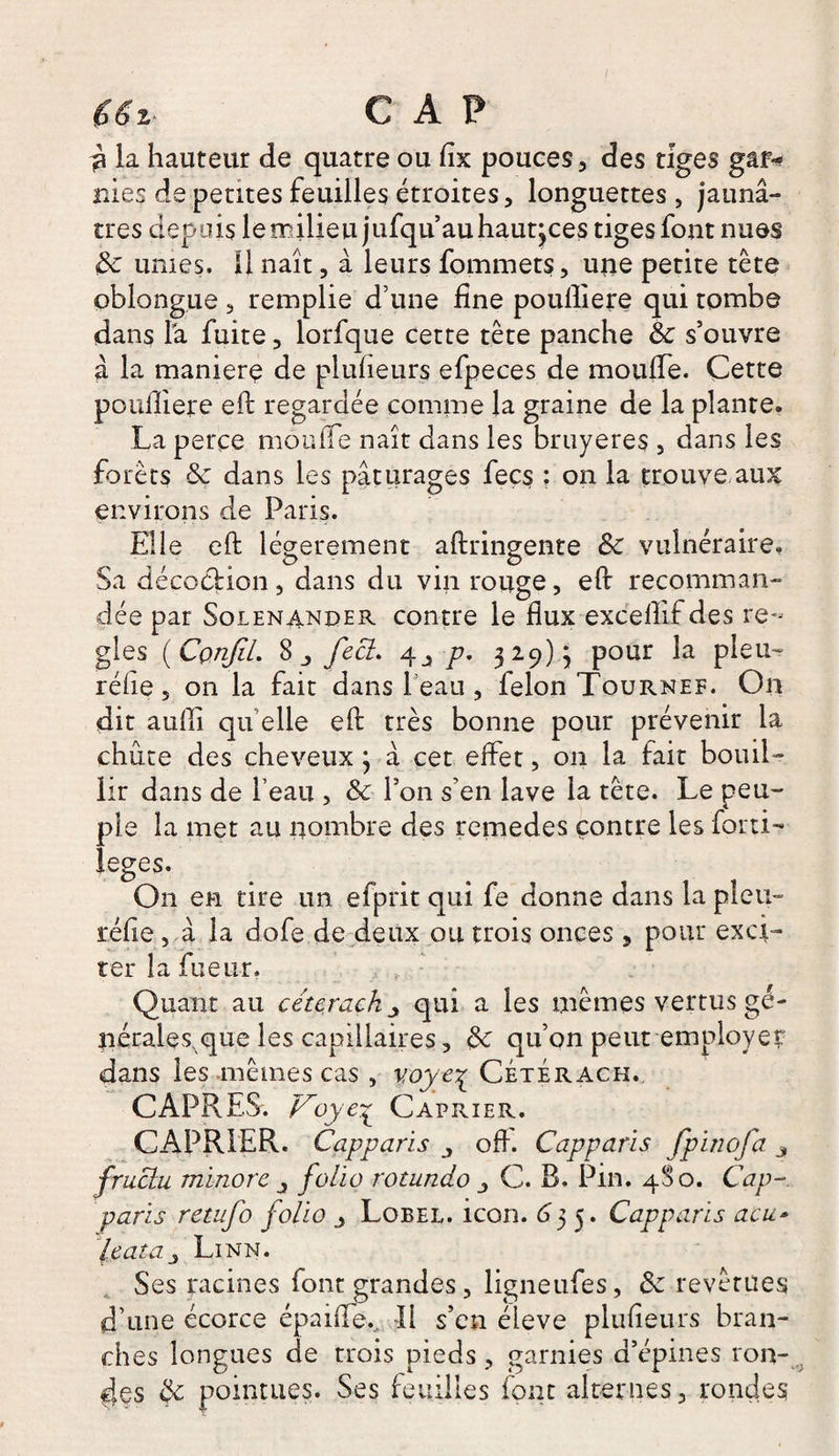 Z- CAP ^ la hauteur de quatre ou fix pouces, des tiges gâf* nies de petites feuilles étroites, longuettes , jaunâ¬ tres depuis leœilieu jufquauhautjces tiges font nues Sc urnes. 11 naît, à leurs fommets, urie petite tête oblongue, remplie d’une fine pouiliere qui tombe dans la fuite, lorfque cette tête panche Sc s’ouvre à la maniéré de plufieurs efpeces de moulfe. Cette pouffiere eft regardée comme la graine de la plante. La perce moulfe naît dans les bruyères , dans les forêts Ôç dans les pâturages fecs : on la trouve aux environs de Paris. Elle eft légèrement aftringente Sc vulnéraire. Sa décoction, dans du vin rouge, eft recomman¬ dée par Solenander contre le flux exceflif des ré¬ glés ( Cçnjil. 8 fecl. 4^ p, 329)} pour la pieu- rélîe, on la fait dans beau, félon Tournef. On dit aulli quelle eft très bonne pour prévenir la chute des cheveux ; â cet effet, on la fait bouil¬ lir dans de l’eau , Sc l’on s’en lave la tête. Le peu¬ ple la met au nombre des remedes contre les fprti- îeges. On en tire un efprit qui fe donne dans la pieu» réfie, à la dofe de deux ou trois onces, pour exci¬ ter la fiueiir. Quant au céterachqui a les mêmes vertus gé¬ nérales, que les capillaires, Sc qu’on peut employer dans les mêmes cas , voye^ Céterach. CAPRES. Voye£ Câprier. CAPRIER. Capparis oft. Capparis fpinofa 3 fruchi minore 3 folio rotundo C. B. Pin. 48 o. Cap¬ paris retufo folio Lobel. icon. 655. Capparis acu- le ata j Linn. Ses racines font grandes, ligneufes, Sc revêtues d’une écorce épaifie.. Il s’en éieve plufieurs bran¬ ches longues de trois pieds, garnies d’épines ron¬ des Sc pointues. Ses feuilles font alternes, rondes