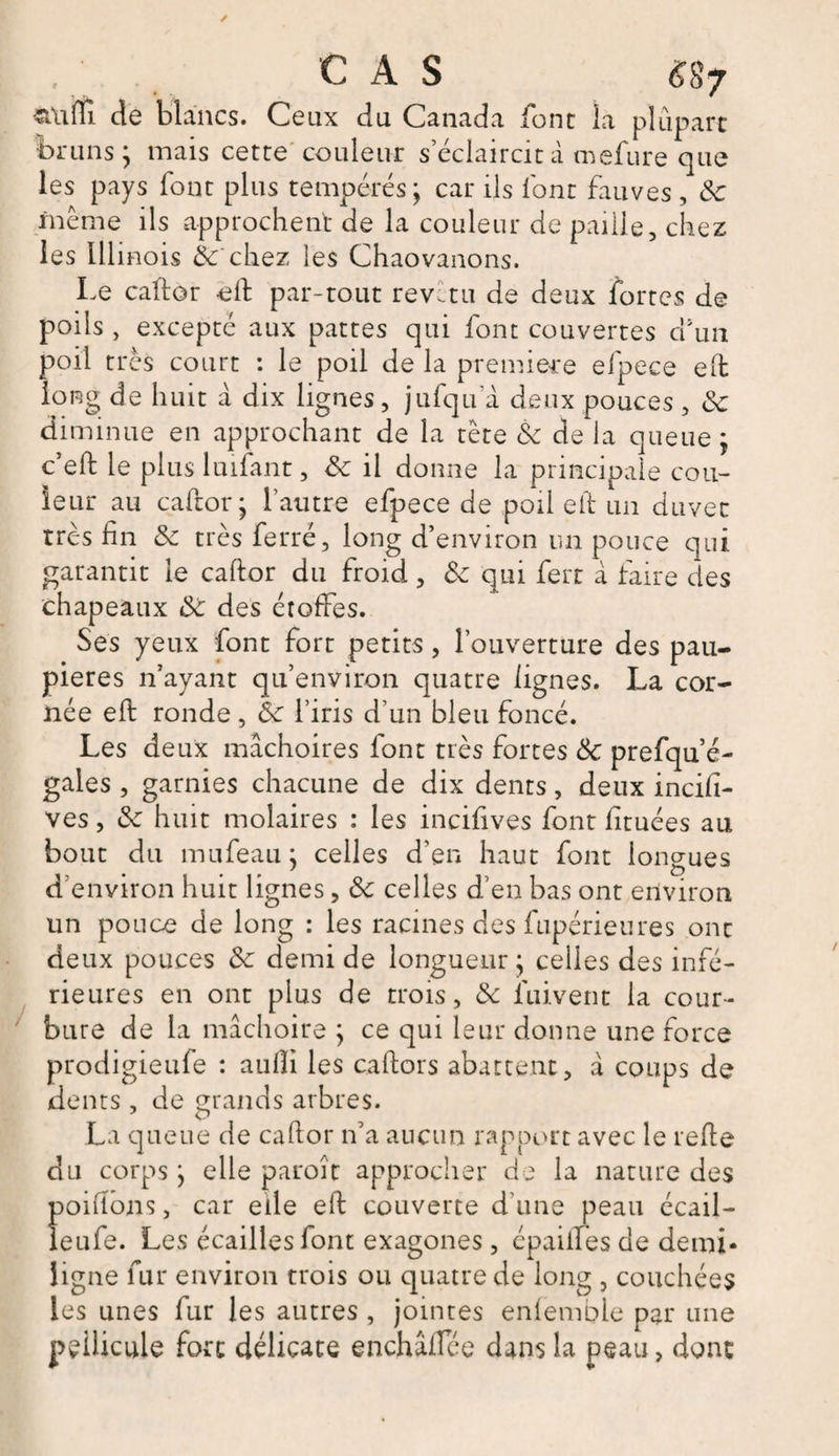 stufïi de blancs. Ceux du Canada font la plupart bruns ; mais cette couleur s’éclaircit à mefure que les pays font plus tempérés; car ils font fauves , Sc inéme ils approchent de la couleur de paille, chez les Illinois &amp; chez les Chaovanons. Le caftor eft par-tout revctu de deux fortes de poils , excepté aux pattes qui font couvertes d'un poil très court : le poil de la première efpece eft long de huit à dix lignes, jufqifà deux pouces , Sc diminue en approchant de la tète Sc de la queue; c’eft le plus 1 infant, Sc il donne la principale cou¬ leur au caftor; l’autre efpece de poil eft un duvet très fin Sc très ferré, long d’environ un pouce qui garantit le caftor du froid, Sc qui fert à faire des chapeaux Sc des étoffes. Ses yeux font fort petits, l’ouverture des pau¬ pières n’ayant qu’environ quatre lignes. La cor¬ née eft ronde , Sc l’iris d’un bleu foncé. Les deux mâchoires font très fortes Sc prefqu’é- gales , garnies chacune de dix dents, deux incifi- ves, &amp; huit molaires : les incifives font fituées au bout du mufeau; celles d’en haut font longues denviron huit lignes, Sc celles d’en bas ont environ un pouce de long : les racines des fupérieures ont deux pouces Sc demi de longueur ; celles des infé¬ rieures en ont plus de trois, Sc fuivent la cour¬ bure de la mâchoire ; ce qui leur donne une force prodigieufe : aufii les caftors abattent, à coups de dents, de grands arbres. La queue de caftor n’a aucun rapport avec le refte du corps ; elle paroît approcher de la nature des poiftons, car elle eft couverte d’une peau écail- îeufe. Les écailles font exagones, épaiiles de demi- ligne fur environ trois ou quatre de long , couchées les unes fur les autres , jointes enfemble par une pellicule fort délicate enchaifée dans la peau, dont