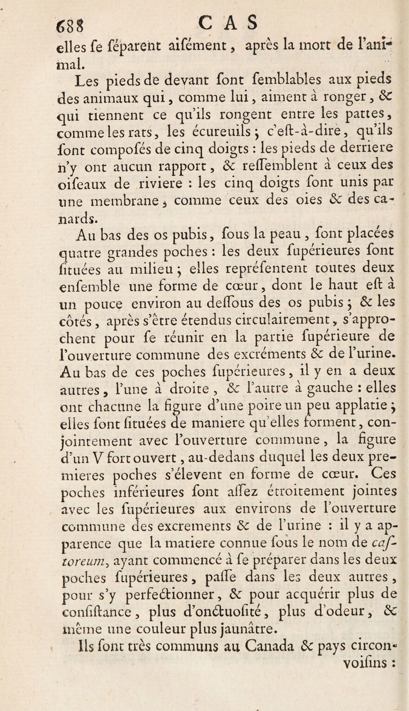 elles fe féparent aifément, après la mort de fani-* mal. Les pieds de devant font femblables aux pieds des animaux qui, comme lui, aiment à ronger , ôc qui tiennent ce qu’ils rongent entre les pattes, comme les rats, les écureuils j c’eft-à-dire, qu’ils font compofés de cinq doigts : les pieds de derrière n’y ont aucun rapport, <k reffemblent à ceux des oifeaux de riviere : les cinq doigts font unis par une membrane à comme ceux des oies ôc des ca¬ nards. Au bas des os pubis, fous la peau , font placées quatre grandes poches : les deux fupérieures font fituées au milieu ; elles repréfentent toutes deux enfemble une forme de cœur, dont le haut eft à un pouce environ au delîbus des os pubis ; ôc les côtés , après s’ètre étendus circulairement, s’appro¬ chent pour fe réunir en la partie fupérieure de l’ouverture commune des excréments ôc de l’urine. Au bas de ces poches fupérieures, il y en a deux autres, l’une à droite , ôc l’autre à gauche : elles ont chacune la figure d’une poire un peu applatie j eiies font fituées de maniéré qu’elles forment, con¬ jointement avec l’ouverture commune, la figure d’un V fort ouvert, au-dedans duquel les deux pre¬ mières poches s’élèvent en forme de cœur. Ces poches inférieures font allez étroitement jointes avec les fupérieures aux environs de l’ouverture commune des excrements ôc de l’urine : il y a ap¬ parence que la matière connue fous le nom de caf- toreum, ayant commencé à fe préparer dans les deux poches fupérieures, paffe dans les deux autres , pour s’y perfectionner, ôc pour acquérir plus de confiftance, plus d’on&amp;uofité, plus d’odeur, ôc meme une couleur plus jaunâtre. Ils font très communs au Canada ôc pays circon- voifins :